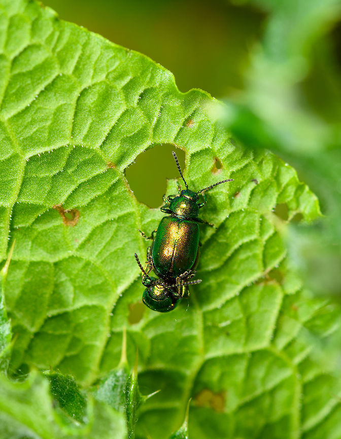 Green Dock Beetles mating, Heeswijk-Dinther, Netherlands  Europe,Gastrophysa viridula,Green Dock-Beetle (G. viridula),Heeswijk-Dinther,Netherlands,World