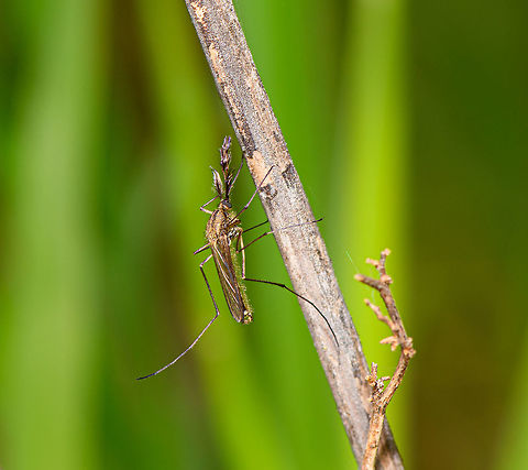 Male mosquito (Culicidae) - closeup 3, Heeswijk-Dinther, Netherlands I found two male mosquitos resting on a branch. The males are easy to recognize based on their feather-like proboscis. If I'm correct that these belong to the Culicidae family note that the males do not bite or suck blood, they feed on nectar and saps.
https://www.jungledragon.com/image/81182/male_midge_culicidae_-_full_scene_heeswijk-dinther_netherlands.html
https://www.jungledragon.com/image/81181/male_midge_culicidae_-_closeup_heeswijk-dinther_netherlands.html
https://www.jungledragon.com/image/81180/male_midge_culicidae_-_closeup_2_heeswijk-dinther_netherlands.html Europe,Heeswijk-Dinther,Netherlands,World