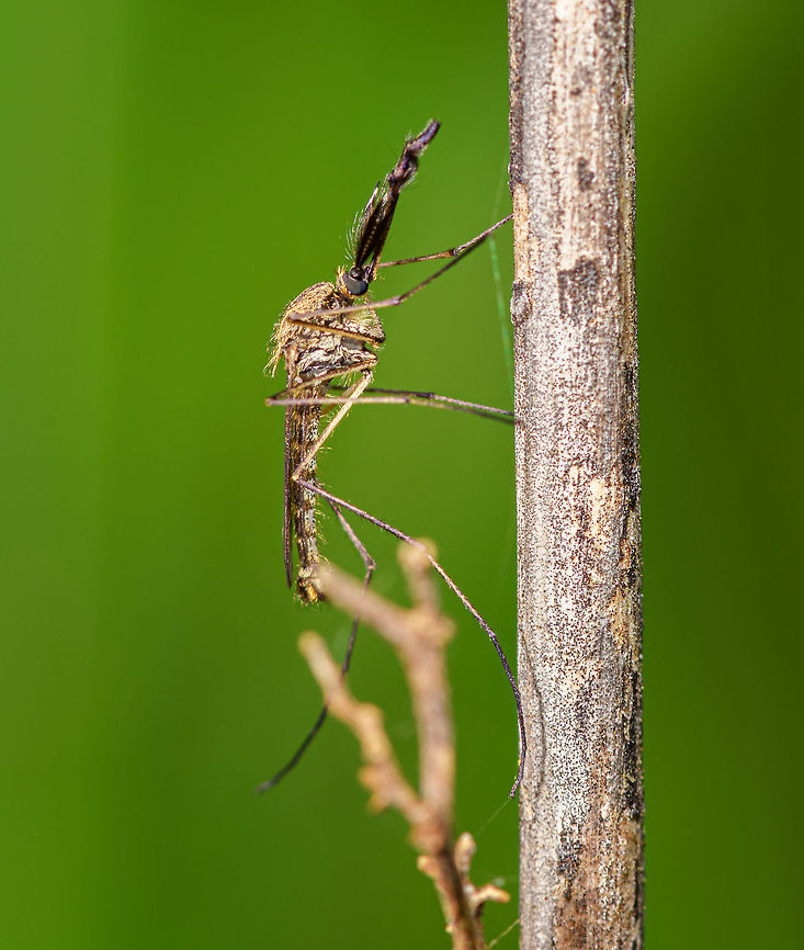 Male mosquito (Culicidae) - closeup 2, Heeswijk-Dinther, Netherlands I found two male mosquitos resting on a branch. The males are easy to recognize based on their feather-like proboscis. If I'm correct that these belong to the Culicidae family note that the males do not bite or suck blood, they feed on nectar and saps.<br />
<figure class="photo"><a href="https://www.jungledragon.com/image/81182/male_mosquito_culicidae_-_full_scene_heeswijk-dinther_netherlands.html" title="Male mosquito (Culicidae) - full scene, Heeswijk-Dinther, Netherlands"><img src="https://s3.amazonaws.com/media.jungledragon.com/images/2/81182_thumb.jpg?AWSAccessKeyId=05GMT0V3GWVNE7GGM1R2&Expires=1770854410&Signature=U1obzgXeAelnovwM9BJTs4ny6QY%3D" width="200" height="134" alt="Male mosquito (Culicidae) - full scene, Heeswijk-Dinther, Netherlands I found two male mosquitos resting on a branch. The males are easy to recognize based on their feather-like proboscis. If I'm correct that these belong to the Culicidae family note that the males do not bite or suck blood, they feed on nectar and saps.<br />
https://www.jungledragon.com/image/81181/male_midge_culicidae_-_closeup_heeswijk-dinther_netherlands.html<br />
https://www.jungledragon.com/image/81180/male_midge_culicidae_-_closeup_2_heeswijk-dinther_netherlands.html<br />
https://www.jungledragon.com/image/81179/male_midge_culicidae_-_closeup_3_heeswijk-dinther_netherlands.html Europe,Heeswijk-Dinther,Netherlands,World" /></a></figure><br />
<figure class="photo"><a href="https://www.jungledragon.com/image/81181/male_mosquito_culicidae_-_closeup_heeswijk-dinther_netherlands.html" title="Male mosquito (Culicidae) - closeup, Heeswijk-Dinther, Netherlands"><img src="https://s3.amazonaws.com/media.jungledragon.com/images/2/81181_thumb.jpg?AWSAccessKeyId=05GMT0V3GWVNE7GGM1R2&Expires=1770854410&Signature=PVixWz7oordtpzIcBMEABWvLvw0%3D" width="200" height="134" alt="Male mosquito (Culicidae) - closeup, Heeswijk-Dinther, Netherlands I found two male mosquitos resting on a branch. The males are easy to recognize based on their feather-like proboscis. If I'm correct that these belong to the Culicidae family note that the males do not bite or suck blood, they feed on nectar and saps.<br />
https://www.jungledragon.com/image/81182/male_midge_culicidae_-_full_scene_heeswijk-dinther_netherlands.html<br />
https://www.jungledragon.com/image/81180/male_midge_culicidae_-_closeup_2_heeswijk-dinther_netherlands.html<br />
https://www.jungledragon.com/image/81179/male_midge_culicidae_-_closeup_3_heeswijk-dinther_netherlands.html Europe,Heeswijk-Dinther,Netherlands,World" /></a></figure><br />
<figure class="photo"><a href="https://www.jungledragon.com/image/81179/male_mosquito_culicidae_-_closeup_3_heeswijk-dinther_netherlands.html" title="Male mosquito (Culicidae) - closeup 3, Heeswijk-Dinther, Netherlands"><img src="https://s3.amazonaws.com/media.jungledragon.com/images/2/81179_thumb.jpg?AWSAccessKeyId=05GMT0V3GWVNE7GGM1R2&Expires=1770854410&Signature=U%2B1%2BhQ4Nc%2FmarjV4cEINnlqDR9E%3D" width="200" height="178" alt="Male mosquito (Culicidae) - closeup 3, Heeswijk-Dinther, Netherlands I found two male mosquitos resting on a branch. The males are easy to recognize based on their feather-like proboscis. If I'm correct that these belong to the Culicidae family note that the males do not bite or suck blood, they feed on nectar and saps.<br />
https://www.jungledragon.com/image/81182/male_midge_culicidae_-_full_scene_heeswijk-dinther_netherlands.html<br />
https://www.jungledragon.com/image/81181/male_midge_culicidae_-_closeup_heeswijk-dinther_netherlands.html<br />
https://www.jungledragon.com/image/81180/male_midge_culicidae_-_closeup_2_heeswijk-dinther_netherlands.html Europe,Heeswijk-Dinther,Netherlands,World" /></a></figure> Europe,Heeswijk-Dinther,Netherlands,World
