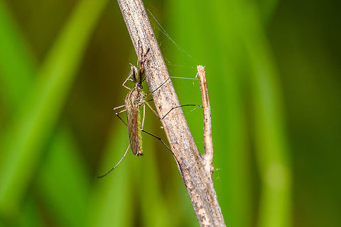 Male mosquito (Culicidae) - closeup, Heeswijk-Dinther, Netherlands I found two male mosquitos resting on a branch. The males are easy to recognize based on their feather-like proboscis. If I'm correct that these belong to the Culicidae family note that the males do not bite or suck blood, they feed on nectar and saps.
https://www.jungledragon.com/image/81182/male_midge_culicidae_-_full_scene_heeswijk-dinther_netherlands.html
https://www.jungledragon.com/image/81180/male_midge_culicidae_-_closeup_2_heeswijk-dinther_netherlands.html
https://www.jungledragon.com/image/81179/male_midge_culicidae_-_closeup_3_heeswijk-dinther_netherlands.html Europe,Heeswijk-Dinther,Netherlands,World