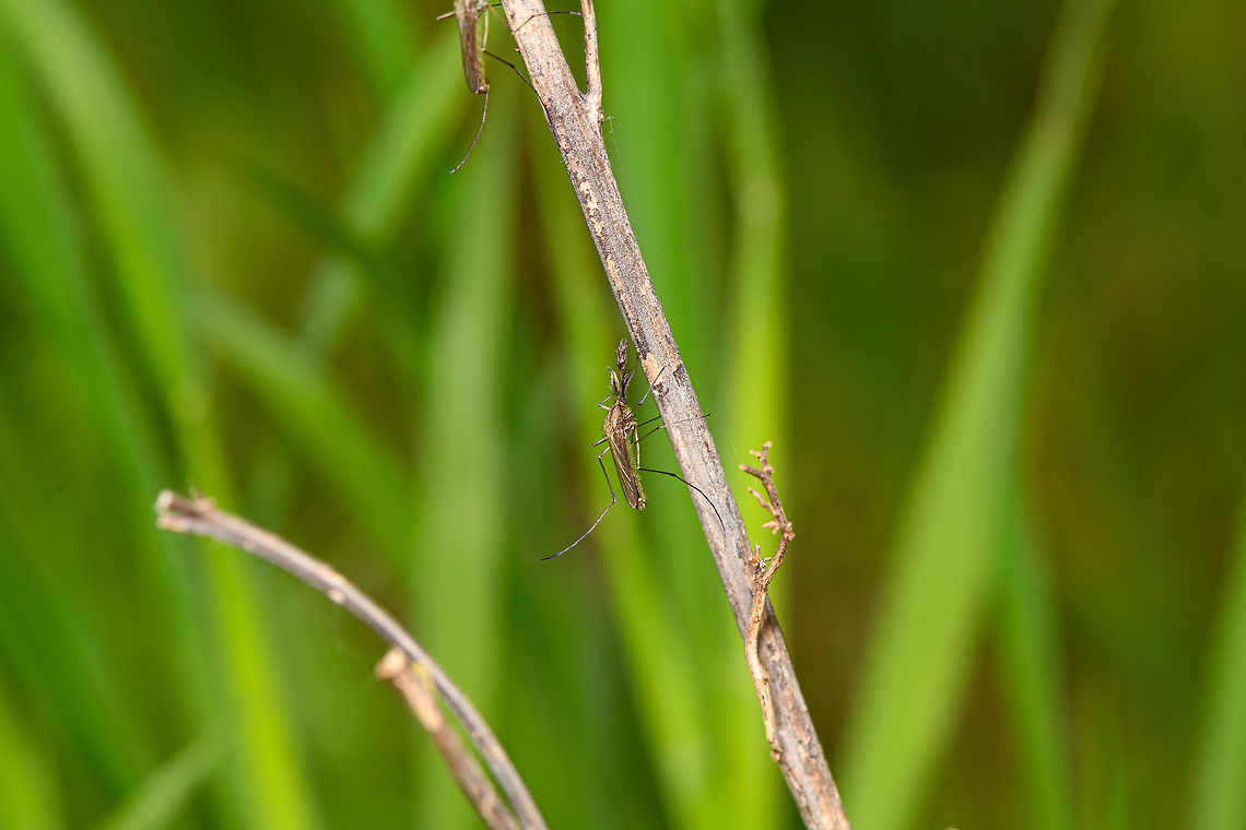 Male mosquito (Culicidae) - full scene, Heeswijk-Dinther, Netherlands I found two male mosquitos resting on a branch. The males are easy to recognize based on their feather-like proboscis. If I'm correct that these belong to the Culicidae family note that the males do not bite or suck blood, they feed on nectar and saps.<br />
<figure class="photo"><a href="https://www.jungledragon.com/image/81181/male_mosquito_culicidae_-_closeup_heeswijk-dinther_netherlands.html" title="Male mosquito (Culicidae) - closeup, Heeswijk-Dinther, Netherlands"><img src="https://s3.amazonaws.com/media.jungledragon.com/images/2/81181_thumb.jpg?AWSAccessKeyId=05GMT0V3GWVNE7GGM1R2&Expires=1770854410&Signature=PVixWz7oordtpzIcBMEABWvLvw0%3D" width="200" height="134" alt="Male mosquito (Culicidae) - closeup, Heeswijk-Dinther, Netherlands I found two male mosquitos resting on a branch. The males are easy to recognize based on their feather-like proboscis. If I'm correct that these belong to the Culicidae family note that the males do not bite or suck blood, they feed on nectar and saps.<br />
https://www.jungledragon.com/image/81182/male_midge_culicidae_-_full_scene_heeswijk-dinther_netherlands.html<br />
https://www.jungledragon.com/image/81180/male_midge_culicidae_-_closeup_2_heeswijk-dinther_netherlands.html<br />
https://www.jungledragon.com/image/81179/male_midge_culicidae_-_closeup_3_heeswijk-dinther_netherlands.html Europe,Heeswijk-Dinther,Netherlands,World" /></a></figure><br />
<figure class="photo"><a href="https://www.jungledragon.com/image/81180/male_mosquito_culicidae_-_closeup_2_heeswijk-dinther_netherlands.html" title="Male mosquito (Culicidae) - closeup 2, Heeswijk-Dinther, Netherlands"><img src="https://s3.amazonaws.com/media.jungledragon.com/images/2/81180_thumb.jpg?AWSAccessKeyId=05GMT0V3GWVNE7GGM1R2&Expires=1770854410&Signature=1Wh45sIHTzCsQJudIclOIGI3jfQ%3D" width="130" height="152" alt="Male mosquito (Culicidae) - closeup 2, Heeswijk-Dinther, Netherlands I found two male mosquitos resting on a branch. The males are easy to recognize based on their feather-like proboscis. If I'm correct that these belong to the Culicidae family note that the males do not bite or suck blood, they feed on nectar and saps.<br />
https://www.jungledragon.com/image/81182/male_midge_culicidae_-_full_scene_heeswijk-dinther_netherlands.html<br />
https://www.jungledragon.com/image/81181/male_midge_culicidae_-_closeup_heeswijk-dinther_netherlands.html<br />
https://www.jungledragon.com/image/81179/male_midge_culicidae_-_closeup_3_heeswijk-dinther_netherlands.html Europe,Heeswijk-Dinther,Netherlands,World" /></a></figure><br />
<figure class="photo"><a href="https://www.jungledragon.com/image/81179/male_mosquito_culicidae_-_closeup_3_heeswijk-dinther_netherlands.html" title="Male mosquito (Culicidae) - closeup 3, Heeswijk-Dinther, Netherlands"><img src="https://s3.amazonaws.com/media.jungledragon.com/images/2/81179_thumb.jpg?AWSAccessKeyId=05GMT0V3GWVNE7GGM1R2&Expires=1770854410&Signature=U%2B1%2BhQ4Nc%2FmarjV4cEINnlqDR9E%3D" width="200" height="178" alt="Male mosquito (Culicidae) - closeup 3, Heeswijk-Dinther, Netherlands I found two male mosquitos resting on a branch. The males are easy to recognize based on their feather-like proboscis. If I'm correct that these belong to the Culicidae family note that the males do not bite or suck blood, they feed on nectar and saps.<br />
https://www.jungledragon.com/image/81182/male_midge_culicidae_-_full_scene_heeswijk-dinther_netherlands.html<br />
https://www.jungledragon.com/image/81181/male_midge_culicidae_-_closeup_heeswijk-dinther_netherlands.html<br />
https://www.jungledragon.com/image/81180/male_midge_culicidae_-_closeup_2_heeswijk-dinther_netherlands.html Europe,Heeswijk-Dinther,Netherlands,World" /></a></figure> Europe,Heeswijk-Dinther,Netherlands,World