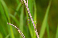 Male mosquito (Culicidae) - full scene, Heeswijk-Dinther, Netherlands I found two male mosquitos resting on a branch. The males are easy to recognize based on their feather-like proboscis. If I'm correct that these belong to the Culicidae family note that the males do not bite or suck blood, they feed on nectar and saps.<br />
https://www.jungledragon.com/image/81181/male_midge_culicidae_-_closeup_heeswijk-dinther_netherlands.html<br />
https://www.jungledragon.com/image/81180/male_midge_culicidae_-_closeup_2_heeswijk-dinther_netherlands.html<br />
https://www.jungledragon.com/image/81179/male_midge_culicidae_-_closeup_3_heeswijk-dinther_netherlands.html Europe,Heeswijk-Dinther,Netherlands,World