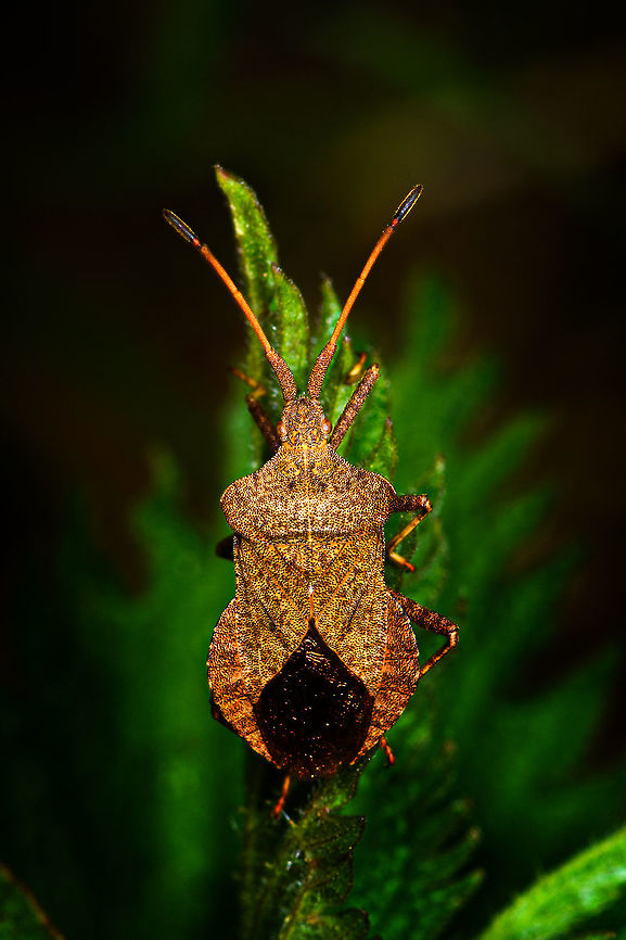 Dock Bug, Heeswijk-Dinther, Netherlands  Coreus marginatus,Dock bug,Europe,Heeswijk-Dinther,Netherlands,World