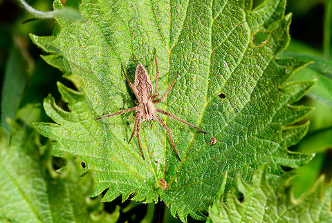European Nursery Web Spider, Heeswijk-Dinther, Netherlands Widespread in Europe. It's highly variable in color yet not in pattern. The daytime sunbathing behavior in  the open as seen here is typical of Nursery Web Spiders. 

Males engage in a stressful mating ritual where they provide food gifts to the female, after which it very rapidly tries to do the deed. Should the food gift be inadequate or the mating process fail, the female will continue to eat the male. The male will not be able to bring a better food gift next time, as there is no next time, and no male.

Finally, the female will build a dedicated web solely for the protection of her eggs, hence the family name "Nursery" Web Spiders (pisauridae). Europe,Heeswijk-Dinther,Netherlands,Pisaura mirabilis,World