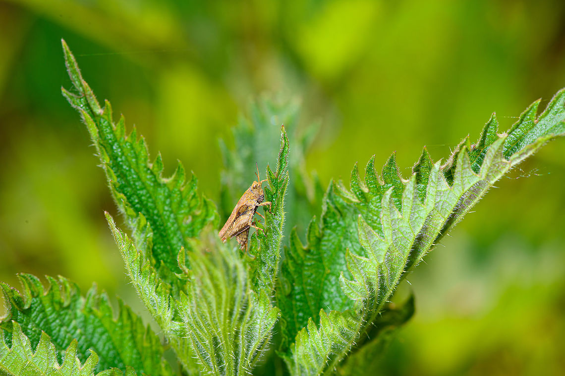 Short-horned grasshopper, Heeswijk-Dinther, Netherlands Possibly a juvenile. I've tried for a long time but have not yet been able to find an exact species match. Europe,Heeswijk-Dinther,Netherlands,World