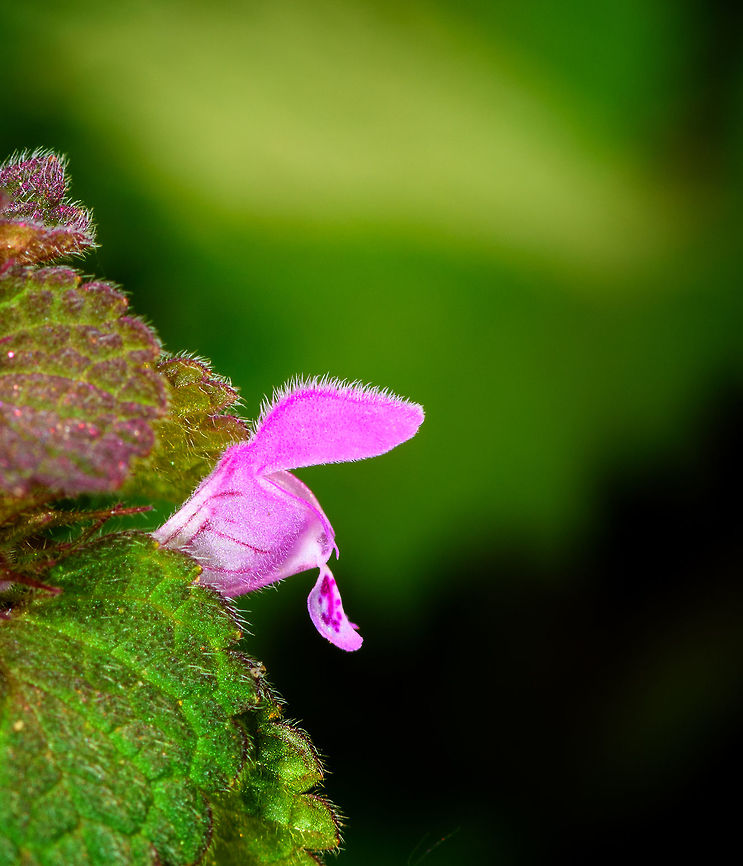 Red Deadnettle - flower closeup, Heeswijk-Dinther, Netherlands Named after the red leafs at the top of the stem, known for its attractive red/pink/purple flowers. This species of nettle does not sting, the word "dead" refers to this. This plant has few demands, it can grow (and bloom) on various types of soil throughout most of the year, including mild winters. This is useful as it provides a source of nectar to insects in periods where it is scarce.<br />
<figure class="photo"><a href="https://www.jungledragon.com/image/81323/red_deadnettle_-_flowers_and_leaf_heeswijk-dinther_netherlands.html" title="Red Deadnettle - flowers and leaf, Heeswijk-Dinther, Netherlands"><img src="https://s3.amazonaws.com/media.jungledragon.com/images/2/81323_thumb.jpg?AWSAccessKeyId=05GMT0V3GWVNE7GGM1R2&Expires=1770854410&Signature=gwP2W3PEhba%2FMEtetPz0zQ29LAo%3D" width="144" height="152" alt="Red Deadnettle - flowers and leaf, Heeswijk-Dinther, Netherlands Named after the red leafs at the top of the stem, known for its attractive red/pink/purple flowers. This species of nettle does not sting, the word "dead" refers to this. This plant has few demands, it can grow (and bloom) on various types of soil throughout most of the year, including mild winters. This is useful as it provides a source of nectar to insects in periods where it is scarce.<br />
https://www.jungledragon.com/image/81322/red_deadnettle_-_flowers_and_leafs_heeswijk-dinther_netherlands.html<br />
https://www.jungledragon.com/image/81321/red_deadnettle_-_flower_closeup_heeswijk-dinther_netherlands.html Europe,Heeswijk-Dinther,Lamium purpureum,Netherlands,Red Deadnettle,World" /></a></figure><br />
<figure class="photo"><a href="https://www.jungledragon.com/image/81322/red_deadnettle_-_flowers_and_leafs_heeswijk-dinther_netherlands.html" title="Red Deadnettle - flowers and leafs, Heeswijk-Dinther, Netherlands"><img src="https://s3.amazonaws.com/media.jungledragon.com/images/2/81322_thumb.jpg?AWSAccessKeyId=05GMT0V3GWVNE7GGM1R2&Expires=1770854410&Signature=ufF8Jb7w8VIRdZj%2Fnv8dArdfOMk%3D" width="130" height="152" alt="Red Deadnettle - flowers and leafs, Heeswijk-Dinther, Netherlands Named after the red leafs at the top of the stem, known for its attractive red/pink/purple flowers. This species of nettle does not sting, the word "dead" refers to this. This plant has few demands, it can grow (and bloom) on various types of soil throughout most of the year, including mild winters. This is useful as it provides a source of nectar to insects in periods where it is scarce.<br />
https://www.jungledragon.com/image/81323/red_deadnettle_-_flowers_and_leaf_heeswijk-dinther_netherlands.html<br />
https://www.jungledragon.com/image/81321/red_deadnettle_-_flower_closeup_heeswijk-dinther_netherlands.html Europe,Heeswijk-Dinther,Lamium purpureum,Netherlands,Red Deadnettle,World" /></a></figure> Europe,Heeswijk-Dinther,Lamium purpureum,Netherlands,Red Deadnettle,World