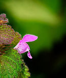 Red Deadnettle - flower closeup, Heeswijk-Dinther, Netherlands Named after the red leafs at the top of the stem, known for its attractive red/pink/purple flowers. This species of nettle does not sting, the word "dead" refers to this. This plant has few demands, it can grow (and bloom) on various types of soil throughout most of the year, including mild winters. This is useful as it provides a source of nectar to insects in periods where it is scarce.<br />
https://www.jungledragon.com/image/81323/red_deadnettle_-_flowers_and_leaf_heeswijk-dinther_netherlands.html<br />
https://www.jungledragon.com/image/81322/red_deadnettle_-_flowers_and_leafs_heeswijk-dinther_netherlands.html Europe,Heeswijk-Dinther,Lamium purpureum,Netherlands,Red Deadnettle,World