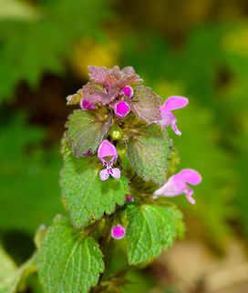 Red Deadnettle - flowers and leafs, Heeswijk-Dinther, Netherlands Named after the red leafs at the top of the stem, known for its attractive red/pink/purple flowers. This species of nettle does not sting, the word "dead" refers to this. This plant has few demands, it can grow (and bloom) on various types of soil throughout most of the year, including mild winters. This is useful as it provides a source of nectar to insects in periods where it is scarce.
https://www.jungledragon.com/image/81323/red_deadnettle_-_flowers_and_leaf_heeswijk-dinther_netherlands.html
https://www.jungledragon.com/image/81321/red_deadnettle_-_flower_closeup_heeswijk-dinther_netherlands.html Europe,Heeswijk-Dinther,Lamium purpureum,Netherlands,Red Deadnettle,World