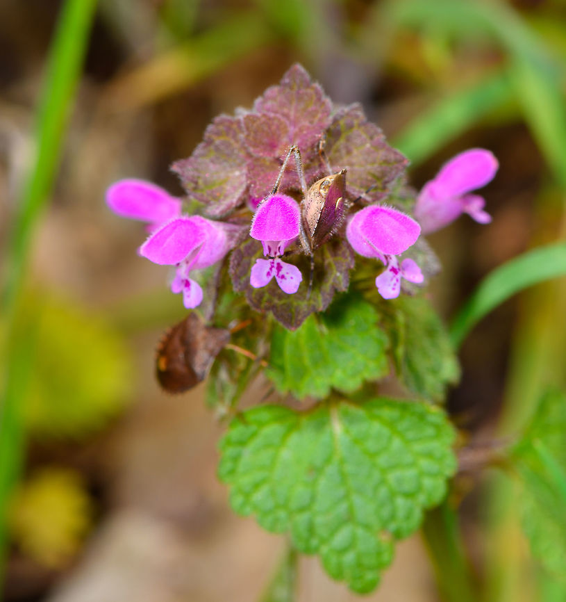 Red Deadnettle - flowers and leaf, Heeswijk-Dinther, Netherlands Named after the red leafs at the top of the stem, known for its attractive red/pink/purple flowers. This species of nettle does not sting, the word "dead" refers to this. This plant has few demands, it can grow (and bloom) on various types of soil throughout most of the year, including mild winters. This is useful as it provides a source of nectar to insects in periods where it is scarce.<br />
<figure class="photo"><a href="https://www.jungledragon.com/image/81322/red_deadnettle_-_flowers_and_leafs_heeswijk-dinther_netherlands.html" title="Red Deadnettle - flowers and leafs, Heeswijk-Dinther, Netherlands"><img src="https://s3.amazonaws.com/media.jungledragon.com/images/2/81322_thumb.jpg?AWSAccessKeyId=05GMT0V3GWVNE7GGM1R2&Expires=1770854410&Signature=ufF8Jb7w8VIRdZj%2Fnv8dArdfOMk%3D" width="130" height="152" alt="Red Deadnettle - flowers and leafs, Heeswijk-Dinther, Netherlands Named after the red leafs at the top of the stem, known for its attractive red/pink/purple flowers. This species of nettle does not sting, the word "dead" refers to this. This plant has few demands, it can grow (and bloom) on various types of soil throughout most of the year, including mild winters. This is useful as it provides a source of nectar to insects in periods where it is scarce.<br />
https://www.jungledragon.com/image/81323/red_deadnettle_-_flowers_and_leaf_heeswijk-dinther_netherlands.html<br />
https://www.jungledragon.com/image/81321/red_deadnettle_-_flower_closeup_heeswijk-dinther_netherlands.html Europe,Heeswijk-Dinther,Lamium purpureum,Netherlands,Red Deadnettle,World" /></a></figure><br />
<figure class="photo"><a href="https://www.jungledragon.com/image/81321/red_deadnettle_-_flower_closeup_heeswijk-dinther_netherlands.html" title="Red Deadnettle - flower closeup, Heeswijk-Dinther, Netherlands"><img src="https://s3.amazonaws.com/media.jungledragon.com/images/2/81321_thumb.jpg?AWSAccessKeyId=05GMT0V3GWVNE7GGM1R2&Expires=1770854410&Signature=WFSMq3Zj1XkH%2BGnXl4ep9LeReR0%3D" width="132" height="152" alt="Red Deadnettle - flower closeup, Heeswijk-Dinther, Netherlands Named after the red leafs at the top of the stem, known for its attractive red/pink/purple flowers. This species of nettle does not sting, the word "dead" refers to this. This plant has few demands, it can grow (and bloom) on various types of soil throughout most of the year, including mild winters. This is useful as it provides a source of nectar to insects in periods where it is scarce.<br />
https://www.jungledragon.com/image/81323/red_deadnettle_-_flowers_and_leaf_heeswijk-dinther_netherlands.html<br />
https://www.jungledragon.com/image/81322/red_deadnettle_-_flowers_and_leafs_heeswijk-dinther_netherlands.html Europe,Heeswijk-Dinther,Lamium purpureum,Netherlands,Red Deadnettle,World" /></a></figure> Europe,Heeswijk-Dinther,Lamium purpureum,Netherlands,Red Deadnettle,World