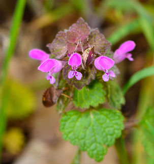 Red Deadnettle - flowers and leaf, Heeswijk-Dinther, Netherlands Named after the red leafs at the top of the stem, known for its attractive red/pink/purple flowers. This species of nettle does not sting, the word "dead" refers to this. This plant has few demands, it can grow (and bloom) on various types of soil throughout most of the year, including mild winters. This is useful as it provides a source of nectar to insects in periods where it is scarce.
https://www.jungledragon.com/image/81322/red_deadnettle_-_flowers_and_leafs_heeswijk-dinther_netherlands.html
https://www.jungledragon.com/image/81321/red_deadnettle_-_flower_closeup_heeswijk-dinther_netherlands.html Europe,Heeswijk-Dinther,Lamium purpureum,Netherlands,Red Deadnettle,World