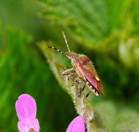Sloe Bug (Dolycoris baccarum), Heeswijk-Dinther, Netherlands Size about 1cm, in dutch named the "Berry shield bug". It feeds on saps, preferably of flowers and fruits, which can cause them to deform. Dolycoris baccarum,Europe,Heeswijk-Dinther,Netherlands,World