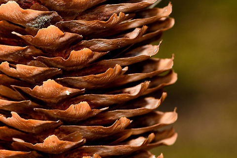 Pine Cone of Spruce - closeup 2, Heeswijk-Dinther, Netherlands Large and lengthy pine cone of probably a Spruce (Picea sp.). In dutch named a "pijnappel", the well-known word misused by the English to describe "Ananas" :)
https://www.jungledragon.com/image/81428/pine_cone_of_spruce_heeswijk-dinther_netherlands.html
https://www.jungledragon.com/image/81427/pine_cone_of_spruce_-_closeup_1_heeswijk-dinther_netherlands.html Europe,Heeswijk-Dinther,Netherlands,World
