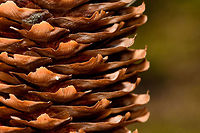 Pine Cone of Spruce - closeup 2, Heeswijk-Dinther, Netherlands Large and lengthy pine cone of probably a Spruce (Picea sp.). In dutch named a "pijnappel", the well-known word misused by the English to describe "Ananas" :)<br />
https://www.jungledragon.com/image/81428/pine_cone_of_spruce_heeswijk-dinther_netherlands.html<br />
https://www.jungledragon.com/image/81427/pine_cone_of_spruce_-_closeup_1_heeswijk-dinther_netherlands.html Europe,Heeswijk-Dinther,Netherlands,World
