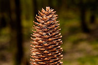 Pine Cone of Spruce - closeup 1, Heeswijk-Dinther, Netherlands Large and lengthy pine cone of probably a Spruce (Picea sp.). In dutch named a "pijnappel", the well-known word misused by the English to describe "Ananas" :)<br />
https://www.jungledragon.com/image/81428/pine_cone_of_spruce_heeswijk-dinther_netherlands.html<br />
https://www.jungledragon.com/image/81426/pine_cone_of_spruce_-_closeup_2_heeswijk-dinther_netherlands.html Europe,Heeswijk-Dinther,Netherlands,World