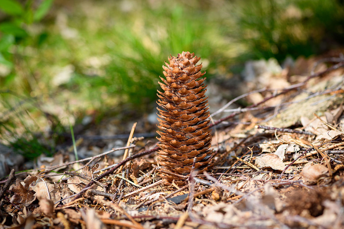 Pine Cone of Spruce, Heeswijk-Dinther, Netherlands Large and lengthy pine cone of probably a Spruce (Picea sp.). In dutch named a "pijnappel", the well-known word misused by the English to describe "Ananas" :)<br />
<figure class="photo"><a href="https://www.jungledragon.com/image/81427/pine_cone_of_spruce_-_closeup_1_heeswijk-dinther_netherlands.html" title="Pine Cone of Spruce - closeup 1, Heeswijk-Dinther, Netherlands"><img src="https://s3.amazonaws.com/media.jungledragon.com/images/2/81427_thumb.jpg?AWSAccessKeyId=05GMT0V3GWVNE7GGM1R2&Expires=1770854410&Signature=4%2B1bBEjyEaBRM1MyCLaA8GGQQdU%3D" width="200" height="134" alt="Pine Cone of Spruce - closeup 1, Heeswijk-Dinther, Netherlands Large and lengthy pine cone of probably a Spruce (Picea sp.). In dutch named a "pijnappel", the well-known word misused by the English to describe "Ananas" :)<br />
https://www.jungledragon.com/image/81428/pine_cone_of_spruce_heeswijk-dinther_netherlands.html<br />
https://www.jungledragon.com/image/81426/pine_cone_of_spruce_-_closeup_2_heeswijk-dinther_netherlands.html Europe,Heeswijk-Dinther,Netherlands,World" /></a></figure><br />
<figure class="photo"><a href="https://www.jungledragon.com/image/81426/pine_cone_of_spruce_-_closeup_2_heeswijk-dinther_netherlands.html" title="Pine Cone of Spruce - closeup 2, Heeswijk-Dinther, Netherlands"><img src="https://s3.amazonaws.com/media.jungledragon.com/images/2/81426_thumb.jpg?AWSAccessKeyId=05GMT0V3GWVNE7GGM1R2&Expires=1770854410&Signature=J6d7ZEYQP0iUDd4o%2BrNYfGE3lKo%3D" width="200" height="134" alt="Pine Cone of Spruce - closeup 2, Heeswijk-Dinther, Netherlands Large and lengthy pine cone of probably a Spruce (Picea sp.). In dutch named a "pijnappel", the well-known word misused by the English to describe "Ananas" :)<br />
https://www.jungledragon.com/image/81428/pine_cone_of_spruce_heeswijk-dinther_netherlands.html<br />
https://www.jungledragon.com/image/81427/pine_cone_of_spruce_-_closeup_1_heeswijk-dinther_netherlands.html Europe,Heeswijk-Dinther,Netherlands,World" /></a></figure> Europe,Heeswijk-Dinther,Netherlands,World