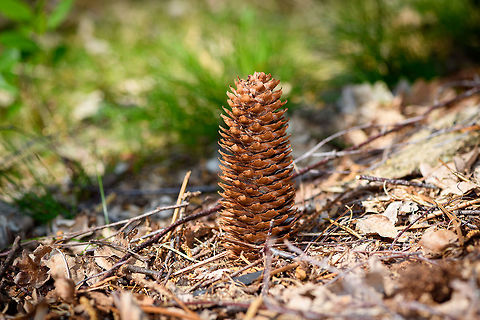 Pine Cone of Spruce, Heeswijk-Dinther, Netherlands Large and lengthy pine cone of probably a Spruce (Picea sp.). In dutch named a "pijnappel", the well-known word misused by the English to describe "Ananas" :)
https://www.jungledragon.com/image/81427/pine_cone_of_spruce_-_closeup_1_heeswijk-dinther_netherlands.html
https://www.jungledragon.com/image/81426/pine_cone_of_spruce_-_closeup_2_heeswijk-dinther_netherlands.html Europe,Heeswijk-Dinther,Netherlands,World
