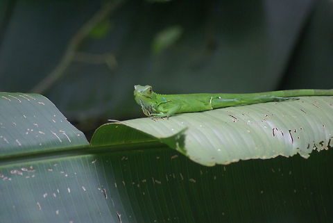 Green Spiny Lizard Very lengthy but thin green lizard stares at the camera whilst sitting on a large leaf. Costa Rica,Green Spiny Lizard,Green iguana,Iguana iguana,Lizard,Reptiles