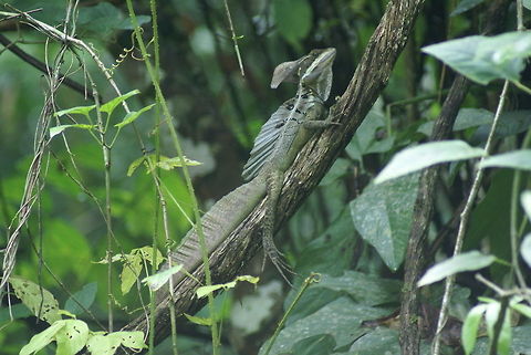 Emerald Basilisk Also called the Jezus Christ lizards, in a lazy position on a curved tree. Costa Rica,Emerald Basilisk,Jesus Christ Lizard,Reptiles