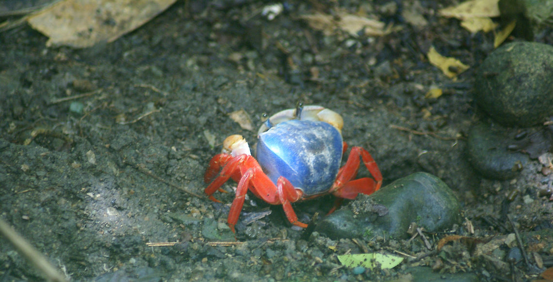 Rainbow Land Crab Cardisoma armatum Cardisoma Armatum,Cardisoma armatum,Costa Rica,Crabs