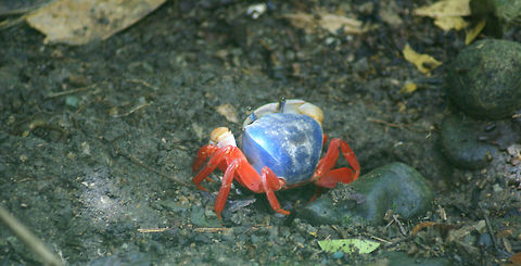 Rainbow Land Crab Cardisoma armatum Cardisoma Armatum,Cardisoma armatum,Costa Rica,Crabs