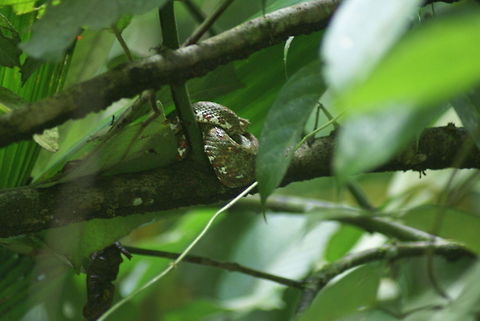Eyelash Palm Pitviper snake Pitviper snake rolled up at the intersection of two branches in Costa Rica. Bothriechis schlegelii,Costa Rica,Eyelash Palm Pitviper Snake,Eyelash Viper,Reptiles,Serpentes,Snakes