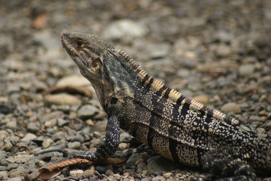 Iguana closeup A pretty Iguana heats up in the sun, it has a tiger-like skin pattern. Camouflage,Closeup,Costa Rica,Ctenosaura similis,Iguana,Reptiles