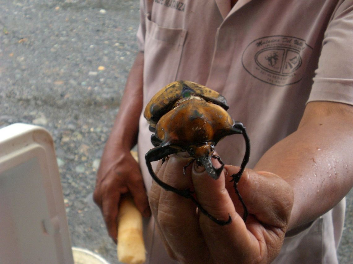 Enormous Elephant Beetle Kept as a pet by a coco nut sales man near a banana factory in Costa Rica. Beetles,Costa Rica,Elephant beetle,Insects,Megasoma elephas