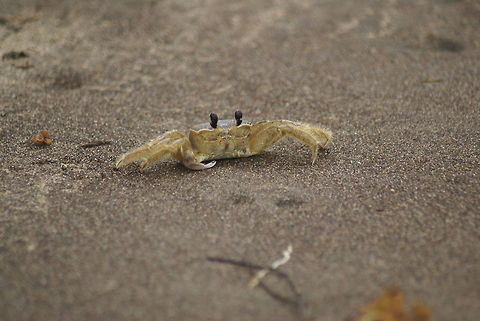 Colorless Crab in Costa Rica This beach in Costa Rica was covered with small little holes in the sand, where these kind of crabs came out from to defend it. Every step you make triggers a wave of activity. Beach,Costa Rica,Crabs,Ocypode quadrata