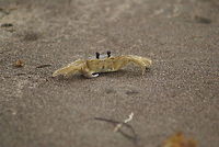 Colorless Crab in Costa Rica This beach in Costa Rica was covered with small little holes in the sand, where these kind of crabs came out from to defend it. Every step you make triggers a wave of activity. Beach,Costa Rica,Crabs,Ocypode quadrata