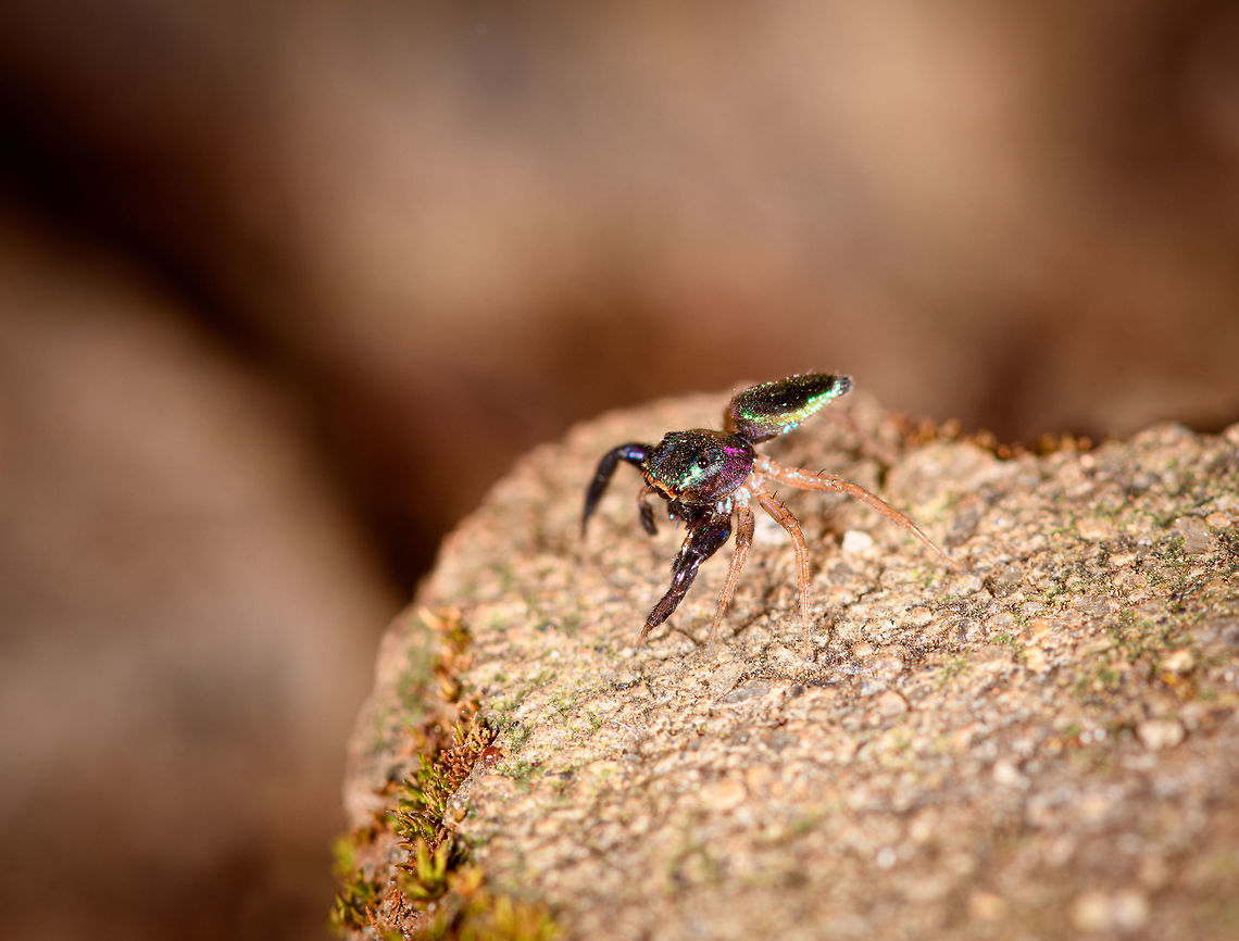 Echinussa sp., Antananarivo, Madagascar Opening our Madagascar 2019 set, I'll be using this tag:<br />
<br />
<a href="https://www.jungledragon.com/tag/59454/madagascar_2019.html" title="Madagascar 2019" class="tag"><em>991</em>Madagascar 2019</a><br />
<br />
This was found on our doorstep whilst still in the hotel at Antananarivo. It's tiny (6mm) and didn't really cooperate in posing. Genus is likely Echinussa, which only contains 3 species that all occur in Madagascar. Unfortunately, I'm not able to find any good info on any of these species.<br />
<br />
The thorax and abdomen have a beautiful iridescent glow, whilst the legs seem colorless, almost transparent, except for the front legs. The eyes have a clear orange outline. Africa,Antananarivo,Geotagged,Jumping Spider,Madagascar,Madagascar 2019,Winter,World,jumping spiders