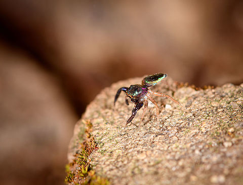Echinussa sp., Antananarivo, Madagascar Opening our Madagascar 2019 set, I'll be using this tag:

https://www.jungledragon.com/tag/59454/madagascar_2019.html

This was found on our doorstep whilst still in the hotel at Antananarivo. It's tiny (6mm) and didn't really cooperate in posing. Genus is likely Echinussa, which only contains 3 species that all occur in Madagascar. Unfortunately, I'm not able to find any good info on any of these species.

The thorax and abdomen have a beautiful iridescent glow, whilst the legs seem colorless, almost transparent, except for the front legs. The eyes have a clear orange outline. Africa,Antananarivo,Geotagged,Jumping Spider,Madagascar,Madagascar 2019,Winter,World,jumping spiders