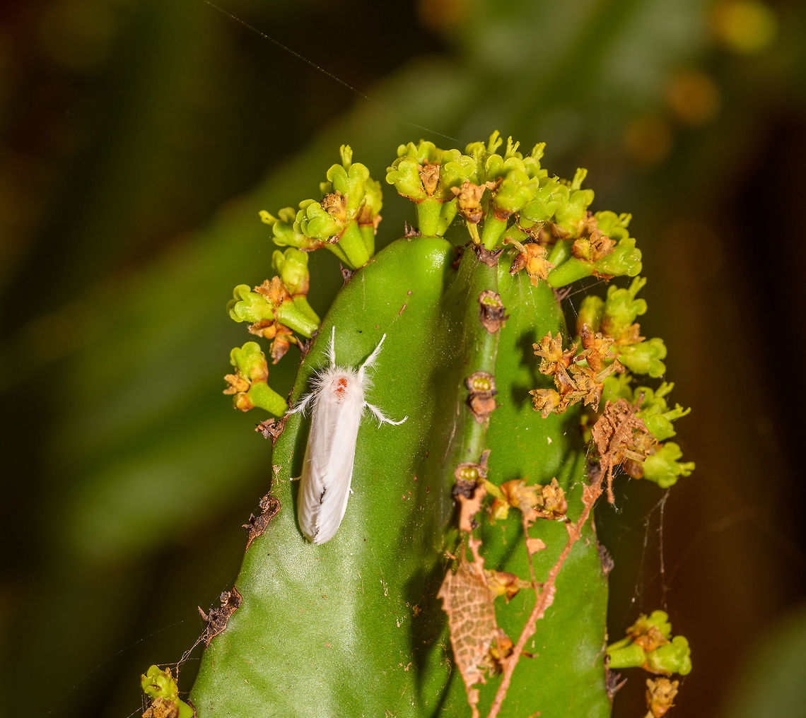 White moth on cactus, Antananarivo, Madagascar Found by day on a cactus in our hotel's garden at Antananarivo. I'll be using the below list to organize this trip's moth observations:<br />
<ul class="collections-simple"><li><a href="https://www.jungledragon.com/list/568" title="view as slideshow" class="button slideshow"><em class="fa fa-bookmark"></em>Moths of Madagascar - 2019</a></li></ul><br />
Africa,Antananarivo,Geotagged,Madagascar,Madagascar 2019,Winter,World