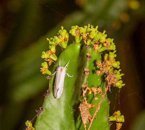 White moth on cactus, Antananarivo, Madagascar Found by day on a cactus in our hotel's garden at Antananarivo. I'll be using the below list to organize this trip's moth observations:
https://www.jungledragon.com/list/568/moths_of_madagascar.html
 Africa,Antananarivo,Geotagged,Madagascar,Madagascar 2019,Winter,World