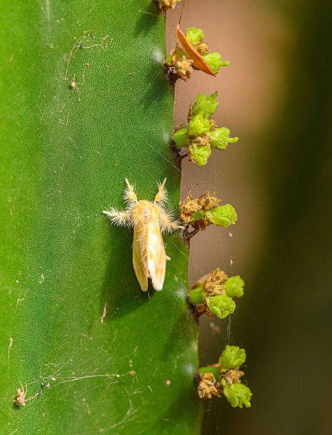 Yellow hairy moth on cactus, Antananarivo, Madagascar Found by day on a cactus in our hotel&#039;s garden at Antananarivo. Africa,Antananarivo,Madagascar,Madagascar 2019,World