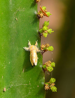Yellow hairy moth on cactus, Antananarivo, Madagascar Found by day on a cactus in our hotel's garden at Antananarivo. Africa,Antananarivo,Madagascar,Madagascar 2019,World