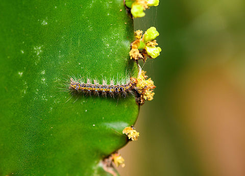 Orvasca caterpillar/larva on cactus, Antananarivo, Madagascar Found on a cactus in our hotel's garden at Antananarivo.  Africa,Antananarivo,Madagascar,Madagascar 2019,World