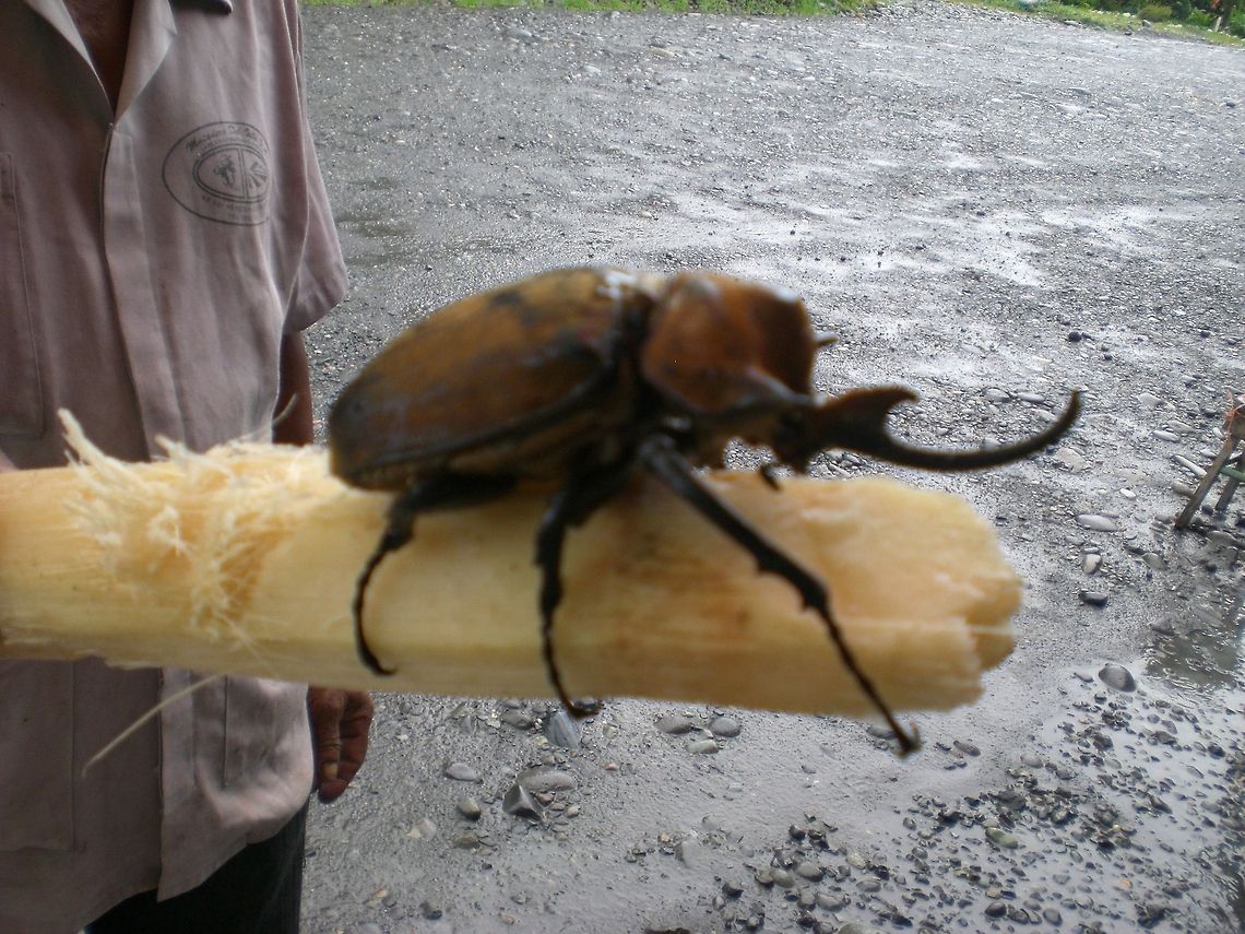 Hercules Beetle sideview Totally out of focus, sorry, but this shows the side of a Hercules Beetle. Beetles,Costa Rica,Dynastes Hercules,Hercules Beetle,Insects