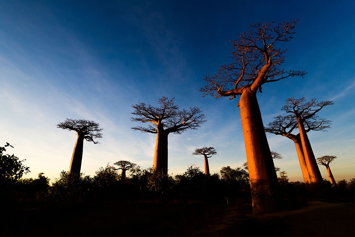 Avenue of the Baobabs at sunset - 1, Madagascar On our way to the Kirindy reserve, we passed through All&eacute;e des baobabs (Avenue of the Baobabs) just before sunset. <br />
<br />
This famous site has a few dozen Adansonia grandidieri trees. Adansonia grandidieri is the largest and most famous out of the six baobab species endemic to Madagascar. It is locally known as Reniala, which means &quot;king of the woods&quot;. A fitting name as these giants grow up to 30m tall.<br />
<br />
Originally, they would tower above the dry forest, but unfortunately those have been cleared for agriculture. These ancient giants are what remain. Besides their weird upside down appearance and height, they are also known for their incredible lifespan. They are hard to date, numbers vary from 800 years to 1,000 or even 2,000. In any case, very old.<br />
<br />
As long as it takes for a baobab to mature, as quickly they come to their end. Once they fall apart, their inner tissue is revealed which consists of a very soft spongue-like fibre material. This material allows the baobab to survive for years without any rain, yet once exposed, will decompose in a matter of weeks. <br />
<br />
Finally, a little known fact is that this species flowers at night. At the very first night of the blooming season, the flowers open and release all their pollen at once. This pollen will then stick to bats, lemurs and moths licking the nectar from the flowers.<br />
<section class="video"><iframe width="448" height="282" src="https://www.youtube-nocookie.com/embed/nWasXjMsIwY?hd=1&autoplay=0&rel=0" frameborder="0" allowfullscreen></iframe></section><br />
<br />
<figure class="photo"><a href="https://www.jungledragon.com/image/82956/avenue_of_the_baobabs_at_sunset_-_2_madagascar.html" title="Avenue of the Baobabs at sunset - 2, Madagascar"><img src="https://s3.amazonaws.com/media.jungledragon.com/images/2/82956_thumb.jpg?AWSAccessKeyId=05GMT0V3GWVNE7GGM1R2&Expires=1759968010&Signature=kX3pasHlUHFcGQaty2MDue3Dw1Q%3D" width="200" height="188" alt="Avenue of the Baobabs at sunset - 2, Madagascar On our way to the Kirindy reserve, we passed through All&eacute;e des baobabs (Avenue of the Baobabs) just before sunset. <br />
<br />
This famous site has a few dozen Adansonia grandidieri trees. Adansonia grandidieri is the largest and most famous out of the six baobab species endemic to Madagascar. It is locally known as Reniala, which means &quot;king of the woods&quot;. A fitting name as these giants grow up to 30m tall.<br />
<br />
Originally, they would tower above the dry forest, but unfortunately those have been cleared for agriculture. These ancient giants are what remain. Besides their weird upside down appearance and height, they are also known for their incredible lifespan. They are hard to date, numbers vary from 800 years to 1,000 or even 2,000. In any case, very old.<br />
<br />
As long as it takes for a baobab to mature, as quickly they come to their end. Once they fall apart, their inner tissue is revealed which consists of a very soft spongue-like fibre material. This material allows the baobab to survive for years without any rain, yet once exposed, will decompose in a matter of weeks. <br />
<br />
Finally, a little known fact is that this species flowers at night. At the very first night of the blooming season, the flowers open and release all their pollen at once. This pollen will then stick to bats, lemurs and moths licking the nectar from the flowers.<br />
https://www.youtube.com/watch?v=nWasXjMsIwY<br />
<br />
https://www.jungledragon.com/image/82955/avenue_of_the_baobabs_at_sunset_-_1_madagascar.html<br />
https://www.jungledragon.com/image/82957/avenue_of_the_baobabs_at_sunset_-_3_madagascar.html<br />
https://www.jungledragon.com/image/82958/avenue_of_the_baobabs_at_sunset_-_4_madagascar.html<br />
https://www.jungledragon.com/image/82959/avenue_of_the_baobabs_at_sunset_-_5_madagascar.html<br />
https://www.jungledragon.com/image/82960/avenue_of_the_baobabs_at_sunset_-_6_madagascar.html<br />
https://www.jungledragon.com/image/82961/avenue_of_the_baobabs_at_sunset_-_7_madagascar.html<br />
https://www.jungledragon.com/image/82962/avenue_of_the_baobabs_at_sunset_-_8_madagascar.html<br />
https://www.jungledragon.com/image/82963/avenue_of_the_baobabs_at_sunset_-_9_madagascar.html<br />
https://www.jungledragon.com/image/82964/avenue_of_the_baobabs_at_sunset_-_10_madagascar.html<br />
https://www.jungledragon.com/image/82965/avenue_of_the_baobabs_at_sunset_-_11_madagascar.html<br />
 Adansonia grandidieri,Africa,Avenue of the Baobabs,Madagascar,Madagascar 2019,World" /></a></figure><br />
<figure class="photo"><a href="https://www.jungledragon.com/image/82957/avenue_of_the_baobabs_at_sunset_-_3_madagascar.html" title="Avenue of the Baobabs at sunset - 3, Madagascar"><img src="https://s3.amazonaws.com/media.jungledragon.com/images/2/82957_thumb.jpg?AWSAccessKeyId=05GMT0V3GWVNE7GGM1R2&Expires=1759968010&Signature=MBQ5Br1H1g%2Fnw7e%2B1M9oaAeVI6A%3D" width="200" height="154" alt="Avenue of the Baobabs at sunset - 3, Madagascar On our way to the Kirindy reserve, we passed through All&eacute;e des baobabs (Avenue of the Baobabs) just before sunset. <br />
<br />
This famous site has a few dozen Adansonia grandidieri trees. Adansonia grandidieri is the largest and most famous out of the six baobab species endemic to Madagascar. It is locally known as Reniala, which means &quot;king of the woods&quot;. A fitting name as these giants grow up to 30m tall.<br />
<br />
Originally, they would tower above the dry forest, but unfortunately those have been cleared for agriculture. These ancient giants are what remain. Besides their weird upside down appearance and height, they are also known for their incredible lifespan. They are hard to date, numbers vary from 800 years to 1,000 or even 2,000. In any case, very old.<br />
<br />
As long as it takes for a baobab to mature, as quickly they come to their end. Once they fall apart, their inner tissue is revealed which consists of a very soft spongue-like fibre material. This material allows the baobab to survive for years without any rain, yet once exposed, will decompose in a matter of weeks. <br />
<br />
Finally, a little known fact is that this species flowers at night. At the very first night of the blooming season, the flowers open and release all their pollen at once. This pollen will then stick to bats, lemurs and moths licking the nectar from the flowers.<br />
https://www.youtube.com/watch?v=nWasXjMsIwY<br />
<br />
https://www.jungledragon.com/image/82955/avenue_of_the_baobabs_at_sunset_-_1_madagascar.html<br />
https://www.jungledragon.com/image/82956/avenue_of_the_baobabs_at_sunset_-_2_madagascar.html<br />
https://www.jungledragon.com/image/82958/avenue_of_the_baobabs_at_sunset_-_4_madagascar.html<br />
https://www.jungledragon.com/image/82959/avenue_of_the_baobabs_at_sunset_-_5_madagascar.html<br />
https://www.jungledragon.com/image/82960/avenue_of_the_baobabs_at_sunset_-_6_madagascar.html<br />
https://www.jungledragon.com/image/82961/avenue_of_the_baobabs_at_sunset_-_7_madagascar.html<br />
https://www.jungledragon.com/image/82962/avenue_of_the_baobabs_at_sunset_-_8_madagascar.html<br />
https://www.jungledragon.com/image/82963/avenue_of_the_baobabs_at_sunset_-_9_madagascar.html<br />
https://www.jungledragon.com/image/82964/avenue_of_the_baobabs_at_sunset_-_10_madagascar.html<br />
https://www.jungledragon.com/image/82965/avenue_of_the_baobabs_at_sunset_-_11_madagascar.html<br />
 Adansonia grandidieri,Africa,Avenue of the Baobabs,Madagascar,Madagascar 2019,World" /></a></figure><br />
<figure class="photo"><a href="https://www.jungledragon.com/image/82958/avenue_of_the_baobabs_at_sunset_-_4_madagascar.html" title="Avenue of the Baobabs at sunset - 4, Madagascar"><img src="https://s3.amazonaws.com/media.jungledragon.com/images/2/82958_thumb.jpg?AWSAccessKeyId=05GMT0V3GWVNE7GGM1R2&Expires=1759968010&Signature=ZCQkr565l97gEv2wiTRIgxDGpjY%3D" width="200" height="134" alt="Avenue of the Baobabs at sunset - 4, Madagascar On our way to the Kirindy reserve, we passed through All&eacute;e des baobabs (Avenue of the Baobabs) just before sunset. <br />
<br />
This famous site has a few dozen Adansonia grandidieri trees. Adansonia grandidieri is the largest and most famous out of the six baobab species endemic to Madagascar. It is locally known as Reniala, which means &quot;king of the woods&quot;. A fitting name as these giants grow up to 30m tall.<br />
<br />
Originally, they would tower above the dry forest, but unfortunately those have been cleared for agriculture. These ancient giants are what remain. Besides their weird upside down appearance and height, they are also known for their incredible lifespan. They are hard to date, numbers vary from 800 years to 1,000 or even 2,000. In any case, very old.<br />
<br />
As long as it takes for a baobab to mature, as quickly they come to their end. Once they fall apart, their inner tissue is revealed which consists of a very soft spongue-like fibre material. This material allows the baobab to survive for years without any rain, yet once exposed, will decompose in a matter of weeks. <br />
<br />
Finally, a little known fact is that this species flowers at night. At the very first night of the blooming season, the flowers open and release all their pollen at once. This pollen will then stick to bats, lemurs and moths licking the nectar from the flowers.<br />
https://www.youtube.com/watch?v=nWasXjMsIwY<br />
<br />
https://www.jungledragon.com/image/82955/avenue_of_the_baobabs_at_sunset_-_1_madagascar.html<br />
https://www.jungledragon.com/image/82956/avenue_of_the_baobabs_at_sunset_-_2_madagascar.html<br />
https://www.jungledragon.com/image/82957/avenue_of_the_baobabs_at_sunset_-_3_madagascar.html<br />
https://www.jungledragon.com/image/82959/avenue_of_the_baobabs_at_sunset_-_5_madagascar.html<br />
https://www.jungledragon.com/image/82960/avenue_of_the_baobabs_at_sunset_-_6_madagascar.html<br />
https://www.jungledragon.com/image/82961/avenue_of_the_baobabs_at_sunset_-_7_madagascar.html<br />
https://www.jungledragon.com/image/82962/avenue_of_the_baobabs_at_sunset_-_8_madagascar.html<br />
https://www.jungledragon.com/image/82963/avenue_of_the_baobabs_at_sunset_-_9_madagascar.html<br />
https://www.jungledragon.com/image/82964/avenue_of_the_baobabs_at_sunset_-_10_madagascar.html<br />
https://www.jungledragon.com/image/82965/avenue_of_the_baobabs_at_sunset_-_11_madagascar.html<br />
 Adansonia grandidieri,Africa,Avenue of the Baobabs,Madagascar,Madagascar 2019,World" /></a></figure><br />
<figure class="photo"><a href="https://www.jungledragon.com/image/82959/avenue_of_the_baobabs_at_sunset_-_5_madagascar.html" title="Avenue of the Baobabs at sunset - 5, Madagascar"><img src="https://s3.amazonaws.com/media.jungledragon.com/images/2/82959_thumb.jpg?AWSAccessKeyId=05GMT0V3GWVNE7GGM1R2&Expires=1759968010&Signature=PT6v3fp4rDdrCjPuV7z3muFwa50%3D" width="200" height="138" alt="Avenue of the Baobabs at sunset - 5, Madagascar On our way to the Kirindy reserve, we passed through All&eacute;e des baobabs (Avenue of the Baobabs) just before sunset. <br />
<br />
This famous site has a few dozen Adansonia grandidieri trees. Adansonia grandidieri is the largest and most famous out of the six baobab species endemic to Madagascar. It is locally known as Reniala, which means &quot;king of the woods&quot;. A fitting name as these giants grow up to 30m tall.<br />
<br />
Originally, they would tower above the dry forest, but unfortunately those have been cleared for agriculture. These ancient giants are what remain. Besides their weird upside down appearance and height, they are also known for their incredible lifespan. They are hard to date, numbers vary from 800 years to 1,000 or even 2,000. In any case, very old.<br />
<br />
As long as it takes for a baobab to mature, as quickly they come to their end. Once they fall apart, their inner tissue is revealed which consists of a very soft spongue-like fibre material. This material allows the baobab to survive for years without any rain, yet once exposed, will decompose in a matter of weeks. <br />
<br />
Finally, a little known fact is that this species flowers at night. At the very first night of the blooming season, the flowers open and release all their pollen at once. This pollen will then stick to bats, lemurs and moths licking the nectar from the flowers.<br />
https://www.youtube.com/watch?v=nWasXjMsIwY<br />
<br />
https://www.jungledragon.com/image/82955/avenue_of_the_baobabs_at_sunset_-_1_madagascar.html<br />
https://www.jungledragon.com/image/82956/avenue_of_the_baobabs_at_sunset_-_2_madagascar.html<br />
https://www.jungledragon.com/image/82957/avenue_of_the_baobabs_at_sunset_-_3_madagascar.html<br />
https://www.jungledragon.com/image/82958/avenue_of_the_baobabs_at_sunset_-_4_madagascar.html<br />
https://www.jungledragon.com/image/82960/avenue_of_the_baobabs_at_sunset_-_6_madagascar.html<br />
https://www.jungledragon.com/image/82961/avenue_of_the_baobabs_at_sunset_-_7_madagascar.html<br />
https://www.jungledragon.com/image/82962/avenue_of_the_baobabs_at_sunset_-_8_madagascar.html<br />
https://www.jungledragon.com/image/82963/avenue_of_the_baobabs_at_sunset_-_9_madagascar.html<br />
https://www.jungledragon.com/image/82964/avenue_of_the_baobabs_at_sunset_-_10_madagascar.html<br />
https://www.jungledragon.com/image/82965/avenue_of_the_baobabs_at_sunset_-_11_madagascar.html<br />
 Adansonia grandidieri,Africa,Avenue of the Baobabs,Madagascar,Madagascar 2019,World" /></a></figure><br />
<figure class="photo"><a href="https://www.jungledragon.com/image/82960/avenue_of_the_baobabs_at_sunset_-_6_madagascar.html" title="Avenue of the Baobabs at sunset - 6, Madagascar"><img src="https://s3.amazonaws.com/media.jungledragon.com/images/2/82960_thumb.jpg?AWSAccessKeyId=05GMT0V3GWVNE7GGM1R2&Expires=1759968010&Signature=yD5Gt9JBOxslZfXIuqvwqdjOJO4%3D" width="200" height="96" alt="Avenue of the Baobabs at sunset - 6, Madagascar On our way to the Kirindy reserve, we passed through All&eacute;e des baobabs (Avenue of the Baobabs) just before sunset. <br />
<br />
This famous site has a few dozen Adansonia grandidieri trees. Adansonia grandidieri is the largest and most famous out of the six baobab species endemic to Madagascar. It is locally known as Reniala, which means &quot;king of the woods&quot;. A fitting name as these giants grow up to 30m tall.<br />
<br />
Originally, they would tower above the dry forest, but unfortunately those have been cleared for agriculture. These ancient giants are what remain. Besides their weird upside down appearance and height, they are also known for their incredible lifespan. They are hard to date, numbers vary from 800 years to 1,000 or even 2,000. In any case, very old.<br />
<br />
As long as it takes for a baobab to mature, as quickly they come to their end. Once they fall apart, their inner tissue is revealed which consists of a very soft spongue-like fibre material. This material allows the baobab to survive for years without any rain, yet once exposed, will decompose in a matter of weeks. <br />
<br />
Finally, a little known fact is that this species flowers at night. At the very first night of the blooming season, the flowers open and release all their pollen at once. This pollen will then stick to bats, lemurs and moths licking the nectar from the flowers.<br />
https://www.youtube.com/watch?v=nWasXjMsIwY<br />
<br />
https://www.jungledragon.com/image/82955/avenue_of_the_baobabs_at_sunset_-_1_madagascar.html<br />
https://www.jungledragon.com/image/82956/avenue_of_the_baobabs_at_sunset_-_2_madagascar.html<br />
https://www.jungledragon.com/image/82957/avenue_of_the_baobabs_at_sunset_-_3_madagascar.html<br />
https://www.jungledragon.com/image/82958/avenue_of_the_baobabs_at_sunset_-_4_madagascar.html<br />
https://www.jungledragon.com/image/82959/avenue_of_the_baobabs_at_sunset_-_5_madagascar.html<br />
https://www.jungledragon.com/image/82961/avenue_of_the_baobabs_at_sunset_-_7_madagascar.html<br />
https://www.jungledragon.com/image/82962/avenue_of_the_baobabs_at_sunset_-_8_madagascar.html<br />
https://www.jungledragon.com/image/82963/avenue_of_the_baobabs_at_sunset_-_9_madagascar.html<br />
https://www.jungledragon.com/image/82964/avenue_of_the_baobabs_at_sunset_-_10_madagascar.html<br />
https://www.jungledragon.com/image/82965/avenue_of_the_baobabs_at_sunset_-_11_madagascar.html<br />
 Adansonia grandidieri,Africa,Avenue of the Baobabs,Madagascar,Madagascar 2019,World" /></a></figure><br />
<figure class="photo"><a href="https://www.jungledragon.com/image/82961/avenue_of_the_baobabs_at_sunset_-_7_madagascar.html" title="Avenue of the Baobabs at sunset - 7, Madagascar"><img src="https://s3.amazonaws.com/media.jungledragon.com/images/2/82961_thumb.jpg?AWSAccessKeyId=05GMT0V3GWVNE7GGM1R2&Expires=1759968010&Signature=7tI3s9Tfj0N7Qs4miQ3JKNKtZIw%3D" width="140" height="152" alt="Avenue of the Baobabs at sunset - 7, Madagascar On our way to the Kirindy reserve, we passed through All&eacute;e des baobabs (Avenue of the Baobabs) just before sunset. <br />
<br />
This famous site has a few dozen Adansonia grandidieri trees. Adansonia grandidieri is the largest and most famous out of the six baobab species endemic to Madagascar. It is locally known as Reniala, which means &quot;king of the woods&quot;. A fitting name as these giants grow up to 30m tall.<br />
<br />
Originally, they would tower above the dry forest, but unfortunately those have been cleared for agriculture. These ancient giants are what remain. Besides their weird upside down appearance and height, they are also known for their incredible lifespan. They are hard to date, numbers vary from 800 years to 1,000 or even 2,000. In any case, very old.<br />
<br />
As long as it takes for a baobab to mature, as quickly they come to their end. Once they fall apart, their inner tissue is revealed which consists of a very soft spongue-like fibre material. This material allows the baobab to survive for years without any rain, yet once exposed, will decompose in a matter of weeks. <br />
<br />
Finally, a little known fact is that this species flowers at night. At the very first night of the blooming season, the flowers open and release all their pollen at once. This pollen will then stick to bats, lemurs and moths licking the nectar from the flowers.<br />
https://www.youtube.com/watch?v=nWasXjMsIwY<br />
<br />
https://www.jungledragon.com/image/82955/avenue_of_the_baobabs_at_sunset_-_1_madagascar.html<br />
https://www.jungledragon.com/image/82956/avenue_of_the_baobabs_at_sunset_-_2_madagascar.html<br />
https://www.jungledragon.com/image/82957/avenue_of_the_baobabs_at_sunset_-_3_madagascar.html<br />
https://www.jungledragon.com/image/82958/avenue_of_the_baobabs_at_sunset_-_4_madagascar.html<br />
https://www.jungledragon.com/image/82959/avenue_of_the_baobabs_at_sunset_-_5_madagascar.html<br />
https://www.jungledragon.com/image/82960/avenue_of_the_baobabs_at_sunset_-_6_madagascar.html<br />
https://www.jungledragon.com/image/82962/avenue_of_the_baobabs_at_sunset_-_8_madagascar.html<br />
https://www.jungledragon.com/image/82963/avenue_of_the_baobabs_at_sunset_-_9_madagascar.html<br />
https://www.jungledragon.com/image/82964/avenue_of_the_baobabs_at_sunset_-_10_madagascar.html<br />
https://www.jungledragon.com/image/82965/avenue_of_the_baobabs_at_sunset_-_11_madagascar.html<br />
 Adansonia grandidieri,Africa,Avenue of the Baobabs,Madagascar,Madagascar 2019,World" /></a></figure><br />
<figure class="photo"><a href="https://www.jungledragon.com/image/82962/avenue_of_the_baobabs_at_sunset_-_8_madagascar.html" title="Avenue of the Baobabs at sunset - 8, Madagascar"><img src="https://s3.amazonaws.com/media.jungledragon.com/images/2/82962_thumb.jpg?AWSAccessKeyId=05GMT0V3GWVNE7GGM1R2&Expires=1759968010&Signature=XZrAz32rzvx1ENHypdSmt3KY4Kw%3D" width="200" height="134" alt="Avenue of the Baobabs at sunset - 8, Madagascar On our way to the Kirindy reserve, we passed through All&eacute;e des baobabs (Avenue of the Baobabs) just before sunset. <br />
<br />
This famous site has a few dozen Adansonia grandidieri trees. Adansonia grandidieri is the largest and most famous out of the six baobab species endemic to Madagascar. It is locally known as Reniala, which means &quot;king of the woods&quot;. A fitting name as these giants grow up to 30m tall.<br />
<br />
Originally, they would tower above the dry forest, but unfortunately those have been cleared for agriculture. These ancient giants are what remain. Besides their weird upside down appearance and height, they are also known for their incredible lifespan. They are hard to date, numbers vary from 800 years to 1,000 or even 2,000. In any case, very old.<br />
<br />
As long as it takes for a baobab to mature, as quickly they come to their end. Once they fall apart, their inner tissue is revealed which consists of a very soft spongue-like fibre material. This material allows the baobab to survive for years without any rain, yet once exposed, will decompose in a matter of weeks. <br />
<br />
Finally, a little known fact is that this species flowers at night. At the very first night of the blooming season, the flowers open and release all their pollen at once. This pollen will then stick to bats, lemurs and moths licking the nectar from the flowers.<br />
https://www.youtube.com/watch?v=nWasXjMsIwY<br />
<br />
https://www.jungledragon.com/image/82955/avenue_of_the_baobabs_at_sunset_-_1_madagascar.html<br />
https://www.jungledragon.com/image/82956/avenue_of_the_baobabs_at_sunset_-_2_madagascar.html<br />
https://www.jungledragon.com/image/82957/avenue_of_the_baobabs_at_sunset_-_3_madagascar.html<br />
https://www.jungledragon.com/image/82958/avenue_of_the_baobabs_at_sunset_-_4_madagascar.html<br />
https://www.jungledragon.com/image/82959/avenue_of_the_baobabs_at_sunset_-_5_madagascar.html<br />
https://www.jungledragon.com/image/82960/avenue_of_the_baobabs_at_sunset_-_6_madagascar.html<br />
https://www.jungledragon.com/image/82961/avenue_of_the_baobabs_at_sunset_-_7_madagascar.html<br />
https://www.jungledragon.com/image/82963/avenue_of_the_baobabs_at_sunset_-_9_madagascar.html<br />
https://www.jungledragon.com/image/82964/avenue_of_the_baobabs_at_sunset_-_10_madagascar.html<br />
https://www.jungledragon.com/image/82965/avenue_of_the_baobabs_at_sunset_-_11_madagascar.html<br />
 Adansonia grandidieri,Africa,Avenue of the Baobabs,Madagascar,Madagascar 2019,World" /></a></figure><br />
<figure class="photo"><a href="https://www.jungledragon.com/image/82963/avenue_of_the_baobabs_at_sunset_-_9_madagascar.html" title="Avenue of the Baobabs at sunset - 9, Madagascar"><img src="https://s3.amazonaws.com/media.jungledragon.com/images/2/82963_thumb.jpg?AWSAccessKeyId=05GMT0V3GWVNE7GGM1R2&Expires=1759968010&Signature=AsVj8mXedTuuP4GrXqAhiOLxHzU%3D" width="200" height="164" alt="Avenue of the Baobabs at sunset - 9, Madagascar On our way to the Kirindy reserve, we passed through All&eacute;e des baobabs (Avenue of the Baobabs) just before sunset. <br />
<br />
This famous site has a few dozen Adansonia grandidieri trees. Adansonia grandidieri is the largest and most famous out of the six baobab species endemic to Madagascar. It is locally known as Reniala, which means &quot;king of the woods&quot;. A fitting name as these giants grow up to 30m tall.<br />
<br />
Originally, they would tower above the dry forest, but unfortunately those have been cleared for agriculture. These ancient giants are what remain. Besides their weird upside down appearance and height, they are also known for their incredible lifespan. They are hard to date, numbers vary from 800 years to 1,000 or even 2,000. In any case, very old.<br />
<br />
As long as it takes for a baobab to mature, as quickly they come to their end. Once they fall apart, their inner tissue is revealed which consists of a very soft spongue-like fibre material. This material allows the baobab to survive for years without any rain, yet once exposed, will decompose in a matter of weeks. <br />
<br />
Finally, a little known fact is that this species flowers at night. At the very first night of the blooming season, the flowers open and release all their pollen at once. This pollen will then stick to bats, lemurs and moths licking the nectar from the flowers.<br />
https://www.youtube.com/watch?v=nWasXjMsIwY<br />
<br />
https://www.jungledragon.com/image/82955/avenue_of_the_baobabs_at_sunset_-_1_madagascar.html<br />
https://www.jungledragon.com/image/82956/avenue_of_the_baobabs_at_sunset_-_2_madagascar.html<br />
https://www.jungledragon.com/image/82957/avenue_of_the_baobabs_at_sunset_-_3_madagascar.html<br />
https://www.jungledragon.com/image/82958/avenue_of_the_baobabs_at_sunset_-_4_madagascar.html<br />
https://www.jungledragon.com/image/82959/avenue_of_the_baobabs_at_sunset_-_5_madagascar.html<br />
https://www.jungledragon.com/image/82960/avenue_of_the_baobabs_at_sunset_-_6_madagascar.html<br />
https://www.jungledragon.com/image/82961/avenue_of_the_baobabs_at_sunset_-_7_madagascar.html<br />
https://www.jungledragon.com/image/82962/avenue_of_the_baobabs_at_sunset_-_8_madagascar.html<br />
https://www.jungledragon.com/image/82964/avenue_of_the_baobabs_at_sunset_-_10_madagascar.html<br />
https://www.jungledragon.com/image/82965/avenue_of_the_baobabs_at_sunset_-_11_madagascar.html<br />
 Adansonia grandidieri,Africa,Avenue of the Baobabs,Madagascar,Madagascar 2019,World" /></a></figure><br />
<figure class="photo"><a href="https://www.jungledragon.com/image/82964/avenue_of_the_baobabs_at_sunset_-_10_madagascar.html" title="Avenue of the Baobabs at sunset - 10, Madagascar"><img src="https://s3.amazonaws.com/media.jungledragon.com/images/2/82964_thumb.jpg?AWSAccessKeyId=05GMT0V3GWVNE7GGM1R2&Expires=1759968010&Signature=vOc9qBr8JVJMyXXF0T0dqRFex1k%3D" width="200" height="164" alt="Avenue of the Baobabs at sunset - 10, Madagascar On our way to the Kirindy reserve, we passed through All&eacute;e des baobabs (Avenue of the Baobabs) just before sunset. <br />
<br />
This famous site has a few dozen Adansonia grandidieri trees. Adansonia grandidieri is the largest and most famous out of the six baobab species endemic to Madagascar. It is locally known as Reniala, which means &quot;king of the woods&quot;. A fitting name as these giants grow up to 30m tall.<br />
<br />
Originally, they would tower above the dry forest, but unfortunately those have been cleared for agriculture. These ancient giants are what remain. Besides their weird upside down appearance and height, they are also known for their incredible lifespan. They are hard to date, numbers vary from 800 years to 1,000 or even 2,000. In any case, very old.<br />
<br />
As long as it takes for a baobab to mature, as quickly they come to their end. Once they fall apart, their inner tissue is revealed which consists of a very soft spongue-like fibre material. This material allows the baobab to survive for years without any rain, yet once exposed, will decompose in a matter of weeks. <br />
<br />
Finally, a little known fact is that this species flowers at night. At the very first night of the blooming season, the flowers open and release all their pollen at once. This pollen will then stick to bats, lemurs and moths licking the nectar from the flowers.<br />
https://www.youtube.com/watch?v=nWasXjMsIwY<br />
<br />
https://www.jungledragon.com/image/82955/avenue_of_the_baobabs_at_sunset_-_1_madagascar.html<br />
https://www.jungledragon.com/image/82956/avenue_of_the_baobabs_at_sunset_-_2_madagascar.html<br />
https://www.jungledragon.com/image/82957/avenue_of_the_baobabs_at_sunset_-_3_madagascar.html<br />
https://www.jungledragon.com/image/82958/avenue_of_the_baobabs_at_sunset_-_4_madagascar.html<br />
https://www.jungledragon.com/image/82959/avenue_of_the_baobabs_at_sunset_-_5_madagascar.html<br />
https://www.jungledragon.com/image/82960/avenue_of_the_baobabs_at_sunset_-_6_madagascar.html<br />
https://www.jungledragon.com/image/82961/avenue_of_the_baobabs_at_sunset_-_7_madagascar.html<br />
https://www.jungledragon.com/image/82962/avenue_of_the_baobabs_at_sunset_-_8_madagascar.html<br />
https://www.jungledragon.com/image/82963/avenue_of_the_baobabs_at_sunset_-_9_madagascar.html<br />
https://www.jungledragon.com/image/82965/avenue_of_the_baobabs_at_sunset_-_11_madagascar.html<br />
 Adansonia grandidieri,Africa,Avenue of the Baobabs,Madagascar,Madagascar 2019,World" /></a></figure><br />
<figure class="photo"><a href="https://www.jungledragon.com/image/82965/avenue_of_the_baobabs_at_sunset_-_11_madagascar.html" title="Avenue of the Baobabs at sunset - 11, Madagascar"><img src="https://s3.amazonaws.com/media.jungledragon.com/images/2/82965_thumb.jpg?AWSAccessKeyId=05GMT0V3GWVNE7GGM1R2&Expires=1759968010&Signature=LFFU%2B4hAxuaUMDhX7fhpG1yPVYE%3D" width="106" height="152" alt="Avenue of the Baobabs at sunset - 11, Madagascar On our way to the Kirindy reserve, we passed through All&eacute;e des baobabs (Avenue of the Baobabs) just before sunset. <br />
<br />
This famous site has a few dozen Adansonia grandidieri trees. Adansonia grandidieri is the largest and most famous out of the six baobab species endemic to Madagascar. It is locally known as Reniala, which means &quot;king of the woods&quot;. A fitting name as these giants grow up to 30m tall.<br />
<br />
Originally, they would tower above the dry forest, but unfortunately those have been cleared for agriculture. These ancient giants are what remain. Besides their weird upside down appearance and height, they are also known for their incredible lifespan. They are hard to date, numbers vary from 800 years to 1,000 or even 2,000. In any case, very old.<br />
<br />
As long as it takes for a baobab to mature, as quickly they come to their end. Once they fall apart, their inner tissue is revealed which consists of a very soft spongue-like fibre material. This material allows the baobab to survive for years without any rain, yet once exposed, will decompose in a matter of weeks. <br />
<br />
Finally, a little known fact is that this species flowers at night. At the very first night of the blooming season, the flowers open and release all their pollen at once. This pollen will then stick to bats, lemurs and moths licking the nectar from the flowers.<br />
https://www.youtube.com/watch?v=nWasXjMsIwY<br />
<br />
https://www.jungledragon.com/image/82955/avenue_of_the_baobabs_at_sunset_-_1_madagascar.html<br />
https://www.jungledragon.com/image/82956/avenue_of_the_baobabs_at_sunset_-_2_madagascar.html<br />
https://www.jungledragon.com/image/82957/avenue_of_the_baobabs_at_sunset_-_3_madagascar.html<br />
https://www.jungledragon.com/image/82958/avenue_of_the_baobabs_at_sunset_-_4_madagascar.html<br />
https://www.jungledragon.com/image/82959/avenue_of_the_baobabs_at_sunset_-_5_madagascar.html<br />
https://www.jungledragon.com/image/82960/avenue_of_the_baobabs_at_sunset_-_6_madagascar.html<br />
https://www.jungledragon.com/image/82961/avenue_of_the_baobabs_at_sunset_-_7_madagascar.html<br />
https://www.jungledragon.com/image/82962/avenue_of_the_baobabs_at_sunset_-_8_madagascar.html<br />
https://www.jungledragon.com/image/82963/avenue_of_the_baobabs_at_sunset_-_9_madagascar.html<br />
https://www.jungledragon.com/image/82964/avenue_of_the_baobabs_at_sunset_-_10_madagascar.html<br />
 Adansonia grandidieri,Africa,Avenue of the Baobabs,Madagascar,Madagascar 2019,World" /></a></figure><br />
 Adansonia grandidieri,Africa,Avenue of the Baobabs,Madagascar,Madagascar 2019,World
