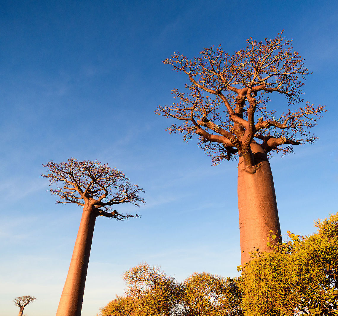 Avenue of the Baobabs at sunset - 2, Madagascar On our way to the Kirindy reserve, we passed through Allée des baobabs (Avenue of the Baobabs) just before sunset. <br />
<br />
This famous site has a few dozen Adansonia grandidieri trees. Adansonia grandidieri is the largest and most famous out of the six baobab species endemic to Madagascar. It is locally known as Reniala, which means "king of the woods". A fitting name as these giants grow up to 30m tall.<br />
<br />
Originally, they would tower above the dry forest, but unfortunately those have been cleared for agriculture. These ancient giants are what remain. Besides their weird upside down appearance and height, they are also known for their incredible lifespan. They are hard to date, numbers vary from 800 years to 1,000 or even 2,000. In any case, very old.<br />
<br />
As long as it takes for a baobab to mature, as quickly they come to their end. Once they fall apart, their inner tissue is revealed which consists of a very soft spongue-like fibre material. This material allows the baobab to survive for years without any rain, yet once exposed, will decompose in a matter of weeks. <br />
<br />
Finally, a little known fact is that this species flowers at night. At the very first night of the blooming season, the flowers open and release all their pollen at once. This pollen will then stick to bats, lemurs and moths licking the nectar from the flowers.<br />
<section class="video"><iframe width="448" height="282" src="https://www.youtube-nocookie.com/embed/nWasXjMsIwY?hd=1&autoplay=0&rel=0" frameborder="0" allowfullscreen></iframe></section><br />
<br />
<figure class="photo"><a href="https://www.jungledragon.com/image/82955/avenue_of_the_baobabs_at_sunset_-_1_madagascar.html" title="Avenue of the Baobabs at sunset - 1, Madagascar"><img src="https://s3.amazonaws.com/media.jungledragon.com/images/2/82955_thumb.jpg?AWSAccessKeyId=05GMT0V3GWVNE7GGM1R2&Expires=1759968010&Signature=uB0MLV8jQGvxaARJAmXTH34z9Sk%3D" width="200" height="134" alt="Avenue of the Baobabs at sunset - 1, Madagascar On our way to the Kirindy reserve, we passed through Allée des baobabs (Avenue of the Baobabs) just before sunset. <br />
<br />
This famous site has a few dozen Adansonia grandidieri trees. Adansonia grandidieri is the largest and most famous out of the six baobab species endemic to Madagascar. It is locally known as Reniala, which means "king of the woods". A fitting name as these giants grow up to 30m tall.<br />
<br />
Originally, they would tower above the dry forest, but unfortunately those have been cleared for agriculture. These ancient giants are what remain. Besides their weird upside down appearance and height, they are also known for their incredible lifespan. They are hard to date, numbers vary from 800 years to 1,000 or even 2,000. In any case, very old.<br />
<br />
As long as it takes for a baobab to mature, as quickly they come to their end. Once they fall apart, their inner tissue is revealed which consists of a very soft spongue-like fibre material. This material allows the baobab to survive for years without any rain, yet once exposed, will decompose in a matter of weeks. <br />
<br />
Finally, a little known fact is that this species flowers at night. At the very first night of the blooming season, the flowers open and release all their pollen at once. This pollen will then stick to bats, lemurs and moths licking the nectar from the flowers.<br />
https://www.youtube.com/watch?v=nWasXjMsIwY<br />
<br />
https://www.jungledragon.com/image/82956/avenue_of_the_baobabs_at_sunset_-_2_madagascar.html<br />
https://www.jungledragon.com/image/82957/avenue_of_the_baobabs_at_sunset_-_3_madagascar.html<br />
https://www.jungledragon.com/image/82958/avenue_of_the_baobabs_at_sunset_-_4_madagascar.html<br />
https://www.jungledragon.com/image/82959/avenue_of_the_baobabs_at_sunset_-_5_madagascar.html<br />
https://www.jungledragon.com/image/82960/avenue_of_the_baobabs_at_sunset_-_6_madagascar.html<br />
https://www.jungledragon.com/image/82961/avenue_of_the_baobabs_at_sunset_-_7_madagascar.html<br />
https://www.jungledragon.com/image/82962/avenue_of_the_baobabs_at_sunset_-_8_madagascar.html<br />
https://www.jungledragon.com/image/82963/avenue_of_the_baobabs_at_sunset_-_9_madagascar.html<br />
https://www.jungledragon.com/image/82964/avenue_of_the_baobabs_at_sunset_-_10_madagascar.html<br />
https://www.jungledragon.com/image/82965/avenue_of_the_baobabs_at_sunset_-_11_madagascar.html<br />
Adansonia grandidieri,Africa,Avenue of the Baobabs,Madagascar,Madagascar 2019,World" /></a></figure><br />
<figure class="photo"><a href="https://www.jungledragon.com/image/82957/avenue_of_the_baobabs_at_sunset_-_3_madagascar.html" title="Avenue of the Baobabs at sunset - 3, Madagascar"><img src="https://s3.amazonaws.com/media.jungledragon.com/images/2/82957_thumb.jpg?AWSAccessKeyId=05GMT0V3GWVNE7GGM1R2&Expires=1759968010&Signature=MBQ5Br1H1g%2Fnw7e%2B1M9oaAeVI6A%3D" width="200" height="154" alt="Avenue of the Baobabs at sunset - 3, Madagascar On our way to the Kirindy reserve, we passed through Allée des baobabs (Avenue of the Baobabs) just before sunset. <br />
<br />
This famous site has a few dozen Adansonia grandidieri trees. Adansonia grandidieri is the largest and most famous out of the six baobab species endemic to Madagascar. It is locally known as Reniala, which means "king of the woods". A fitting name as these giants grow up to 30m tall.<br />
<br />
Originally, they would tower above the dry forest, but unfortunately those have been cleared for agriculture. These ancient giants are what remain. Besides their weird upside down appearance and height, they are also known for their incredible lifespan. They are hard to date, numbers vary from 800 years to 1,000 or even 2,000. In any case, very old.<br />
<br />
As long as it takes for a baobab to mature, as quickly they come to their end. Once they fall apart, their inner tissue is revealed which consists of a very soft spongue-like fibre material. This material allows the baobab to survive for years without any rain, yet once exposed, will decompose in a matter of weeks. <br />
<br />
Finally, a little known fact is that this species flowers at night. At the very first night of the blooming season, the flowers open and release all their pollen at once. This pollen will then stick to bats, lemurs and moths licking the nectar from the flowers.<br />
https://www.youtube.com/watch?v=nWasXjMsIwY<br />
<br />
https://www.jungledragon.com/image/82955/avenue_of_the_baobabs_at_sunset_-_1_madagascar.html<br />
https://www.jungledragon.com/image/82956/avenue_of_the_baobabs_at_sunset_-_2_madagascar.html<br />
https://www.jungledragon.com/image/82958/avenue_of_the_baobabs_at_sunset_-_4_madagascar.html<br />
https://www.jungledragon.com/image/82959/avenue_of_the_baobabs_at_sunset_-_5_madagascar.html<br />
https://www.jungledragon.com/image/82960/avenue_of_the_baobabs_at_sunset_-_6_madagascar.html<br />
https://www.jungledragon.com/image/82961/avenue_of_the_baobabs_at_sunset_-_7_madagascar.html<br />
https://www.jungledragon.com/image/82962/avenue_of_the_baobabs_at_sunset_-_8_madagascar.html<br />
https://www.jungledragon.com/image/82963/avenue_of_the_baobabs_at_sunset_-_9_madagascar.html<br />
https://www.jungledragon.com/image/82964/avenue_of_the_baobabs_at_sunset_-_10_madagascar.html<br />
https://www.jungledragon.com/image/82965/avenue_of_the_baobabs_at_sunset_-_11_madagascar.html<br />
Adansonia grandidieri,Africa,Avenue of the Baobabs,Madagascar,Madagascar 2019,World" /></a></figure><br />
<figure class="photo"><a href="https://www.jungledragon.com/image/82958/avenue_of_the_baobabs_at_sunset_-_4_madagascar.html" title="Avenue of the Baobabs at sunset - 4, Madagascar"><img src="https://s3.amazonaws.com/media.jungledragon.com/images/2/82958_thumb.jpg?AWSAccessKeyId=05GMT0V3GWVNE7GGM1R2&Expires=1759968010&Signature=ZCQkr565l97gEv2wiTRIgxDGpjY%3D" width="200" height="134" alt="Avenue of the Baobabs at sunset - 4, Madagascar On our way to the Kirindy reserve, we passed through Allée des baobabs (Avenue of the Baobabs) just before sunset. <br />
<br />
This famous site has a few dozen Adansonia grandidieri trees. Adansonia grandidieri is the largest and most famous out of the six baobab species endemic to Madagascar. It is locally known as Reniala, which means "king of the woods". A fitting name as these giants grow up to 30m tall.<br />
<br />
Originally, they would tower above the dry forest, but unfortunately those have been cleared for agriculture. These ancient giants are what remain. Besides their weird upside down appearance and height, they are also known for their incredible lifespan. They are hard to date, numbers vary from 800 years to 1,000 or even 2,000. In any case, very old.<br />
<br />
As long as it takes for a baobab to mature, as quickly they come to their end. Once they fall apart, their inner tissue is revealed which consists of a very soft spongue-like fibre material. This material allows the baobab to survive for years without any rain, yet once exposed, will decompose in a matter of weeks. <br />
<br />
Finally, a little known fact is that this species flowers at night. At the very first night of the blooming season, the flowers open and release all their pollen at once. This pollen will then stick to bats, lemurs and moths licking the nectar from the flowers.<br />
https://www.youtube.com/watch?v=nWasXjMsIwY<br />
<br />
https://www.jungledragon.com/image/82955/avenue_of_the_baobabs_at_sunset_-_1_madagascar.html<br />
https://www.jungledragon.com/image/82956/avenue_of_the_baobabs_at_sunset_-_2_madagascar.html<br />
https://www.jungledragon.com/image/82957/avenue_of_the_baobabs_at_sunset_-_3_madagascar.html<br />
https://www.jungledragon.com/image/82959/avenue_of_the_baobabs_at_sunset_-_5_madagascar.html<br />
https://www.jungledragon.com/image/82960/avenue_of_the_baobabs_at_sunset_-_6_madagascar.html<br />
https://www.jungledragon.com/image/82961/avenue_of_the_baobabs_at_sunset_-_7_madagascar.html<br />
https://www.jungledragon.com/image/82962/avenue_of_the_baobabs_at_sunset_-_8_madagascar.html<br />
https://www.jungledragon.com/image/82963/avenue_of_the_baobabs_at_sunset_-_9_madagascar.html<br />
https://www.jungledragon.com/image/82964/avenue_of_the_baobabs_at_sunset_-_10_madagascar.html<br />
https://www.jungledragon.com/image/82965/avenue_of_the_baobabs_at_sunset_-_11_madagascar.html<br />
Adansonia grandidieri,Africa,Avenue of the Baobabs,Madagascar,Madagascar 2019,World" /></a></figure><br />
<figure class="photo"><a href="https://www.jungledragon.com/image/82959/avenue_of_the_baobabs_at_sunset_-_5_madagascar.html" title="Avenue of the Baobabs at sunset - 5, Madagascar"><img src="https://s3.amazonaws.com/media.jungledragon.com/images/2/82959_thumb.jpg?AWSAccessKeyId=05GMT0V3GWVNE7GGM1R2&Expires=1759968010&Signature=PT6v3fp4rDdrCjPuV7z3muFwa50%3D" width="200" height="138" alt="Avenue of the Baobabs at sunset - 5, Madagascar On our way to the Kirindy reserve, we passed through Allée des baobabs (Avenue of the Baobabs) just before sunset. <br />
<br />
This famous site has a few dozen Adansonia grandidieri trees. Adansonia grandidieri is the largest and most famous out of the six baobab species endemic to Madagascar. It is locally known as Reniala, which means "king of the woods". A fitting name as these giants grow up to 30m tall.<br />
<br />
Originally, they would tower above the dry forest, but unfortunately those have been cleared for agriculture. These ancient giants are what remain. Besides their weird upside down appearance and height, they are also known for their incredible lifespan. They are hard to date, numbers vary from 800 years to 1,000 or even 2,000. In any case, very old.<br />
<br />
As long as it takes for a baobab to mature, as quickly they come to their end. Once they fall apart, their inner tissue is revealed which consists of a very soft spongue-like fibre material. This material allows the baobab to survive for years without any rain, yet once exposed, will decompose in a matter of weeks. <br />
<br />
Finally, a little known fact is that this species flowers at night. At the very first night of the blooming season, the flowers open and release all their pollen at once. This pollen will then stick to bats, lemurs and moths licking the nectar from the flowers.<br />
https://www.youtube.com/watch?v=nWasXjMsIwY<br />
<br />
https://www.jungledragon.com/image/82955/avenue_of_the_baobabs_at_sunset_-_1_madagascar.html<br />
https://www.jungledragon.com/image/82956/avenue_of_the_baobabs_at_sunset_-_2_madagascar.html<br />
https://www.jungledragon.com/image/82957/avenue_of_the_baobabs_at_sunset_-_3_madagascar.html<br />
https://www.jungledragon.com/image/82958/avenue_of_the_baobabs_at_sunset_-_4_madagascar.html<br />
https://www.jungledragon.com/image/82960/avenue_of_the_baobabs_at_sunset_-_6_madagascar.html<br />
https://www.jungledragon.com/image/82961/avenue_of_the_baobabs_at_sunset_-_7_madagascar.html<br />
https://www.jungledragon.com/image/82962/avenue_of_the_baobabs_at_sunset_-_8_madagascar.html<br />
https://www.jungledragon.com/image/82963/avenue_of_the_baobabs_at_sunset_-_9_madagascar.html<br />
https://www.jungledragon.com/image/82964/avenue_of_the_baobabs_at_sunset_-_10_madagascar.html<br />
https://www.jungledragon.com/image/82965/avenue_of_the_baobabs_at_sunset_-_11_madagascar.html<br />
Adansonia grandidieri,Africa,Avenue of the Baobabs,Madagascar,Madagascar 2019,World" /></a></figure><br />
<figure class="photo"><a href="https://www.jungledragon.com/image/82960/avenue_of_the_baobabs_at_sunset_-_6_madagascar.html" title="Avenue of the Baobabs at sunset - 6, Madagascar"><img src="https://s3.amazonaws.com/media.jungledragon.com/images/2/82960_thumb.jpg?AWSAccessKeyId=05GMT0V3GWVNE7GGM1R2&Expires=1759968010&Signature=yD5Gt9JBOxslZfXIuqvwqdjOJO4%3D" width="200" height="96" alt="Avenue of the Baobabs at sunset - 6, Madagascar On our way to the Kirindy reserve, we passed through Allée des baobabs (Avenue of the Baobabs) just before sunset. <br />
<br />
This famous site has a few dozen Adansonia grandidieri trees. Adansonia grandidieri is the largest and most famous out of the six baobab species endemic to Madagascar. It is locally known as Reniala, which means "king of the woods". A fitting name as these giants grow up to 30m tall.<br />
<br />
Originally, they would tower above the dry forest, but unfortunately those have been cleared for agriculture. These ancient giants are what remain. Besides their weird upside down appearance and height, they are also known for their incredible lifespan. They are hard to date, numbers vary from 800 years to 1,000 or even 2,000. In any case, very old.<br />
<br />
As long as it takes for a baobab to mature, as quickly they come to their end. Once they fall apart, their inner tissue is revealed which consists of a very soft spongue-like fibre material. This material allows the baobab to survive for years without any rain, yet once exposed, will decompose in a matter of weeks. <br />
<br />
Finally, a little known fact is that this species flowers at night. At the very first night of the blooming season, the flowers open and release all their pollen at once. This pollen will then stick to bats, lemurs and moths licking the nectar from the flowers.<br />
https://www.youtube.com/watch?v=nWasXjMsIwY<br />
<br />
https://www.jungledragon.com/image/82955/avenue_of_the_baobabs_at_sunset_-_1_madagascar.html<br />
https://www.jungledragon.com/image/82956/avenue_of_the_baobabs_at_sunset_-_2_madagascar.html<br />
https://www.jungledragon.com/image/82957/avenue_of_the_baobabs_at_sunset_-_3_madagascar.html<br />
https://www.jungledragon.com/image/82958/avenue_of_the_baobabs_at_sunset_-_4_madagascar.html<br />
https://www.jungledragon.com/image/82959/avenue_of_the_baobabs_at_sunset_-_5_madagascar.html<br />
https://www.jungledragon.com/image/82961/avenue_of_the_baobabs_at_sunset_-_7_madagascar.html<br />
https://www.jungledragon.com/image/82962/avenue_of_the_baobabs_at_sunset_-_8_madagascar.html<br />
https://www.jungledragon.com/image/82963/avenue_of_the_baobabs_at_sunset_-_9_madagascar.html<br />
https://www.jungledragon.com/image/82964/avenue_of_the_baobabs_at_sunset_-_10_madagascar.html<br />
https://www.jungledragon.com/image/82965/avenue_of_the_baobabs_at_sunset_-_11_madagascar.html<br />
Adansonia grandidieri,Africa,Avenue of the Baobabs,Madagascar,Madagascar 2019,World" /></a></figure><br />
<figure class="photo"><a href="https://www.jungledragon.com/image/82961/avenue_of_the_baobabs_at_sunset_-_7_madagascar.html" title="Avenue of the Baobabs at sunset - 7, Madagascar"><img src="https://s3.amazonaws.com/media.jungledragon.com/images/2/82961_thumb.jpg?AWSAccessKeyId=05GMT0V3GWVNE7GGM1R2&Expires=1759968010&Signature=7tI3s9Tfj0N7Qs4miQ3JKNKtZIw%3D" width="140" height="152" alt="Avenue of the Baobabs at sunset - 7, Madagascar On our way to the Kirindy reserve, we passed through Allée des baobabs (Avenue of the Baobabs) just before sunset. <br />
<br />
This famous site has a few dozen Adansonia grandidieri trees. Adansonia grandidieri is the largest and most famous out of the six baobab species endemic to Madagascar. It is locally known as Reniala, which means "king of the woods". A fitting name as these giants grow up to 30m tall.<br />
<br />
Originally, they would tower above the dry forest, but unfortunately those have been cleared for agriculture. These ancient giants are what remain. Besides their weird upside down appearance and height, they are also known for their incredible lifespan. They are hard to date, numbers vary from 800 years to 1,000 or even 2,000. In any case, very old.<br />
<br />
As long as it takes for a baobab to mature, as quickly they come to their end. Once they fall apart, their inner tissue is revealed which consists of a very soft spongue-like fibre material. This material allows the baobab to survive for years without any rain, yet once exposed, will decompose in a matter of weeks. <br />
<br />
Finally, a little known fact is that this species flowers at night. At the very first night of the blooming season, the flowers open and release all their pollen at once. This pollen will then stick to bats, lemurs and moths licking the nectar from the flowers.<br />
https://www.youtube.com/watch?v=nWasXjMsIwY<br />
<br />
https://www.jungledragon.com/image/82955/avenue_of_the_baobabs_at_sunset_-_1_madagascar.html<br />
https://www.jungledragon.com/image/82956/avenue_of_the_baobabs_at_sunset_-_2_madagascar.html<br />
https://www.jungledragon.com/image/82957/avenue_of_the_baobabs_at_sunset_-_3_madagascar.html<br />
https://www.jungledragon.com/image/82958/avenue_of_the_baobabs_at_sunset_-_4_madagascar.html<br />
https://www.jungledragon.com/image/82959/avenue_of_the_baobabs_at_sunset_-_5_madagascar.html<br />
https://www.jungledragon.com/image/82960/avenue_of_the_baobabs_at_sunset_-_6_madagascar.html<br />
https://www.jungledragon.com/image/82962/avenue_of_the_baobabs_at_sunset_-_8_madagascar.html<br />
https://www.jungledragon.com/image/82963/avenue_of_the_baobabs_at_sunset_-_9_madagascar.html<br />
https://www.jungledragon.com/image/82964/avenue_of_the_baobabs_at_sunset_-_10_madagascar.html<br />
https://www.jungledragon.com/image/82965/avenue_of_the_baobabs_at_sunset_-_11_madagascar.html<br />
Adansonia grandidieri,Africa,Avenue of the Baobabs,Madagascar,Madagascar 2019,World" /></a></figure><br />
<figure class="photo"><a href="https://www.jungledragon.com/image/82962/avenue_of_the_baobabs_at_sunset_-_8_madagascar.html" title="Avenue of the Baobabs at sunset - 8, Madagascar"><img src="https://s3.amazonaws.com/media.jungledragon.com/images/2/82962_thumb.jpg?AWSAccessKeyId=05GMT0V3GWVNE7GGM1R2&Expires=1759968010&Signature=XZrAz32rzvx1ENHypdSmt3KY4Kw%3D" width="200" height="134" alt="Avenue of the Baobabs at sunset - 8, Madagascar On our way to the Kirindy reserve, we passed through Allée des baobabs (Avenue of the Baobabs) just before sunset. <br />
<br />
This famous site has a few dozen Adansonia grandidieri trees. Adansonia grandidieri is the largest and most famous out of the six baobab species endemic to Madagascar. It is locally known as Reniala, which means "king of the woods". A fitting name as these giants grow up to 30m tall.<br />
<br />
Originally, they would tower above the dry forest, but unfortunately those have been cleared for agriculture. These ancient giants are what remain. Besides their weird upside down appearance and height, they are also known for their incredible lifespan. They are hard to date, numbers vary from 800 years to 1,000 or even 2,000. In any case, very old.<br />
<br />
As long as it takes for a baobab to mature, as quickly they come to their end. Once they fall apart, their inner tissue is revealed which consists of a very soft spongue-like fibre material. This material allows the baobab to survive for years without any rain, yet once exposed, will decompose in a matter of weeks. <br />
<br />
Finally, a little known fact is that this species flowers at night. At the very first night of the blooming season, the flowers open and release all their pollen at once. This pollen will then stick to bats, lemurs and moths licking the nectar from the flowers.<br />
https://www.youtube.com/watch?v=nWasXjMsIwY<br />
<br />
https://www.jungledragon.com/image/82955/avenue_of_the_baobabs_at_sunset_-_1_madagascar.html<br />
https://www.jungledragon.com/image/82956/avenue_of_the_baobabs_at_sunset_-_2_madagascar.html<br />
https://www.jungledragon.com/image/82957/avenue_of_the_baobabs_at_sunset_-_3_madagascar.html<br />
https://www.jungledragon.com/image/82958/avenue_of_the_baobabs_at_sunset_-_4_madagascar.html<br />
https://www.jungledragon.com/image/82959/avenue_of_the_baobabs_at_sunset_-_5_madagascar.html<br />
https://www.jungledragon.com/image/82960/avenue_of_the_baobabs_at_sunset_-_6_madagascar.html<br />
https://www.jungledragon.com/image/82961/avenue_of_the_baobabs_at_sunset_-_7_madagascar.html<br />
https://www.jungledragon.com/image/82963/avenue_of_the_baobabs_at_sunset_-_9_madagascar.html<br />
https://www.jungledragon.com/image/82964/avenue_of_the_baobabs_at_sunset_-_10_madagascar.html<br />
https://www.jungledragon.com/image/82965/avenue_of_the_baobabs_at_sunset_-_11_madagascar.html<br />
Adansonia grandidieri,Africa,Avenue of the Baobabs,Madagascar,Madagascar 2019,World" /></a></figure><br />
<figure class="photo"><a href="https://www.jungledragon.com/image/82963/avenue_of_the_baobabs_at_sunset_-_9_madagascar.html" title="Avenue of the Baobabs at sunset - 9, Madagascar"><img src="https://s3.amazonaws.com/media.jungledragon.com/images/2/82963_thumb.jpg?AWSAccessKeyId=05GMT0V3GWVNE7GGM1R2&Expires=1759968010&Signature=AsVj8mXedTuuP4GrXqAhiOLxHzU%3D" width="200" height="164" alt="Avenue of the Baobabs at sunset - 9, Madagascar On our way to the Kirindy reserve, we passed through Allée des baobabs (Avenue of the Baobabs) just before sunset. <br />
<br />
This famous site has a few dozen Adansonia grandidieri trees. Adansonia grandidieri is the largest and most famous out of the six baobab species endemic to Madagascar. It is locally known as Reniala, which means "king of the woods". A fitting name as these giants grow up to 30m tall.<br />
<br />
Originally, they would tower above the dry forest, but unfortunately those have been cleared for agriculture. These ancient giants are what remain. Besides their weird upside down appearance and height, they are also known for their incredible lifespan. They are hard to date, numbers vary from 800 years to 1,000 or even 2,000. In any case, very old.<br />
<br />
As long as it takes for a baobab to mature, as quickly they come to their end. Once they fall apart, their inner tissue is revealed which consists of a very soft spongue-like fibre material. This material allows the baobab to survive for years without any rain, yet once exposed, will decompose in a matter of weeks. <br />
<br />
Finally, a little known fact is that this species flowers at night. At the very first night of the blooming season, the flowers open and release all their pollen at once. This pollen will then stick to bats, lemurs and moths licking the nectar from the flowers.<br />
https://www.youtube.com/watch?v=nWasXjMsIwY<br />
<br />
https://www.jungledragon.com/image/82955/avenue_of_the_baobabs_at_sunset_-_1_madagascar.html<br />
https://www.jungledragon.com/image/82956/avenue_of_the_baobabs_at_sunset_-_2_madagascar.html<br />
https://www.jungledragon.com/image/82957/avenue_of_the_baobabs_at_sunset_-_3_madagascar.html<br />
https://www.jungledragon.com/image/82958/avenue_of_the_baobabs_at_sunset_-_4_madagascar.html<br />
https://www.jungledragon.com/image/82959/avenue_of_the_baobabs_at_sunset_-_5_madagascar.html<br />
https://www.jungledragon.com/image/82960/avenue_of_the_baobabs_at_sunset_-_6_madagascar.html<br />
https://www.jungledragon.com/image/82961/avenue_of_the_baobabs_at_sunset_-_7_madagascar.html<br />
https://www.jungledragon.com/image/82962/avenue_of_the_baobabs_at_sunset_-_8_madagascar.html<br />
https://www.jungledragon.com/image/82964/avenue_of_the_baobabs_at_sunset_-_10_madagascar.html<br />
https://www.jungledragon.com/image/82965/avenue_of_the_baobabs_at_sunset_-_11_madagascar.html<br />
Adansonia grandidieri,Africa,Avenue of the Baobabs,Madagascar,Madagascar 2019,World" /></a></figure><br />
<figure class="photo"><a href="https://www.jungledragon.com/image/82964/avenue_of_the_baobabs_at_sunset_-_10_madagascar.html" title="Avenue of the Baobabs at sunset - 10, Madagascar"><img src="https://s3.amazonaws.com/media.jungledragon.com/images/2/82964_thumb.jpg?AWSAccessKeyId=05GMT0V3GWVNE7GGM1R2&Expires=1759968010&Signature=vOc9qBr8JVJMyXXF0T0dqRFex1k%3D" width="200" height="164" alt="Avenue of the Baobabs at sunset - 10, Madagascar On our way to the Kirindy reserve, we passed through Allée des baobabs (Avenue of the Baobabs) just before sunset. <br />
<br />
This famous site has a few dozen Adansonia grandidieri trees. Adansonia grandidieri is the largest and most famous out of the six baobab species endemic to Madagascar. It is locally known as Reniala, which means "king of the woods". A fitting name as these giants grow up to 30m tall.<br />
<br />
Originally, they would tower above the dry forest, but unfortunately those have been cleared for agriculture. These ancient giants are what remain. Besides their weird upside down appearance and height, they are also known for their incredible lifespan. They are hard to date, numbers vary from 800 years to 1,000 or even 2,000. In any case, very old.<br />
<br />
As long as it takes for a baobab to mature, as quickly they come to their end. Once they fall apart, their inner tissue is revealed which consists of a very soft spongue-like fibre material. This material allows the baobab to survive for years without any rain, yet once exposed, will decompose in a matter of weeks. <br />
<br />
Finally, a little known fact is that this species flowers at night. At the very first night of the blooming season, the flowers open and release all their pollen at once. This pollen will then stick to bats, lemurs and moths licking the nectar from the flowers.<br />
https://www.youtube.com/watch?v=nWasXjMsIwY<br />
<br />
https://www.jungledragon.com/image/82955/avenue_of_the_baobabs_at_sunset_-_1_madagascar.html<br />
https://www.jungledragon.com/image/82956/avenue_of_the_baobabs_at_sunset_-_2_madagascar.html<br />
https://www.jungledragon.com/image/82957/avenue_of_the_baobabs_at_sunset_-_3_madagascar.html<br />
https://www.jungledragon.com/image/82958/avenue_of_the_baobabs_at_sunset_-_4_madagascar.html<br />
https://www.jungledragon.com/image/82959/avenue_of_the_baobabs_at_sunset_-_5_madagascar.html<br />
https://www.jungledragon.com/image/82960/avenue_of_the_baobabs_at_sunset_-_6_madagascar.html<br />
https://www.jungledragon.com/image/82961/avenue_of_the_baobabs_at_sunset_-_7_madagascar.html<br />
https://www.jungledragon.com/image/82962/avenue_of_the_baobabs_at_sunset_-_8_madagascar.html<br />
https://www.jungledragon.com/image/82963/avenue_of_the_baobabs_at_sunset_-_9_madagascar.html<br />
https://www.jungledragon.com/image/82965/avenue_of_the_baobabs_at_sunset_-_11_madagascar.html<br />
Adansonia grandidieri,Africa,Avenue of the Baobabs,Madagascar,Madagascar 2019,World" /></a></figure><br />
<figure class="photo"><a href="https://www.jungledragon.com/image/82965/avenue_of_the_baobabs_at_sunset_-_11_madagascar.html" title="Avenue of the Baobabs at sunset - 11, Madagascar"><img src="https://s3.amazonaws.com/media.jungledragon.com/images/2/82965_thumb.jpg?AWSAccessKeyId=05GMT0V3GWVNE7GGM1R2&Expires=1759968010&Signature=LFFU%2B4hAxuaUMDhX7fhpG1yPVYE%3D" width="106" height="152" alt="Avenue of the Baobabs at sunset - 11, Madagascar On our way to the Kirindy reserve, we passed through Allée des baobabs (Avenue of the Baobabs) just before sunset. <br />
<br />
This famous site has a few dozen Adansonia grandidieri trees. Adansonia grandidieri is the largest and most famous out of the six baobab species endemic to Madagascar. It is locally known as Reniala, which means "king of the woods". A fitting name as these giants grow up to 30m tall.<br />
<br />
Originally, they would tower above the dry forest, but unfortunately those have been cleared for agriculture. These ancient giants are what remain. Besides their weird upside down appearance and height, they are also known for their incredible lifespan. They are hard to date, numbers vary from 800 years to 1,000 or even 2,000. In any case, very old.<br />
<br />
As long as it takes for a baobab to mature, as quickly they come to their end. Once they fall apart, their inner tissue is revealed which consists of a very soft spongue-like fibre material. This material allows the baobab to survive for years without any rain, yet once exposed, will decompose in a matter of weeks. <br />
<br />
Finally, a little known fact is that this species flowers at night. At the very first night of the blooming season, the flowers open and release all their pollen at once. This pollen will then stick to bats, lemurs and moths licking the nectar from the flowers.<br />
https://www.youtube.com/watch?v=nWasXjMsIwY<br />
<br />
https://www.jungledragon.com/image/82955/avenue_of_the_baobabs_at_sunset_-_1_madagascar.html<br />
https://www.jungledragon.com/image/82956/avenue_of_the_baobabs_at_sunset_-_2_madagascar.html<br />
https://www.jungledragon.com/image/82957/avenue_of_the_baobabs_at_sunset_-_3_madagascar.html<br />
https://www.jungledragon.com/image/82958/avenue_of_the_baobabs_at_sunset_-_4_madagascar.html<br />
https://www.jungledragon.com/image/82959/avenue_of_the_baobabs_at_sunset_-_5_madagascar.html<br />
https://www.jungledragon.com/image/82960/avenue_of_the_baobabs_at_sunset_-_6_madagascar.html<br />
https://www.jungledragon.com/image/82961/avenue_of_the_baobabs_at_sunset_-_7_madagascar.html<br />
https://www.jungledragon.com/image/82962/avenue_of_the_baobabs_at_sunset_-_8_madagascar.html<br />
https://www.jungledragon.com/image/82963/avenue_of_the_baobabs_at_sunset_-_9_madagascar.html<br />
https://www.jungledragon.com/image/82964/avenue_of_the_baobabs_at_sunset_-_10_madagascar.html<br />
Adansonia grandidieri,Africa,Avenue of the Baobabs,Madagascar,Madagascar 2019,World" /></a></figure><br />
Adansonia grandidieri,Africa,Avenue of the Baobabs,Madagascar,Madagascar 2019,World