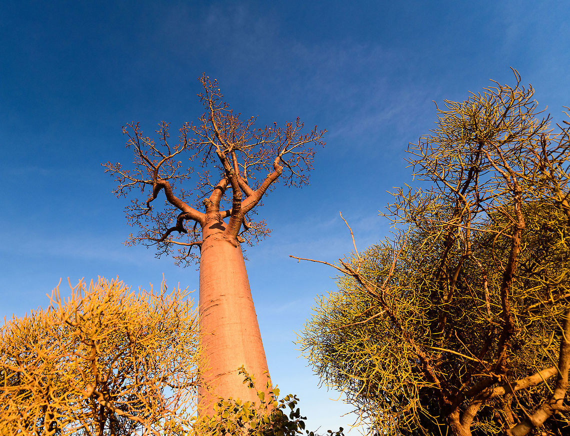 Avenue of the Baobabs at sunset - 3, Madagascar On our way to the Kirindy reserve, we passed through All&eacute;e des baobabs (Avenue of the Baobabs) just before sunset. <br />
<br />
This famous site has a few dozen Adansonia grandidieri trees. Adansonia grandidieri is the largest and most famous out of the six baobab species endemic to Madagascar. It is locally known as Reniala, which means &quot;king of the woods&quot;. A fitting name as these giants grow up to 30m tall.<br />
<br />
Originally, they would tower above the dry forest, but unfortunately those have been cleared for agriculture. These ancient giants are what remain. Besides their weird upside down appearance and height, they are also known for their incredible lifespan. They are hard to date, numbers vary from 800 years to 1,000 or even 2,000. In any case, very old.<br />
<br />
As long as it takes for a baobab to mature, as quickly they come to their end. Once they fall apart, their inner tissue is revealed which consists of a very soft spongue-like fibre material. This material allows the baobab to survive for years without any rain, yet once exposed, will decompose in a matter of weeks. <br />
<br />
Finally, a little known fact is that this species flowers at night. At the very first night of the blooming season, the flowers open and release all their pollen at once. This pollen will then stick to bats, lemurs and moths licking the nectar from the flowers.<br />
<section class="video"><iframe width="448" height="282" src="https://www.youtube-nocookie.com/embed/nWasXjMsIwY?hd=1&autoplay=0&rel=0" frameborder="0" allowfullscreen></iframe></section><br />
<br />
<figure class="photo"><a href="https://www.jungledragon.com/image/82955/avenue_of_the_baobabs_at_sunset_-_1_madagascar.html" title="Avenue of the Baobabs at sunset - 1, Madagascar"><img src="https://s3.amazonaws.com/media.jungledragon.com/images/2/82955_thumb.jpg?AWSAccessKeyId=05GMT0V3GWVNE7GGM1R2&Expires=1767225610&Signature=sPBBOBLpQFKSUPKg%2FqpEiXPp09A%3D" width="200" height="134" alt="Avenue of the Baobabs at sunset - 1, Madagascar On our way to the Kirindy reserve, we passed through All&eacute;e des baobabs (Avenue of the Baobabs) just before sunset. <br />
<br />
This famous site has a few dozen Adansonia grandidieri trees. Adansonia grandidieri is the largest and most famous out of the six baobab species endemic to Madagascar. It is locally known as Reniala, which means &quot;king of the woods&quot;. A fitting name as these giants grow up to 30m tall.<br />
<br />
Originally, they would tower above the dry forest, but unfortunately those have been cleared for agriculture. These ancient giants are what remain. Besides their weird upside down appearance and height, they are also known for their incredible lifespan. They are hard to date, numbers vary from 800 years to 1,000 or even 2,000. In any case, very old.<br />
<br />
As long as it takes for a baobab to mature, as quickly they come to their end. Once they fall apart, their inner tissue is revealed which consists of a very soft spongue-like fibre material. This material allows the baobab to survive for years without any rain, yet once exposed, will decompose in a matter of weeks. <br />
<br />
Finally, a little known fact is that this species flowers at night. At the very first night of the blooming season, the flowers open and release all their pollen at once. This pollen will then stick to bats, lemurs and moths licking the nectar from the flowers.<br />
https://www.youtube.com/watch?v=nWasXjMsIwY<br />
<br />
https://www.jungledragon.com/image/82956/avenue_of_the_baobabs_at_sunset_-_2_madagascar.html<br />
https://www.jungledragon.com/image/82957/avenue_of_the_baobabs_at_sunset_-_3_madagascar.html<br />
https://www.jungledragon.com/image/82958/avenue_of_the_baobabs_at_sunset_-_4_madagascar.html<br />
https://www.jungledragon.com/image/82959/avenue_of_the_baobabs_at_sunset_-_5_madagascar.html<br />
https://www.jungledragon.com/image/82960/avenue_of_the_baobabs_at_sunset_-_6_madagascar.html<br />
https://www.jungledragon.com/image/82961/avenue_of_the_baobabs_at_sunset_-_7_madagascar.html<br />
https://www.jungledragon.com/image/82962/avenue_of_the_baobabs_at_sunset_-_8_madagascar.html<br />
https://www.jungledragon.com/image/82963/avenue_of_the_baobabs_at_sunset_-_9_madagascar.html<br />
https://www.jungledragon.com/image/82964/avenue_of_the_baobabs_at_sunset_-_10_madagascar.html<br />
https://www.jungledragon.com/image/82965/avenue_of_the_baobabs_at_sunset_-_11_madagascar.html<br />
 Adansonia grandidieri,Africa,Avenue of the Baobabs,Madagascar,Madagascar 2019,World" /></a></figure><br />
<figure class="photo"><a href="https://www.jungledragon.com/image/82956/avenue_of_the_baobabs_at_sunset_-_2_madagascar.html" title="Avenue of the Baobabs at sunset - 2, Madagascar"><img src="https://s3.amazonaws.com/media.jungledragon.com/images/2/82956_thumb.jpg?AWSAccessKeyId=05GMT0V3GWVNE7GGM1R2&Expires=1767225610&Signature=c8VlkOvDdjlJL5UUqzNbgWmLB6g%3D" width="200" height="188" alt="Avenue of the Baobabs at sunset - 2, Madagascar On our way to the Kirindy reserve, we passed through All&eacute;e des baobabs (Avenue of the Baobabs) just before sunset. <br />
<br />
This famous site has a few dozen Adansonia grandidieri trees. Adansonia grandidieri is the largest and most famous out of the six baobab species endemic to Madagascar. It is locally known as Reniala, which means &quot;king of the woods&quot;. A fitting name as these giants grow up to 30m tall.<br />
<br />
Originally, they would tower above the dry forest, but unfortunately those have been cleared for agriculture. These ancient giants are what remain. Besides their weird upside down appearance and height, they are also known for their incredible lifespan. They are hard to date, numbers vary from 800 years to 1,000 or even 2,000. In any case, very old.<br />
<br />
As long as it takes for a baobab to mature, as quickly they come to their end. Once they fall apart, their inner tissue is revealed which consists of a very soft spongue-like fibre material. This material allows the baobab to survive for years without any rain, yet once exposed, will decompose in a matter of weeks. <br />
<br />
Finally, a little known fact is that this species flowers at night. At the very first night of the blooming season, the flowers open and release all their pollen at once. This pollen will then stick to bats, lemurs and moths licking the nectar from the flowers.<br />
https://www.youtube.com/watch?v=nWasXjMsIwY<br />
<br />
https://www.jungledragon.com/image/82955/avenue_of_the_baobabs_at_sunset_-_1_madagascar.html<br />
https://www.jungledragon.com/image/82957/avenue_of_the_baobabs_at_sunset_-_3_madagascar.html<br />
https://www.jungledragon.com/image/82958/avenue_of_the_baobabs_at_sunset_-_4_madagascar.html<br />
https://www.jungledragon.com/image/82959/avenue_of_the_baobabs_at_sunset_-_5_madagascar.html<br />
https://www.jungledragon.com/image/82960/avenue_of_the_baobabs_at_sunset_-_6_madagascar.html<br />
https://www.jungledragon.com/image/82961/avenue_of_the_baobabs_at_sunset_-_7_madagascar.html<br />
https://www.jungledragon.com/image/82962/avenue_of_the_baobabs_at_sunset_-_8_madagascar.html<br />
https://www.jungledragon.com/image/82963/avenue_of_the_baobabs_at_sunset_-_9_madagascar.html<br />
https://www.jungledragon.com/image/82964/avenue_of_the_baobabs_at_sunset_-_10_madagascar.html<br />
https://www.jungledragon.com/image/82965/avenue_of_the_baobabs_at_sunset_-_11_madagascar.html<br />
 Adansonia grandidieri,Africa,Avenue of the Baobabs,Madagascar,Madagascar 2019,World" /></a></figure><br />
<figure class="photo"><a href="https://www.jungledragon.com/image/82958/avenue_of_the_baobabs_at_sunset_-_4_madagascar.html" title="Avenue of the Baobabs at sunset - 4, Madagascar"><img src="https://s3.amazonaws.com/media.jungledragon.com/images/2/82958_thumb.jpg?AWSAccessKeyId=05GMT0V3GWVNE7GGM1R2&Expires=1767225610&Signature=Io9X0cG5NjTWW%2Fn81r4ozBk1bGo%3D" width="200" height="134" alt="Avenue of the Baobabs at sunset - 4, Madagascar On our way to the Kirindy reserve, we passed through All&eacute;e des baobabs (Avenue of the Baobabs) just before sunset. <br />
<br />
This famous site has a few dozen Adansonia grandidieri trees. Adansonia grandidieri is the largest and most famous out of the six baobab species endemic to Madagascar. It is locally known as Reniala, which means &quot;king of the woods&quot;. A fitting name as these giants grow up to 30m tall.<br />
<br />
Originally, they would tower above the dry forest, but unfortunately those have been cleared for agriculture. These ancient giants are what remain. Besides their weird upside down appearance and height, they are also known for their incredible lifespan. They are hard to date, numbers vary from 800 years to 1,000 or even 2,000. In any case, very old.<br />
<br />
As long as it takes for a baobab to mature, as quickly they come to their end. Once they fall apart, their inner tissue is revealed which consists of a very soft spongue-like fibre material. This material allows the baobab to survive for years without any rain, yet once exposed, will decompose in a matter of weeks. <br />
<br />
Finally, a little known fact is that this species flowers at night. At the very first night of the blooming season, the flowers open and release all their pollen at once. This pollen will then stick to bats, lemurs and moths licking the nectar from the flowers.<br />
https://www.youtube.com/watch?v=nWasXjMsIwY<br />
<br />
https://www.jungledragon.com/image/82955/avenue_of_the_baobabs_at_sunset_-_1_madagascar.html<br />
https://www.jungledragon.com/image/82956/avenue_of_the_baobabs_at_sunset_-_2_madagascar.html<br />
https://www.jungledragon.com/image/82957/avenue_of_the_baobabs_at_sunset_-_3_madagascar.html<br />
https://www.jungledragon.com/image/82959/avenue_of_the_baobabs_at_sunset_-_5_madagascar.html<br />
https://www.jungledragon.com/image/82960/avenue_of_the_baobabs_at_sunset_-_6_madagascar.html<br />
https://www.jungledragon.com/image/82961/avenue_of_the_baobabs_at_sunset_-_7_madagascar.html<br />
https://www.jungledragon.com/image/82962/avenue_of_the_baobabs_at_sunset_-_8_madagascar.html<br />
https://www.jungledragon.com/image/82963/avenue_of_the_baobabs_at_sunset_-_9_madagascar.html<br />
https://www.jungledragon.com/image/82964/avenue_of_the_baobabs_at_sunset_-_10_madagascar.html<br />
https://www.jungledragon.com/image/82965/avenue_of_the_baobabs_at_sunset_-_11_madagascar.html<br />
 Adansonia grandidieri,Africa,Avenue of the Baobabs,Madagascar,Madagascar 2019,World" /></a></figure><br />
<figure class="photo"><a href="https://www.jungledragon.com/image/82959/avenue_of_the_baobabs_at_sunset_-_5_madagascar.html" title="Avenue of the Baobabs at sunset - 5, Madagascar"><img src="https://s3.amazonaws.com/media.jungledragon.com/images/2/82959_thumb.jpg?AWSAccessKeyId=05GMT0V3GWVNE7GGM1R2&Expires=1767225610&Signature=8aFDnPpEZZGxHCUtfp9k%2BrsVQmk%3D" width="200" height="138" alt="Avenue of the Baobabs at sunset - 5, Madagascar On our way to the Kirindy reserve, we passed through All&eacute;e des baobabs (Avenue of the Baobabs) just before sunset. <br />
<br />
This famous site has a few dozen Adansonia grandidieri trees. Adansonia grandidieri is the largest and most famous out of the six baobab species endemic to Madagascar. It is locally known as Reniala, which means &quot;king of the woods&quot;. A fitting name as these giants grow up to 30m tall.<br />
<br />
Originally, they would tower above the dry forest, but unfortunately those have been cleared for agriculture. These ancient giants are what remain. Besides their weird upside down appearance and height, they are also known for their incredible lifespan. They are hard to date, numbers vary from 800 years to 1,000 or even 2,000. In any case, very old.<br />
<br />
As long as it takes for a baobab to mature, as quickly they come to their end. Once they fall apart, their inner tissue is revealed which consists of a very soft spongue-like fibre material. This material allows the baobab to survive for years without any rain, yet once exposed, will decompose in a matter of weeks. <br />
<br />
Finally, a little known fact is that this species flowers at night. At the very first night of the blooming season, the flowers open and release all their pollen at once. This pollen will then stick to bats, lemurs and moths licking the nectar from the flowers.<br />
https://www.youtube.com/watch?v=nWasXjMsIwY<br />
<br />
https://www.jungledragon.com/image/82955/avenue_of_the_baobabs_at_sunset_-_1_madagascar.html<br />
https://www.jungledragon.com/image/82956/avenue_of_the_baobabs_at_sunset_-_2_madagascar.html<br />
https://www.jungledragon.com/image/82957/avenue_of_the_baobabs_at_sunset_-_3_madagascar.html<br />
https://www.jungledragon.com/image/82958/avenue_of_the_baobabs_at_sunset_-_4_madagascar.html<br />
https://www.jungledragon.com/image/82960/avenue_of_the_baobabs_at_sunset_-_6_madagascar.html<br />
https://www.jungledragon.com/image/82961/avenue_of_the_baobabs_at_sunset_-_7_madagascar.html<br />
https://www.jungledragon.com/image/82962/avenue_of_the_baobabs_at_sunset_-_8_madagascar.html<br />
https://www.jungledragon.com/image/82963/avenue_of_the_baobabs_at_sunset_-_9_madagascar.html<br />
https://www.jungledragon.com/image/82964/avenue_of_the_baobabs_at_sunset_-_10_madagascar.html<br />
https://www.jungledragon.com/image/82965/avenue_of_the_baobabs_at_sunset_-_11_madagascar.html<br />
 Adansonia grandidieri,Africa,Avenue of the Baobabs,Madagascar,Madagascar 2019,World" /></a></figure><br />
<figure class="photo"><a href="https://www.jungledragon.com/image/82960/avenue_of_the_baobabs_at_sunset_-_6_madagascar.html" title="Avenue of the Baobabs at sunset - 6, Madagascar"><img src="https://s3.amazonaws.com/media.jungledragon.com/images/2/82960_thumb.jpg?AWSAccessKeyId=05GMT0V3GWVNE7GGM1R2&Expires=1767225610&Signature=RLvdFmp2BcRh1OpkksSenhnY50s%3D" width="200" height="96" alt="Avenue of the Baobabs at sunset - 6, Madagascar On our way to the Kirindy reserve, we passed through All&eacute;e des baobabs (Avenue of the Baobabs) just before sunset. <br />
<br />
This famous site has a few dozen Adansonia grandidieri trees. Adansonia grandidieri is the largest and most famous out of the six baobab species endemic to Madagascar. It is locally known as Reniala, which means &quot;king of the woods&quot;. A fitting name as these giants grow up to 30m tall.<br />
<br />
Originally, they would tower above the dry forest, but unfortunately those have been cleared for agriculture. These ancient giants are what remain. Besides their weird upside down appearance and height, they are also known for their incredible lifespan. They are hard to date, numbers vary from 800 years to 1,000 or even 2,000. In any case, very old.<br />
<br />
As long as it takes for a baobab to mature, as quickly they come to their end. Once they fall apart, their inner tissue is revealed which consists of a very soft spongue-like fibre material. This material allows the baobab to survive for years without any rain, yet once exposed, will decompose in a matter of weeks. <br />
<br />
Finally, a little known fact is that this species flowers at night. At the very first night of the blooming season, the flowers open and release all their pollen at once. This pollen will then stick to bats, lemurs and moths licking the nectar from the flowers.<br />
https://www.youtube.com/watch?v=nWasXjMsIwY<br />
<br />
https://www.jungledragon.com/image/82955/avenue_of_the_baobabs_at_sunset_-_1_madagascar.html<br />
https://www.jungledragon.com/image/82956/avenue_of_the_baobabs_at_sunset_-_2_madagascar.html<br />
https://www.jungledragon.com/image/82957/avenue_of_the_baobabs_at_sunset_-_3_madagascar.html<br />
https://www.jungledragon.com/image/82958/avenue_of_the_baobabs_at_sunset_-_4_madagascar.html<br />
https://www.jungledragon.com/image/82959/avenue_of_the_baobabs_at_sunset_-_5_madagascar.html<br />
https://www.jungledragon.com/image/82961/avenue_of_the_baobabs_at_sunset_-_7_madagascar.html<br />
https://www.jungledragon.com/image/82962/avenue_of_the_baobabs_at_sunset_-_8_madagascar.html<br />
https://www.jungledragon.com/image/82963/avenue_of_the_baobabs_at_sunset_-_9_madagascar.html<br />
https://www.jungledragon.com/image/82964/avenue_of_the_baobabs_at_sunset_-_10_madagascar.html<br />
https://www.jungledragon.com/image/82965/avenue_of_the_baobabs_at_sunset_-_11_madagascar.html<br />
 Adansonia grandidieri,Africa,Avenue of the Baobabs,Madagascar,Madagascar 2019,World" /></a></figure><br />
<figure class="photo"><a href="https://www.jungledragon.com/image/82961/avenue_of_the_baobabs_at_sunset_-_7_madagascar.html" title="Avenue of the Baobabs at sunset - 7, Madagascar"><img src="https://s3.amazonaws.com/media.jungledragon.com/images/2/82961_thumb.jpg?AWSAccessKeyId=05GMT0V3GWVNE7GGM1R2&Expires=1767225610&Signature=kW2YTN1Ur7qNgmLpwBG3q5s8vyI%3D" width="140" height="152" alt="Avenue of the Baobabs at sunset - 7, Madagascar On our way to the Kirindy reserve, we passed through All&eacute;e des baobabs (Avenue of the Baobabs) just before sunset. <br />
<br />
This famous site has a few dozen Adansonia grandidieri trees. Adansonia grandidieri is the largest and most famous out of the six baobab species endemic to Madagascar. It is locally known as Reniala, which means &quot;king of the woods&quot;. A fitting name as these giants grow up to 30m tall.<br />
<br />
Originally, they would tower above the dry forest, but unfortunately those have been cleared for agriculture. These ancient giants are what remain. Besides their weird upside down appearance and height, they are also known for their incredible lifespan. They are hard to date, numbers vary from 800 years to 1,000 or even 2,000. In any case, very old.<br />
<br />
As long as it takes for a baobab to mature, as quickly they come to their end. Once they fall apart, their inner tissue is revealed which consists of a very soft spongue-like fibre material. This material allows the baobab to survive for years without any rain, yet once exposed, will decompose in a matter of weeks. <br />
<br />
Finally, a little known fact is that this species flowers at night. At the very first night of the blooming season, the flowers open and release all their pollen at once. This pollen will then stick to bats, lemurs and moths licking the nectar from the flowers.<br />
https://www.youtube.com/watch?v=nWasXjMsIwY<br />
<br />
https://www.jungledragon.com/image/82955/avenue_of_the_baobabs_at_sunset_-_1_madagascar.html<br />
https://www.jungledragon.com/image/82956/avenue_of_the_baobabs_at_sunset_-_2_madagascar.html<br />
https://www.jungledragon.com/image/82957/avenue_of_the_baobabs_at_sunset_-_3_madagascar.html<br />
https://www.jungledragon.com/image/82958/avenue_of_the_baobabs_at_sunset_-_4_madagascar.html<br />
https://www.jungledragon.com/image/82959/avenue_of_the_baobabs_at_sunset_-_5_madagascar.html<br />
https://www.jungledragon.com/image/82960/avenue_of_the_baobabs_at_sunset_-_6_madagascar.html<br />
https://www.jungledragon.com/image/82962/avenue_of_the_baobabs_at_sunset_-_8_madagascar.html<br />
https://www.jungledragon.com/image/82963/avenue_of_the_baobabs_at_sunset_-_9_madagascar.html<br />
https://www.jungledragon.com/image/82964/avenue_of_the_baobabs_at_sunset_-_10_madagascar.html<br />
https://www.jungledragon.com/image/82965/avenue_of_the_baobabs_at_sunset_-_11_madagascar.html<br />
 Adansonia grandidieri,Africa,Avenue of the Baobabs,Madagascar,Madagascar 2019,World" /></a></figure><br />
<figure class="photo"><a href="https://www.jungledragon.com/image/82962/avenue_of_the_baobabs_at_sunset_-_8_madagascar.html" title="Avenue of the Baobabs at sunset - 8, Madagascar"><img src="https://s3.amazonaws.com/media.jungledragon.com/images/2/82962_thumb.jpg?AWSAccessKeyId=05GMT0V3GWVNE7GGM1R2&Expires=1767225610&Signature=FnHzVrg6hbqh2Ou0dkY05rV%2FJIk%3D" width="200" height="134" alt="Avenue of the Baobabs at sunset - 8, Madagascar On our way to the Kirindy reserve, we passed through All&eacute;e des baobabs (Avenue of the Baobabs) just before sunset. <br />
<br />
This famous site has a few dozen Adansonia grandidieri trees. Adansonia grandidieri is the largest and most famous out of the six baobab species endemic to Madagascar. It is locally known as Reniala, which means &quot;king of the woods&quot;. A fitting name as these giants grow up to 30m tall.<br />
<br />
Originally, they would tower above the dry forest, but unfortunately those have been cleared for agriculture. These ancient giants are what remain. Besides their weird upside down appearance and height, they are also known for their incredible lifespan. They are hard to date, numbers vary from 800 years to 1,000 or even 2,000. In any case, very old.<br />
<br />
As long as it takes for a baobab to mature, as quickly they come to their end. Once they fall apart, their inner tissue is revealed which consists of a very soft spongue-like fibre material. This material allows the baobab to survive for years without any rain, yet once exposed, will decompose in a matter of weeks. <br />
<br />
Finally, a little known fact is that this species flowers at night. At the very first night of the blooming season, the flowers open and release all their pollen at once. This pollen will then stick to bats, lemurs and moths licking the nectar from the flowers.<br />
https://www.youtube.com/watch?v=nWasXjMsIwY<br />
<br />
https://www.jungledragon.com/image/82955/avenue_of_the_baobabs_at_sunset_-_1_madagascar.html<br />
https://www.jungledragon.com/image/82956/avenue_of_the_baobabs_at_sunset_-_2_madagascar.html<br />
https://www.jungledragon.com/image/82957/avenue_of_the_baobabs_at_sunset_-_3_madagascar.html<br />
https://www.jungledragon.com/image/82958/avenue_of_the_baobabs_at_sunset_-_4_madagascar.html<br />
https://www.jungledragon.com/image/82959/avenue_of_the_baobabs_at_sunset_-_5_madagascar.html<br />
https://www.jungledragon.com/image/82960/avenue_of_the_baobabs_at_sunset_-_6_madagascar.html<br />
https://www.jungledragon.com/image/82961/avenue_of_the_baobabs_at_sunset_-_7_madagascar.html<br />
https://www.jungledragon.com/image/82963/avenue_of_the_baobabs_at_sunset_-_9_madagascar.html<br />
https://www.jungledragon.com/image/82964/avenue_of_the_baobabs_at_sunset_-_10_madagascar.html<br />
https://www.jungledragon.com/image/82965/avenue_of_the_baobabs_at_sunset_-_11_madagascar.html<br />
 Adansonia grandidieri,Africa,Avenue of the Baobabs,Madagascar,Madagascar 2019,World" /></a></figure><br />
<figure class="photo"><a href="https://www.jungledragon.com/image/82963/avenue_of_the_baobabs_at_sunset_-_9_madagascar.html" title="Avenue of the Baobabs at sunset - 9, Madagascar"><img src="https://s3.amazonaws.com/media.jungledragon.com/images/2/82963_thumb.jpg?AWSAccessKeyId=05GMT0V3GWVNE7GGM1R2&Expires=1767225610&Signature=rI6Rtl7bEdyyysNud4RFBxo3mxk%3D" width="200" height="164" alt="Avenue of the Baobabs at sunset - 9, Madagascar On our way to the Kirindy reserve, we passed through All&eacute;e des baobabs (Avenue of the Baobabs) just before sunset. <br />
<br />
This famous site has a few dozen Adansonia grandidieri trees. Adansonia grandidieri is the largest and most famous out of the six baobab species endemic to Madagascar. It is locally known as Reniala, which means &quot;king of the woods&quot;. A fitting name as these giants grow up to 30m tall.<br />
<br />
Originally, they would tower above the dry forest, but unfortunately those have been cleared for agriculture. These ancient giants are what remain. Besides their weird upside down appearance and height, they are also known for their incredible lifespan. They are hard to date, numbers vary from 800 years to 1,000 or even 2,000. In any case, very old.<br />
<br />
As long as it takes for a baobab to mature, as quickly they come to their end. Once they fall apart, their inner tissue is revealed which consists of a very soft spongue-like fibre material. This material allows the baobab to survive for years without any rain, yet once exposed, will decompose in a matter of weeks. <br />
<br />
Finally, a little known fact is that this species flowers at night. At the very first night of the blooming season, the flowers open and release all their pollen at once. This pollen will then stick to bats, lemurs and moths licking the nectar from the flowers.<br />
https://www.youtube.com/watch?v=nWasXjMsIwY<br />
<br />
https://www.jungledragon.com/image/82955/avenue_of_the_baobabs_at_sunset_-_1_madagascar.html<br />
https://www.jungledragon.com/image/82956/avenue_of_the_baobabs_at_sunset_-_2_madagascar.html<br />
https://www.jungledragon.com/image/82957/avenue_of_the_baobabs_at_sunset_-_3_madagascar.html<br />
https://www.jungledragon.com/image/82958/avenue_of_the_baobabs_at_sunset_-_4_madagascar.html<br />
https://www.jungledragon.com/image/82959/avenue_of_the_baobabs_at_sunset_-_5_madagascar.html<br />
https://www.jungledragon.com/image/82960/avenue_of_the_baobabs_at_sunset_-_6_madagascar.html<br />
https://www.jungledragon.com/image/82961/avenue_of_the_baobabs_at_sunset_-_7_madagascar.html<br />
https://www.jungledragon.com/image/82962/avenue_of_the_baobabs_at_sunset_-_8_madagascar.html<br />
https://www.jungledragon.com/image/82964/avenue_of_the_baobabs_at_sunset_-_10_madagascar.html<br />
https://www.jungledragon.com/image/82965/avenue_of_the_baobabs_at_sunset_-_11_madagascar.html<br />
 Adansonia grandidieri,Africa,Avenue of the Baobabs,Madagascar,Madagascar 2019,World" /></a></figure><br />
<figure class="photo"><a href="https://www.jungledragon.com/image/82964/avenue_of_the_baobabs_at_sunset_-_10_madagascar.html" title="Avenue of the Baobabs at sunset - 10, Madagascar"><img src="https://s3.amazonaws.com/media.jungledragon.com/images/2/82964_thumb.jpg?AWSAccessKeyId=05GMT0V3GWVNE7GGM1R2&Expires=1767225610&Signature=StpwIBJAN7JR4Y9WTv8TlmPgmNg%3D" width="200" height="164" alt="Avenue of the Baobabs at sunset - 10, Madagascar On our way to the Kirindy reserve, we passed through All&eacute;e des baobabs (Avenue of the Baobabs) just before sunset. <br />
<br />
This famous site has a few dozen Adansonia grandidieri trees. Adansonia grandidieri is the largest and most famous out of the six baobab species endemic to Madagascar. It is locally known as Reniala, which means &quot;king of the woods&quot;. A fitting name as these giants grow up to 30m tall.<br />
<br />
Originally, they would tower above the dry forest, but unfortunately those have been cleared for agriculture. These ancient giants are what remain. Besides their weird upside down appearance and height, they are also known for their incredible lifespan. They are hard to date, numbers vary from 800 years to 1,000 or even 2,000. In any case, very old.<br />
<br />
As long as it takes for a baobab to mature, as quickly they come to their end. Once they fall apart, their inner tissue is revealed which consists of a very soft spongue-like fibre material. This material allows the baobab to survive for years without any rain, yet once exposed, will decompose in a matter of weeks. <br />
<br />
Finally, a little known fact is that this species flowers at night. At the very first night of the blooming season, the flowers open and release all their pollen at once. This pollen will then stick to bats, lemurs and moths licking the nectar from the flowers.<br />
https://www.youtube.com/watch?v=nWasXjMsIwY<br />
<br />
https://www.jungledragon.com/image/82955/avenue_of_the_baobabs_at_sunset_-_1_madagascar.html<br />
https://www.jungledragon.com/image/82956/avenue_of_the_baobabs_at_sunset_-_2_madagascar.html<br />
https://www.jungledragon.com/image/82957/avenue_of_the_baobabs_at_sunset_-_3_madagascar.html<br />
https://www.jungledragon.com/image/82958/avenue_of_the_baobabs_at_sunset_-_4_madagascar.html<br />
https://www.jungledragon.com/image/82959/avenue_of_the_baobabs_at_sunset_-_5_madagascar.html<br />
https://www.jungledragon.com/image/82960/avenue_of_the_baobabs_at_sunset_-_6_madagascar.html<br />
https://www.jungledragon.com/image/82961/avenue_of_the_baobabs_at_sunset_-_7_madagascar.html<br />
https://www.jungledragon.com/image/82962/avenue_of_the_baobabs_at_sunset_-_8_madagascar.html<br />
https://www.jungledragon.com/image/82963/avenue_of_the_baobabs_at_sunset_-_9_madagascar.html<br />
https://www.jungledragon.com/image/82965/avenue_of_the_baobabs_at_sunset_-_11_madagascar.html<br />
 Adansonia grandidieri,Africa,Avenue of the Baobabs,Madagascar,Madagascar 2019,World" /></a></figure><br />
<figure class="photo"><a href="https://www.jungledragon.com/image/82965/avenue_of_the_baobabs_at_sunset_-_11_madagascar.html" title="Avenue of the Baobabs at sunset - 11, Madagascar"><img src="https://s3.amazonaws.com/media.jungledragon.com/images/2/82965_thumb.jpg?AWSAccessKeyId=05GMT0V3GWVNE7GGM1R2&Expires=1767225610&Signature=7Idh0yHulE1CYDoNz%2BDFDawUeMc%3D" width="106" height="152" alt="Avenue of the Baobabs at sunset - 11, Madagascar On our way to the Kirindy reserve, we passed through All&eacute;e des baobabs (Avenue of the Baobabs) just before sunset. <br />
<br />
This famous site has a few dozen Adansonia grandidieri trees. Adansonia grandidieri is the largest and most famous out of the six baobab species endemic to Madagascar. It is locally known as Reniala, which means &quot;king of the woods&quot;. A fitting name as these giants grow up to 30m tall.<br />
<br />
Originally, they would tower above the dry forest, but unfortunately those have been cleared for agriculture. These ancient giants are what remain. Besides their weird upside down appearance and height, they are also known for their incredible lifespan. They are hard to date, numbers vary from 800 years to 1,000 or even 2,000. In any case, very old.<br />
<br />
As long as it takes for a baobab to mature, as quickly they come to their end. Once they fall apart, their inner tissue is revealed which consists of a very soft spongue-like fibre material. This material allows the baobab to survive for years without any rain, yet once exposed, will decompose in a matter of weeks. <br />
<br />
Finally, a little known fact is that this species flowers at night. At the very first night of the blooming season, the flowers open and release all their pollen at once. This pollen will then stick to bats, lemurs and moths licking the nectar from the flowers.<br />
https://www.youtube.com/watch?v=nWasXjMsIwY<br />
<br />
https://www.jungledragon.com/image/82955/avenue_of_the_baobabs_at_sunset_-_1_madagascar.html<br />
https://www.jungledragon.com/image/82956/avenue_of_the_baobabs_at_sunset_-_2_madagascar.html<br />
https://www.jungledragon.com/image/82957/avenue_of_the_baobabs_at_sunset_-_3_madagascar.html<br />
https://www.jungledragon.com/image/82958/avenue_of_the_baobabs_at_sunset_-_4_madagascar.html<br />
https://www.jungledragon.com/image/82959/avenue_of_the_baobabs_at_sunset_-_5_madagascar.html<br />
https://www.jungledragon.com/image/82960/avenue_of_the_baobabs_at_sunset_-_6_madagascar.html<br />
https://www.jungledragon.com/image/82961/avenue_of_the_baobabs_at_sunset_-_7_madagascar.html<br />
https://www.jungledragon.com/image/82962/avenue_of_the_baobabs_at_sunset_-_8_madagascar.html<br />
https://www.jungledragon.com/image/82963/avenue_of_the_baobabs_at_sunset_-_9_madagascar.html<br />
https://www.jungledragon.com/image/82964/avenue_of_the_baobabs_at_sunset_-_10_madagascar.html<br />
 Adansonia grandidieri,Africa,Avenue of the Baobabs,Madagascar,Madagascar 2019,World" /></a></figure><br />
 Adansonia grandidieri,Africa,Avenue of the Baobabs,Madagascar,Madagascar 2019,World