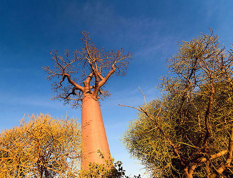 Avenue of the Baobabs at sunset - 3, Madagascar On our way to the Kirindy reserve, we passed through Allée des baobabs (Avenue of the Baobabs) just before sunset. 

This famous site has a few dozen Adansonia grandidieri trees. Adansonia grandidieri is the largest and most famous out of the six baobab species endemic to Madagascar. It is locally known as Reniala, which means "king of the woods". A fitting name as these giants grow up to 30m tall.

Originally, they would tower above the dry forest, but unfortunately those have been cleared for agriculture. These ancient giants are what remain. Besides their weird upside down appearance and height, they are also known for their incredible lifespan. They are hard to date, numbers vary from 800 years to 1,000 or even 2,000. In any case, very old.

As long as it takes for a baobab to mature, as quickly they come to their end. Once they fall apart, their inner tissue is revealed which consists of a very soft spongue-like fibre material. This material allows the baobab to survive for years without any rain, yet once exposed, will decompose in a matter of weeks. 

Finally, a little known fact is that this species flowers at night. At the very first night of the blooming season, the flowers open and release all their pollen at once. This pollen will then stick to bats, lemurs and moths licking the nectar from the flowers.
https://www.youtube.com/watch?v=nWasXjMsIwY

https://www.jungledragon.com/image/82955/avenue_of_the_baobabs_at_sunset_-_1_madagascar.html
https://www.jungledragon.com/image/82956/avenue_of_the_baobabs_at_sunset_-_2_madagascar.html
https://www.jungledragon.com/image/82958/avenue_of_the_baobabs_at_sunset_-_4_madagascar.html
https://www.jungledragon.com/image/82959/avenue_of_the_baobabs_at_sunset_-_5_madagascar.html
https://www.jungledragon.com/image/82960/avenue_of_the_baobabs_at_sunset_-_6_madagascar.html
https://www.jungledragon.com/image/82961/avenue_of_the_baobabs_at_sunset_-_7_madagascar.html
https://www.jungledragon.com/image/82962/avenue_of_the_baobabs_at_sunset_-_8_madagascar.html
https://www.jungledragon.com/image/82963/avenue_of_the_baobabs_at_sunset_-_9_madagascar.html
https://www.jungledragon.com/image/82964/avenue_of_the_baobabs_at_sunset_-_10_madagascar.html
https://www.jungledragon.com/image/82965/avenue_of_the_baobabs_at_sunset_-_11_madagascar.html
 Adansonia grandidieri,Africa,Avenue of the Baobabs,Madagascar,Madagascar 2019,World