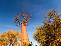 Avenue of the Baobabs at sunset - 3, Madagascar On our way to the Kirindy reserve, we passed through Allée des baobabs (Avenue of the Baobabs) just before sunset. <br />
<br />
This famous site has a few dozen Adansonia grandidieri trees. Adansonia grandidieri is the largest and most famous out of the six baobab species endemic to Madagascar. It is locally known as Reniala, which means "king of the woods". A fitting name as these giants grow up to 30m tall.<br />
<br />
Originally, they would tower above the dry forest, but unfortunately those have been cleared for agriculture. These ancient giants are what remain. Besides their weird upside down appearance and height, they are also known for their incredible lifespan. They are hard to date, numbers vary from 800 years to 1,000 or even 2,000. In any case, very old.<br />
<br />
As long as it takes for a baobab to mature, as quickly they come to their end. Once they fall apart, their inner tissue is revealed which consists of a very soft spongue-like fibre material. This material allows the baobab to survive for years without any rain, yet once exposed, will decompose in a matter of weeks. <br />
<br />
Finally, a little known fact is that this species flowers at night. At the very first night of the blooming season, the flowers open and release all their pollen at once. This pollen will then stick to bats, lemurs and moths licking the nectar from the flowers.<br />
https://www.youtube.com/watch?v=nWasXjMsIwY<br />
<br />
https://www.jungledragon.com/image/82955/avenue_of_the_baobabs_at_sunset_-_1_madagascar.html<br />
https://www.jungledragon.com/image/82956/avenue_of_the_baobabs_at_sunset_-_2_madagascar.html<br />
https://www.jungledragon.com/image/82958/avenue_of_the_baobabs_at_sunset_-_4_madagascar.html<br />
https://www.jungledragon.com/image/82959/avenue_of_the_baobabs_at_sunset_-_5_madagascar.html<br />
https://www.jungledragon.com/image/82960/avenue_of_the_baobabs_at_sunset_-_6_madagascar.html<br />
https://www.jungledragon.com/image/82961/avenue_of_the_baobabs_at_sunset_-_7_madagascar.html<br />
https://www.jungledragon.com/image/82962/avenue_of_the_baobabs_at_sunset_-_8_madagascar.html<br />
https://www.jungledragon.com/image/82963/avenue_of_the_baobabs_at_sunset_-_9_madagascar.html<br />
https://www.jungledragon.com/image/82964/avenue_of_the_baobabs_at_sunset_-_10_madagascar.html<br />
https://www.jungledragon.com/image/82965/avenue_of_the_baobabs_at_sunset_-_11_madagascar.html<br />
 Adansonia grandidieri,Africa,Avenue of the Baobabs,Madagascar,Madagascar 2019,World