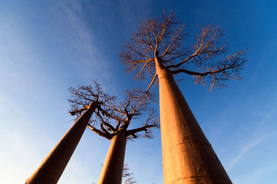 Avenue of the Baobabs at sunset - 4, Madagascar On our way to the Kirindy reserve, we passed through All&eacute;e des baobabs (Avenue of the Baobabs) just before sunset. <br />
<br />
This famous site has a few dozen Adansonia grandidieri trees. Adansonia grandidieri is the largest and most famous out of the six baobab species endemic to Madagascar. It is locally known as Reniala, which means &quot;king of the woods&quot;. A fitting name as these giants grow up to 30m tall.<br />
<br />
Originally, they would tower above the dry forest, but unfortunately those have been cleared for agriculture. These ancient giants are what remain. Besides their weird upside down appearance and height, they are also known for their incredible lifespan. They are hard to date, numbers vary from 800 years to 1,000 or even 2,000. In any case, very old.<br />
<br />
As long as it takes for a baobab to mature, as quickly they come to their end. Once they fall apart, their inner tissue is revealed which consists of a very soft spongue-like fibre material. This material allows the baobab to survive for years without any rain, yet once exposed, will decompose in a matter of weeks. <br />
<br />
Finally, a little known fact is that this species flowers at night. At the very first night of the blooming season, the flowers open and release all their pollen at once. This pollen will then stick to bats, lemurs and moths licking the nectar from the flowers.<br />
<section class="video"><iframe width="448" height="282" src="https://www.youtube-nocookie.com/embed/nWasXjMsIwY?hd=1&autoplay=0&rel=0" frameborder="0" allowfullscreen></iframe></section><br />
<br />
<figure class="photo"><a href="https://www.jungledragon.com/image/82955/avenue_of_the_baobabs_at_sunset_-_1_madagascar.html" title="Avenue of the Baobabs at sunset - 1, Madagascar"><img src="https://s3.amazonaws.com/media.jungledragon.com/images/2/82955_thumb.jpg?AWSAccessKeyId=05GMT0V3GWVNE7GGM1R2&Expires=1759968010&Signature=uB0MLV8jQGvxaARJAmXTH34z9Sk%3D" width="200" height="134" alt="Avenue of the Baobabs at sunset - 1, Madagascar On our way to the Kirindy reserve, we passed through All&eacute;e des baobabs (Avenue of the Baobabs) just before sunset. <br />
<br />
This famous site has a few dozen Adansonia grandidieri trees. Adansonia grandidieri is the largest and most famous out of the six baobab species endemic to Madagascar. It is locally known as Reniala, which means &quot;king of the woods&quot;. A fitting name as these giants grow up to 30m tall.<br />
<br />
Originally, they would tower above the dry forest, but unfortunately those have been cleared for agriculture. These ancient giants are what remain. Besides their weird upside down appearance and height, they are also known for their incredible lifespan. They are hard to date, numbers vary from 800 years to 1,000 or even 2,000. In any case, very old.<br />
<br />
As long as it takes for a baobab to mature, as quickly they come to their end. Once they fall apart, their inner tissue is revealed which consists of a very soft spongue-like fibre material. This material allows the baobab to survive for years without any rain, yet once exposed, will decompose in a matter of weeks. <br />
<br />
Finally, a little known fact is that this species flowers at night. At the very first night of the blooming season, the flowers open and release all their pollen at once. This pollen will then stick to bats, lemurs and moths licking the nectar from the flowers.<br />
https://www.youtube.com/watch?v=nWasXjMsIwY<br />
<br />
https://www.jungledragon.com/image/82956/avenue_of_the_baobabs_at_sunset_-_2_madagascar.html<br />
https://www.jungledragon.com/image/82957/avenue_of_the_baobabs_at_sunset_-_3_madagascar.html<br />
https://www.jungledragon.com/image/82958/avenue_of_the_baobabs_at_sunset_-_4_madagascar.html<br />
https://www.jungledragon.com/image/82959/avenue_of_the_baobabs_at_sunset_-_5_madagascar.html<br />
https://www.jungledragon.com/image/82960/avenue_of_the_baobabs_at_sunset_-_6_madagascar.html<br />
https://www.jungledragon.com/image/82961/avenue_of_the_baobabs_at_sunset_-_7_madagascar.html<br />
https://www.jungledragon.com/image/82962/avenue_of_the_baobabs_at_sunset_-_8_madagascar.html<br />
https://www.jungledragon.com/image/82963/avenue_of_the_baobabs_at_sunset_-_9_madagascar.html<br />
https://www.jungledragon.com/image/82964/avenue_of_the_baobabs_at_sunset_-_10_madagascar.html<br />
https://www.jungledragon.com/image/82965/avenue_of_the_baobabs_at_sunset_-_11_madagascar.html<br />
 Adansonia grandidieri,Africa,Avenue of the Baobabs,Madagascar,Madagascar 2019,World" /></a></figure><br />
<figure class="photo"><a href="https://www.jungledragon.com/image/82956/avenue_of_the_baobabs_at_sunset_-_2_madagascar.html" title="Avenue of the Baobabs at sunset - 2, Madagascar"><img src="https://s3.amazonaws.com/media.jungledragon.com/images/2/82956_thumb.jpg?AWSAccessKeyId=05GMT0V3GWVNE7GGM1R2&Expires=1759968010&Signature=kX3pasHlUHFcGQaty2MDue3Dw1Q%3D" width="200" height="188" alt="Avenue of the Baobabs at sunset - 2, Madagascar On our way to the Kirindy reserve, we passed through All&eacute;e des baobabs (Avenue of the Baobabs) just before sunset. <br />
<br />
This famous site has a few dozen Adansonia grandidieri trees. Adansonia grandidieri is the largest and most famous out of the six baobab species endemic to Madagascar. It is locally known as Reniala, which means &quot;king of the woods&quot;. A fitting name as these giants grow up to 30m tall.<br />
<br />
Originally, they would tower above the dry forest, but unfortunately those have been cleared for agriculture. These ancient giants are what remain. Besides their weird upside down appearance and height, they are also known for their incredible lifespan. They are hard to date, numbers vary from 800 years to 1,000 or even 2,000. In any case, very old.<br />
<br />
As long as it takes for a baobab to mature, as quickly they come to their end. Once they fall apart, their inner tissue is revealed which consists of a very soft spongue-like fibre material. This material allows the baobab to survive for years without any rain, yet once exposed, will decompose in a matter of weeks. <br />
<br />
Finally, a little known fact is that this species flowers at night. At the very first night of the blooming season, the flowers open and release all their pollen at once. This pollen will then stick to bats, lemurs and moths licking the nectar from the flowers.<br />
https://www.youtube.com/watch?v=nWasXjMsIwY<br />
<br />
https://www.jungledragon.com/image/82955/avenue_of_the_baobabs_at_sunset_-_1_madagascar.html<br />
https://www.jungledragon.com/image/82957/avenue_of_the_baobabs_at_sunset_-_3_madagascar.html<br />
https://www.jungledragon.com/image/82958/avenue_of_the_baobabs_at_sunset_-_4_madagascar.html<br />
https://www.jungledragon.com/image/82959/avenue_of_the_baobabs_at_sunset_-_5_madagascar.html<br />
https://www.jungledragon.com/image/82960/avenue_of_the_baobabs_at_sunset_-_6_madagascar.html<br />
https://www.jungledragon.com/image/82961/avenue_of_the_baobabs_at_sunset_-_7_madagascar.html<br />
https://www.jungledragon.com/image/82962/avenue_of_the_baobabs_at_sunset_-_8_madagascar.html<br />
https://www.jungledragon.com/image/82963/avenue_of_the_baobabs_at_sunset_-_9_madagascar.html<br />
https://www.jungledragon.com/image/82964/avenue_of_the_baobabs_at_sunset_-_10_madagascar.html<br />
https://www.jungledragon.com/image/82965/avenue_of_the_baobabs_at_sunset_-_11_madagascar.html<br />
 Adansonia grandidieri,Africa,Avenue of the Baobabs,Madagascar,Madagascar 2019,World" /></a></figure><br />
<figure class="photo"><a href="https://www.jungledragon.com/image/82957/avenue_of_the_baobabs_at_sunset_-_3_madagascar.html" title="Avenue of the Baobabs at sunset - 3, Madagascar"><img src="https://s3.amazonaws.com/media.jungledragon.com/images/2/82957_thumb.jpg?AWSAccessKeyId=05GMT0V3GWVNE7GGM1R2&Expires=1759968010&Signature=MBQ5Br1H1g%2Fnw7e%2B1M9oaAeVI6A%3D" width="200" height="154" alt="Avenue of the Baobabs at sunset - 3, Madagascar On our way to the Kirindy reserve, we passed through All&eacute;e des baobabs (Avenue of the Baobabs) just before sunset. <br />
<br />
This famous site has a few dozen Adansonia grandidieri trees. Adansonia grandidieri is the largest and most famous out of the six baobab species endemic to Madagascar. It is locally known as Reniala, which means &quot;king of the woods&quot;. A fitting name as these giants grow up to 30m tall.<br />
<br />
Originally, they would tower above the dry forest, but unfortunately those have been cleared for agriculture. These ancient giants are what remain. Besides their weird upside down appearance and height, they are also known for their incredible lifespan. They are hard to date, numbers vary from 800 years to 1,000 or even 2,000. In any case, very old.<br />
<br />
As long as it takes for a baobab to mature, as quickly they come to their end. Once they fall apart, their inner tissue is revealed which consists of a very soft spongue-like fibre material. This material allows the baobab to survive for years without any rain, yet once exposed, will decompose in a matter of weeks. <br />
<br />
Finally, a little known fact is that this species flowers at night. At the very first night of the blooming season, the flowers open and release all their pollen at once. This pollen will then stick to bats, lemurs and moths licking the nectar from the flowers.<br />
https://www.youtube.com/watch?v=nWasXjMsIwY<br />
<br />
https://www.jungledragon.com/image/82955/avenue_of_the_baobabs_at_sunset_-_1_madagascar.html<br />
https://www.jungledragon.com/image/82956/avenue_of_the_baobabs_at_sunset_-_2_madagascar.html<br />
https://www.jungledragon.com/image/82958/avenue_of_the_baobabs_at_sunset_-_4_madagascar.html<br />
https://www.jungledragon.com/image/82959/avenue_of_the_baobabs_at_sunset_-_5_madagascar.html<br />
https://www.jungledragon.com/image/82960/avenue_of_the_baobabs_at_sunset_-_6_madagascar.html<br />
https://www.jungledragon.com/image/82961/avenue_of_the_baobabs_at_sunset_-_7_madagascar.html<br />
https://www.jungledragon.com/image/82962/avenue_of_the_baobabs_at_sunset_-_8_madagascar.html<br />
https://www.jungledragon.com/image/82963/avenue_of_the_baobabs_at_sunset_-_9_madagascar.html<br />
https://www.jungledragon.com/image/82964/avenue_of_the_baobabs_at_sunset_-_10_madagascar.html<br />
https://www.jungledragon.com/image/82965/avenue_of_the_baobabs_at_sunset_-_11_madagascar.html<br />
 Adansonia grandidieri,Africa,Avenue of the Baobabs,Madagascar,Madagascar 2019,World" /></a></figure><br />
<figure class="photo"><a href="https://www.jungledragon.com/image/82959/avenue_of_the_baobabs_at_sunset_-_5_madagascar.html" title="Avenue of the Baobabs at sunset - 5, Madagascar"><img src="https://s3.amazonaws.com/media.jungledragon.com/images/2/82959_thumb.jpg?AWSAccessKeyId=05GMT0V3GWVNE7GGM1R2&Expires=1759968010&Signature=PT6v3fp4rDdrCjPuV7z3muFwa50%3D" width="200" height="138" alt="Avenue of the Baobabs at sunset - 5, Madagascar On our way to the Kirindy reserve, we passed through All&eacute;e des baobabs (Avenue of the Baobabs) just before sunset. <br />
<br />
This famous site has a few dozen Adansonia grandidieri trees. Adansonia grandidieri is the largest and most famous out of the six baobab species endemic to Madagascar. It is locally known as Reniala, which means &quot;king of the woods&quot;. A fitting name as these giants grow up to 30m tall.<br />
<br />
Originally, they would tower above the dry forest, but unfortunately those have been cleared for agriculture. These ancient giants are what remain. Besides their weird upside down appearance and height, they are also known for their incredible lifespan. They are hard to date, numbers vary from 800 years to 1,000 or even 2,000. In any case, very old.<br />
<br />
As long as it takes for a baobab to mature, as quickly they come to their end. Once they fall apart, their inner tissue is revealed which consists of a very soft spongue-like fibre material. This material allows the baobab to survive for years without any rain, yet once exposed, will decompose in a matter of weeks. <br />
<br />
Finally, a little known fact is that this species flowers at night. At the very first night of the blooming season, the flowers open and release all their pollen at once. This pollen will then stick to bats, lemurs and moths licking the nectar from the flowers.<br />
https://www.youtube.com/watch?v=nWasXjMsIwY<br />
<br />
https://www.jungledragon.com/image/82955/avenue_of_the_baobabs_at_sunset_-_1_madagascar.html<br />
https://www.jungledragon.com/image/82956/avenue_of_the_baobabs_at_sunset_-_2_madagascar.html<br />
https://www.jungledragon.com/image/82957/avenue_of_the_baobabs_at_sunset_-_3_madagascar.html<br />
https://www.jungledragon.com/image/82958/avenue_of_the_baobabs_at_sunset_-_4_madagascar.html<br />
https://www.jungledragon.com/image/82960/avenue_of_the_baobabs_at_sunset_-_6_madagascar.html<br />
https://www.jungledragon.com/image/82961/avenue_of_the_baobabs_at_sunset_-_7_madagascar.html<br />
https://www.jungledragon.com/image/82962/avenue_of_the_baobabs_at_sunset_-_8_madagascar.html<br />
https://www.jungledragon.com/image/82963/avenue_of_the_baobabs_at_sunset_-_9_madagascar.html<br />
https://www.jungledragon.com/image/82964/avenue_of_the_baobabs_at_sunset_-_10_madagascar.html<br />
https://www.jungledragon.com/image/82965/avenue_of_the_baobabs_at_sunset_-_11_madagascar.html<br />
 Adansonia grandidieri,Africa,Avenue of the Baobabs,Madagascar,Madagascar 2019,World" /></a></figure><br />
<figure class="photo"><a href="https://www.jungledragon.com/image/82960/avenue_of_the_baobabs_at_sunset_-_6_madagascar.html" title="Avenue of the Baobabs at sunset - 6, Madagascar"><img src="https://s3.amazonaws.com/media.jungledragon.com/images/2/82960_thumb.jpg?AWSAccessKeyId=05GMT0V3GWVNE7GGM1R2&Expires=1759968010&Signature=yD5Gt9JBOxslZfXIuqvwqdjOJO4%3D" width="200" height="96" alt="Avenue of the Baobabs at sunset - 6, Madagascar On our way to the Kirindy reserve, we passed through All&eacute;e des baobabs (Avenue of the Baobabs) just before sunset. <br />
<br />
This famous site has a few dozen Adansonia grandidieri trees. Adansonia grandidieri is the largest and most famous out of the six baobab species endemic to Madagascar. It is locally known as Reniala, which means &quot;king of the woods&quot;. A fitting name as these giants grow up to 30m tall.<br />
<br />
Originally, they would tower above the dry forest, but unfortunately those have been cleared for agriculture. These ancient giants are what remain. Besides their weird upside down appearance and height, they are also known for their incredible lifespan. They are hard to date, numbers vary from 800 years to 1,000 or even 2,000. In any case, very old.<br />
<br />
As long as it takes for a baobab to mature, as quickly they come to their end. Once they fall apart, their inner tissue is revealed which consists of a very soft spongue-like fibre material. This material allows the baobab to survive for years without any rain, yet once exposed, will decompose in a matter of weeks. <br />
<br />
Finally, a little known fact is that this species flowers at night. At the very first night of the blooming season, the flowers open and release all their pollen at once. This pollen will then stick to bats, lemurs and moths licking the nectar from the flowers.<br />
https://www.youtube.com/watch?v=nWasXjMsIwY<br />
<br />
https://www.jungledragon.com/image/82955/avenue_of_the_baobabs_at_sunset_-_1_madagascar.html<br />
https://www.jungledragon.com/image/82956/avenue_of_the_baobabs_at_sunset_-_2_madagascar.html<br />
https://www.jungledragon.com/image/82957/avenue_of_the_baobabs_at_sunset_-_3_madagascar.html<br />
https://www.jungledragon.com/image/82958/avenue_of_the_baobabs_at_sunset_-_4_madagascar.html<br />
https://www.jungledragon.com/image/82959/avenue_of_the_baobabs_at_sunset_-_5_madagascar.html<br />
https://www.jungledragon.com/image/82961/avenue_of_the_baobabs_at_sunset_-_7_madagascar.html<br />
https://www.jungledragon.com/image/82962/avenue_of_the_baobabs_at_sunset_-_8_madagascar.html<br />
https://www.jungledragon.com/image/82963/avenue_of_the_baobabs_at_sunset_-_9_madagascar.html<br />
https://www.jungledragon.com/image/82964/avenue_of_the_baobabs_at_sunset_-_10_madagascar.html<br />
https://www.jungledragon.com/image/82965/avenue_of_the_baobabs_at_sunset_-_11_madagascar.html<br />
 Adansonia grandidieri,Africa,Avenue of the Baobabs,Madagascar,Madagascar 2019,World" /></a></figure><br />
<figure class="photo"><a href="https://www.jungledragon.com/image/82961/avenue_of_the_baobabs_at_sunset_-_7_madagascar.html" title="Avenue of the Baobabs at sunset - 7, Madagascar"><img src="https://s3.amazonaws.com/media.jungledragon.com/images/2/82961_thumb.jpg?AWSAccessKeyId=05GMT0V3GWVNE7GGM1R2&Expires=1759968010&Signature=7tI3s9Tfj0N7Qs4miQ3JKNKtZIw%3D" width="140" height="152" alt="Avenue of the Baobabs at sunset - 7, Madagascar On our way to the Kirindy reserve, we passed through All&eacute;e des baobabs (Avenue of the Baobabs) just before sunset. <br />
<br />
This famous site has a few dozen Adansonia grandidieri trees. Adansonia grandidieri is the largest and most famous out of the six baobab species endemic to Madagascar. It is locally known as Reniala, which means &quot;king of the woods&quot;. A fitting name as these giants grow up to 30m tall.<br />
<br />
Originally, they would tower above the dry forest, but unfortunately those have been cleared for agriculture. These ancient giants are what remain. Besides their weird upside down appearance and height, they are also known for their incredible lifespan. They are hard to date, numbers vary from 800 years to 1,000 or even 2,000. In any case, very old.<br />
<br />
As long as it takes for a baobab to mature, as quickly they come to their end. Once they fall apart, their inner tissue is revealed which consists of a very soft spongue-like fibre material. This material allows the baobab to survive for years without any rain, yet once exposed, will decompose in a matter of weeks. <br />
<br />
Finally, a little known fact is that this species flowers at night. At the very first night of the blooming season, the flowers open and release all their pollen at once. This pollen will then stick to bats, lemurs and moths licking the nectar from the flowers.<br />
https://www.youtube.com/watch?v=nWasXjMsIwY<br />
<br />
https://www.jungledragon.com/image/82955/avenue_of_the_baobabs_at_sunset_-_1_madagascar.html<br />
https://www.jungledragon.com/image/82956/avenue_of_the_baobabs_at_sunset_-_2_madagascar.html<br />
https://www.jungledragon.com/image/82957/avenue_of_the_baobabs_at_sunset_-_3_madagascar.html<br />
https://www.jungledragon.com/image/82958/avenue_of_the_baobabs_at_sunset_-_4_madagascar.html<br />
https://www.jungledragon.com/image/82959/avenue_of_the_baobabs_at_sunset_-_5_madagascar.html<br />
https://www.jungledragon.com/image/82960/avenue_of_the_baobabs_at_sunset_-_6_madagascar.html<br />
https://www.jungledragon.com/image/82962/avenue_of_the_baobabs_at_sunset_-_8_madagascar.html<br />
https://www.jungledragon.com/image/82963/avenue_of_the_baobabs_at_sunset_-_9_madagascar.html<br />
https://www.jungledragon.com/image/82964/avenue_of_the_baobabs_at_sunset_-_10_madagascar.html<br />
https://www.jungledragon.com/image/82965/avenue_of_the_baobabs_at_sunset_-_11_madagascar.html<br />
 Adansonia grandidieri,Africa,Avenue of the Baobabs,Madagascar,Madagascar 2019,World" /></a></figure><br />
<figure class="photo"><a href="https://www.jungledragon.com/image/82962/avenue_of_the_baobabs_at_sunset_-_8_madagascar.html" title="Avenue of the Baobabs at sunset - 8, Madagascar"><img src="https://s3.amazonaws.com/media.jungledragon.com/images/2/82962_thumb.jpg?AWSAccessKeyId=05GMT0V3GWVNE7GGM1R2&Expires=1759968010&Signature=XZrAz32rzvx1ENHypdSmt3KY4Kw%3D" width="200" height="134" alt="Avenue of the Baobabs at sunset - 8, Madagascar On our way to the Kirindy reserve, we passed through All&eacute;e des baobabs (Avenue of the Baobabs) just before sunset. <br />
<br />
This famous site has a few dozen Adansonia grandidieri trees. Adansonia grandidieri is the largest and most famous out of the six baobab species endemic to Madagascar. It is locally known as Reniala, which means &quot;king of the woods&quot;. A fitting name as these giants grow up to 30m tall.<br />
<br />
Originally, they would tower above the dry forest, but unfortunately those have been cleared for agriculture. These ancient giants are what remain. Besides their weird upside down appearance and height, they are also known for their incredible lifespan. They are hard to date, numbers vary from 800 years to 1,000 or even 2,000. In any case, very old.<br />
<br />
As long as it takes for a baobab to mature, as quickly they come to their end. Once they fall apart, their inner tissue is revealed which consists of a very soft spongue-like fibre material. This material allows the baobab to survive for years without any rain, yet once exposed, will decompose in a matter of weeks. <br />
<br />
Finally, a little known fact is that this species flowers at night. At the very first night of the blooming season, the flowers open and release all their pollen at once. This pollen will then stick to bats, lemurs and moths licking the nectar from the flowers.<br />
https://www.youtube.com/watch?v=nWasXjMsIwY<br />
<br />
https://www.jungledragon.com/image/82955/avenue_of_the_baobabs_at_sunset_-_1_madagascar.html<br />
https://www.jungledragon.com/image/82956/avenue_of_the_baobabs_at_sunset_-_2_madagascar.html<br />
https://www.jungledragon.com/image/82957/avenue_of_the_baobabs_at_sunset_-_3_madagascar.html<br />
https://www.jungledragon.com/image/82958/avenue_of_the_baobabs_at_sunset_-_4_madagascar.html<br />
https://www.jungledragon.com/image/82959/avenue_of_the_baobabs_at_sunset_-_5_madagascar.html<br />
https://www.jungledragon.com/image/82960/avenue_of_the_baobabs_at_sunset_-_6_madagascar.html<br />
https://www.jungledragon.com/image/82961/avenue_of_the_baobabs_at_sunset_-_7_madagascar.html<br />
https://www.jungledragon.com/image/82963/avenue_of_the_baobabs_at_sunset_-_9_madagascar.html<br />
https://www.jungledragon.com/image/82964/avenue_of_the_baobabs_at_sunset_-_10_madagascar.html<br />
https://www.jungledragon.com/image/82965/avenue_of_the_baobabs_at_sunset_-_11_madagascar.html<br />
 Adansonia grandidieri,Africa,Avenue of the Baobabs,Madagascar,Madagascar 2019,World" /></a></figure><br />
<figure class="photo"><a href="https://www.jungledragon.com/image/82963/avenue_of_the_baobabs_at_sunset_-_9_madagascar.html" title="Avenue of the Baobabs at sunset - 9, Madagascar"><img src="https://s3.amazonaws.com/media.jungledragon.com/images/2/82963_thumb.jpg?AWSAccessKeyId=05GMT0V3GWVNE7GGM1R2&Expires=1759968010&Signature=AsVj8mXedTuuP4GrXqAhiOLxHzU%3D" width="200" height="164" alt="Avenue of the Baobabs at sunset - 9, Madagascar On our way to the Kirindy reserve, we passed through All&eacute;e des baobabs (Avenue of the Baobabs) just before sunset. <br />
<br />
This famous site has a few dozen Adansonia grandidieri trees. Adansonia grandidieri is the largest and most famous out of the six baobab species endemic to Madagascar. It is locally known as Reniala, which means &quot;king of the woods&quot;. A fitting name as these giants grow up to 30m tall.<br />
<br />
Originally, they would tower above the dry forest, but unfortunately those have been cleared for agriculture. These ancient giants are what remain. Besides their weird upside down appearance and height, they are also known for their incredible lifespan. They are hard to date, numbers vary from 800 years to 1,000 or even 2,000. In any case, very old.<br />
<br />
As long as it takes for a baobab to mature, as quickly they come to their end. Once they fall apart, their inner tissue is revealed which consists of a very soft spongue-like fibre material. This material allows the baobab to survive for years without any rain, yet once exposed, will decompose in a matter of weeks. <br />
<br />
Finally, a little known fact is that this species flowers at night. At the very first night of the blooming season, the flowers open and release all their pollen at once. This pollen will then stick to bats, lemurs and moths licking the nectar from the flowers.<br />
https://www.youtube.com/watch?v=nWasXjMsIwY<br />
<br />
https://www.jungledragon.com/image/82955/avenue_of_the_baobabs_at_sunset_-_1_madagascar.html<br />
https://www.jungledragon.com/image/82956/avenue_of_the_baobabs_at_sunset_-_2_madagascar.html<br />
https://www.jungledragon.com/image/82957/avenue_of_the_baobabs_at_sunset_-_3_madagascar.html<br />
https://www.jungledragon.com/image/82958/avenue_of_the_baobabs_at_sunset_-_4_madagascar.html<br />
https://www.jungledragon.com/image/82959/avenue_of_the_baobabs_at_sunset_-_5_madagascar.html<br />
https://www.jungledragon.com/image/82960/avenue_of_the_baobabs_at_sunset_-_6_madagascar.html<br />
https://www.jungledragon.com/image/82961/avenue_of_the_baobabs_at_sunset_-_7_madagascar.html<br />
https://www.jungledragon.com/image/82962/avenue_of_the_baobabs_at_sunset_-_8_madagascar.html<br />
https://www.jungledragon.com/image/82964/avenue_of_the_baobabs_at_sunset_-_10_madagascar.html<br />
https://www.jungledragon.com/image/82965/avenue_of_the_baobabs_at_sunset_-_11_madagascar.html<br />
 Adansonia grandidieri,Africa,Avenue of the Baobabs,Madagascar,Madagascar 2019,World" /></a></figure><br />
<figure class="photo"><a href="https://www.jungledragon.com/image/82964/avenue_of_the_baobabs_at_sunset_-_10_madagascar.html" title="Avenue of the Baobabs at sunset - 10, Madagascar"><img src="https://s3.amazonaws.com/media.jungledragon.com/images/2/82964_thumb.jpg?AWSAccessKeyId=05GMT0V3GWVNE7GGM1R2&Expires=1759968010&Signature=vOc9qBr8JVJMyXXF0T0dqRFex1k%3D" width="200" height="164" alt="Avenue of the Baobabs at sunset - 10, Madagascar On our way to the Kirindy reserve, we passed through All&eacute;e des baobabs (Avenue of the Baobabs) just before sunset. <br />
<br />
This famous site has a few dozen Adansonia grandidieri trees. Adansonia grandidieri is the largest and most famous out of the six baobab species endemic to Madagascar. It is locally known as Reniala, which means &quot;king of the woods&quot;. A fitting name as these giants grow up to 30m tall.<br />
<br />
Originally, they would tower above the dry forest, but unfortunately those have been cleared for agriculture. These ancient giants are what remain. Besides their weird upside down appearance and height, they are also known for their incredible lifespan. They are hard to date, numbers vary from 800 years to 1,000 or even 2,000. In any case, very old.<br />
<br />
As long as it takes for a baobab to mature, as quickly they come to their end. Once they fall apart, their inner tissue is revealed which consists of a very soft spongue-like fibre material. This material allows the baobab to survive for years without any rain, yet once exposed, will decompose in a matter of weeks. <br />
<br />
Finally, a little known fact is that this species flowers at night. At the very first night of the blooming season, the flowers open and release all their pollen at once. This pollen will then stick to bats, lemurs and moths licking the nectar from the flowers.<br />
https://www.youtube.com/watch?v=nWasXjMsIwY<br />
<br />
https://www.jungledragon.com/image/82955/avenue_of_the_baobabs_at_sunset_-_1_madagascar.html<br />
https://www.jungledragon.com/image/82956/avenue_of_the_baobabs_at_sunset_-_2_madagascar.html<br />
https://www.jungledragon.com/image/82957/avenue_of_the_baobabs_at_sunset_-_3_madagascar.html<br />
https://www.jungledragon.com/image/82958/avenue_of_the_baobabs_at_sunset_-_4_madagascar.html<br />
https://www.jungledragon.com/image/82959/avenue_of_the_baobabs_at_sunset_-_5_madagascar.html<br />
https://www.jungledragon.com/image/82960/avenue_of_the_baobabs_at_sunset_-_6_madagascar.html<br />
https://www.jungledragon.com/image/82961/avenue_of_the_baobabs_at_sunset_-_7_madagascar.html<br />
https://www.jungledragon.com/image/82962/avenue_of_the_baobabs_at_sunset_-_8_madagascar.html<br />
https://www.jungledragon.com/image/82963/avenue_of_the_baobabs_at_sunset_-_9_madagascar.html<br />
https://www.jungledragon.com/image/82965/avenue_of_the_baobabs_at_sunset_-_11_madagascar.html<br />
 Adansonia grandidieri,Africa,Avenue of the Baobabs,Madagascar,Madagascar 2019,World" /></a></figure><br />
<figure class="photo"><a href="https://www.jungledragon.com/image/82965/avenue_of_the_baobabs_at_sunset_-_11_madagascar.html" title="Avenue of the Baobabs at sunset - 11, Madagascar"><img src="https://s3.amazonaws.com/media.jungledragon.com/images/2/82965_thumb.jpg?AWSAccessKeyId=05GMT0V3GWVNE7GGM1R2&Expires=1759968010&Signature=LFFU%2B4hAxuaUMDhX7fhpG1yPVYE%3D" width="106" height="152" alt="Avenue of the Baobabs at sunset - 11, Madagascar On our way to the Kirindy reserve, we passed through All&eacute;e des baobabs (Avenue of the Baobabs) just before sunset. <br />
<br />
This famous site has a few dozen Adansonia grandidieri trees. Adansonia grandidieri is the largest and most famous out of the six baobab species endemic to Madagascar. It is locally known as Reniala, which means &quot;king of the woods&quot;. A fitting name as these giants grow up to 30m tall.<br />
<br />
Originally, they would tower above the dry forest, but unfortunately those have been cleared for agriculture. These ancient giants are what remain. Besides their weird upside down appearance and height, they are also known for their incredible lifespan. They are hard to date, numbers vary from 800 years to 1,000 or even 2,000. In any case, very old.<br />
<br />
As long as it takes for a baobab to mature, as quickly they come to their end. Once they fall apart, their inner tissue is revealed which consists of a very soft spongue-like fibre material. This material allows the baobab to survive for years without any rain, yet once exposed, will decompose in a matter of weeks. <br />
<br />
Finally, a little known fact is that this species flowers at night. At the very first night of the blooming season, the flowers open and release all their pollen at once. This pollen will then stick to bats, lemurs and moths licking the nectar from the flowers.<br />
https://www.youtube.com/watch?v=nWasXjMsIwY<br />
<br />
https://www.jungledragon.com/image/82955/avenue_of_the_baobabs_at_sunset_-_1_madagascar.html<br />
https://www.jungledragon.com/image/82956/avenue_of_the_baobabs_at_sunset_-_2_madagascar.html<br />
https://www.jungledragon.com/image/82957/avenue_of_the_baobabs_at_sunset_-_3_madagascar.html<br />
https://www.jungledragon.com/image/82958/avenue_of_the_baobabs_at_sunset_-_4_madagascar.html<br />
https://www.jungledragon.com/image/82959/avenue_of_the_baobabs_at_sunset_-_5_madagascar.html<br />
https://www.jungledragon.com/image/82960/avenue_of_the_baobabs_at_sunset_-_6_madagascar.html<br />
https://www.jungledragon.com/image/82961/avenue_of_the_baobabs_at_sunset_-_7_madagascar.html<br />
https://www.jungledragon.com/image/82962/avenue_of_the_baobabs_at_sunset_-_8_madagascar.html<br />
https://www.jungledragon.com/image/82963/avenue_of_the_baobabs_at_sunset_-_9_madagascar.html<br />
https://www.jungledragon.com/image/82964/avenue_of_the_baobabs_at_sunset_-_10_madagascar.html<br />
 Adansonia grandidieri,Africa,Avenue of the Baobabs,Madagascar,Madagascar 2019,World" /></a></figure><br />
 Adansonia grandidieri,Africa,Avenue of the Baobabs,Madagascar,Madagascar 2019,World