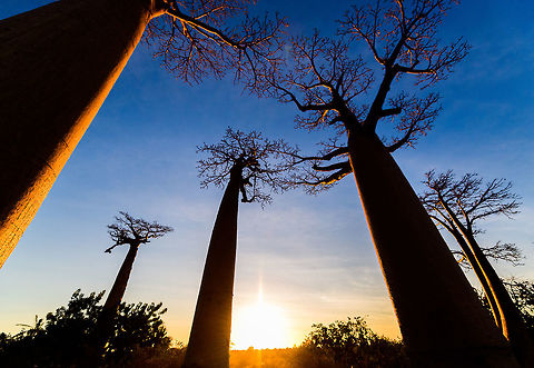 Avenue of the Baobabs at sunset - 5, Madagascar On our way to the Kirindy reserve, we passed through All&eacute;e des baobabs (Avenue of the Baobabs) just before sunset. 

This famous site has a few dozen Adansonia grandidieri trees. Adansonia grandidieri is the largest and most famous out of the six baobab species endemic to Madagascar. It is locally known as Reniala, which means "king of the woods". A fitting name as these giants grow up to 30m tall.

Originally, they would tower above the dry forest, but unfortunately those have been cleared for agriculture. These ancient giants are what remain. Besides their weird upside down appearance and height, they are also known for their incredible lifespan. They are hard to date, numbers vary from 800 years to 1,000 or even 2,000. In any case, very old.

As long as it takes for a baobab to mature, as quickly they come to their end. Once they fall apart, their inner tissue is revealed which consists of a very soft spongue-like fibre material. This material allows the baobab to survive for years without any rain, yet once exposed, will decompose in a matter of weeks. 

Finally, a little known fact is that this species flowers at night. At the very first night of the blooming season, the flowers open and release all their pollen at once. This pollen will then stick to bats, lemurs and moths licking the nectar from the flowers.
https://www.youtube.com/watch?v=nWasXjMsIwY

https://www.jungledragon.com/image/82955/avenue_of_the_baobabs_at_sunset_-_1_madagascar.html
https://www.jungledragon.com/image/82956/avenue_of_the_baobabs_at_sunset_-_2_madagascar.html
https://www.jungledragon.com/image/82957/avenue_of_the_baobabs_at_sunset_-_3_madagascar.html
https://www.jungledragon.com/image/82958/avenue_of_the_baobabs_at_sunset_-_4_madagascar.html
https://www.jungledragon.com/image/82960/avenue_of_the_baobabs_at_sunset_-_6_madagascar.html
https://www.jungledragon.com/image/82961/avenue_of_the_baobabs_at_sunset_-_7_madagascar.html
https://www.jungledragon.com/image/82962/avenue_of_the_baobabs_at_sunset_-_8_madagascar.html
https://www.jungledragon.com/image/82963/avenue_of_the_baobabs_at_sunset_-_9_madagascar.html
https://www.jungledragon.com/image/82964/avenue_of_the_baobabs_at_sunset_-_10_madagascar.html
https://www.jungledragon.com/image/82965/avenue_of_the_baobabs_at_sunset_-_11_madagascar.html
 Adansonia grandidieri,Africa,Avenue of the Baobabs,Madagascar,Madagascar 2019,World