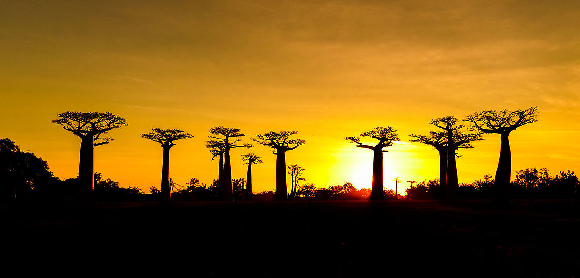 Avenue of the Baobabs at sunset - 6, Madagascar On our way to the Kirindy reserve, we passed through Allée des baobabs (Avenue of the Baobabs) just before sunset. <br />
<br />
This famous site has a few dozen Adansonia grandidieri trees. Adansonia grandidieri is the largest and most famous out of the six baobab species endemic to Madagascar. It is locally known as Reniala, which means "king of the woods". A fitting name as these giants grow up to 30m tall.<br />
<br />
Originally, they would tower above the dry forest, but unfortunately those have been cleared for agriculture. These ancient giants are what remain. Besides their weird upside down appearance and height, they are also known for their incredible lifespan. They are hard to date, numbers vary from 800 years to 1,000 or even 2,000. In any case, very old.<br />
<br />
As long as it takes for a baobab to mature, as quickly they come to their end. Once they fall apart, their inner tissue is revealed which consists of a very soft spongue-like fibre material. This material allows the baobab to survive for years without any rain, yet once exposed, will decompose in a matter of weeks. <br />
<br />
Finally, a little known fact is that this species flowers at night. At the very first night of the blooming season, the flowers open and release all their pollen at once. This pollen will then stick to bats, lemurs and moths licking the nectar from the flowers.<br />
<section class="video"><iframe width="448" height="282" src="https://www.youtube-nocookie.com/embed/nWasXjMsIwY?hd=1&autoplay=0&rel=0" frameborder="0" allowfullscreen></iframe></section><br />
<br />
<figure class="photo"><a href="https://www.jungledragon.com/image/82955/avenue_of_the_baobabs_at_sunset_-_1_madagascar.html" title="Avenue of the Baobabs at sunset - 1, Madagascar"><img src="https://s3.amazonaws.com/media.jungledragon.com/images/2/82955_thumb.jpg?AWSAccessKeyId=05GMT0V3GWVNE7GGM1R2&Expires=1759968010&Signature=uB0MLV8jQGvxaARJAmXTH34z9Sk%3D" width="200" height="134" alt="Avenue of the Baobabs at sunset - 1, Madagascar On our way to the Kirindy reserve, we passed through Allée des baobabs (Avenue of the Baobabs) just before sunset. <br />
<br />
This famous site has a few dozen Adansonia grandidieri trees. Adansonia grandidieri is the largest and most famous out of the six baobab species endemic to Madagascar. It is locally known as Reniala, which means "king of the woods". A fitting name as these giants grow up to 30m tall.<br />
<br />
Originally, they would tower above the dry forest, but unfortunately those have been cleared for agriculture. These ancient giants are what remain. Besides their weird upside down appearance and height, they are also known for their incredible lifespan. They are hard to date, numbers vary from 800 years to 1,000 or even 2,000. In any case, very old.<br />
<br />
As long as it takes for a baobab to mature, as quickly they come to their end. Once they fall apart, their inner tissue is revealed which consists of a very soft spongue-like fibre material. This material allows the baobab to survive for years without any rain, yet once exposed, will decompose in a matter of weeks. <br />
<br />
Finally, a little known fact is that this species flowers at night. At the very first night of the blooming season, the flowers open and release all their pollen at once. This pollen will then stick to bats, lemurs and moths licking the nectar from the flowers.<br />
https://www.youtube.com/watch?v=nWasXjMsIwY<br />
<br />
https://www.jungledragon.com/image/82956/avenue_of_the_baobabs_at_sunset_-_2_madagascar.html<br />
https://www.jungledragon.com/image/82957/avenue_of_the_baobabs_at_sunset_-_3_madagascar.html<br />
https://www.jungledragon.com/image/82958/avenue_of_the_baobabs_at_sunset_-_4_madagascar.html<br />
https://www.jungledragon.com/image/82959/avenue_of_the_baobabs_at_sunset_-_5_madagascar.html<br />
https://www.jungledragon.com/image/82960/avenue_of_the_baobabs_at_sunset_-_6_madagascar.html<br />
https://www.jungledragon.com/image/82961/avenue_of_the_baobabs_at_sunset_-_7_madagascar.html<br />
https://www.jungledragon.com/image/82962/avenue_of_the_baobabs_at_sunset_-_8_madagascar.html<br />
https://www.jungledragon.com/image/82963/avenue_of_the_baobabs_at_sunset_-_9_madagascar.html<br />
https://www.jungledragon.com/image/82964/avenue_of_the_baobabs_at_sunset_-_10_madagascar.html<br />
https://www.jungledragon.com/image/82965/avenue_of_the_baobabs_at_sunset_-_11_madagascar.html<br />
Adansonia grandidieri,Africa,Avenue of the Baobabs,Madagascar,Madagascar 2019,World" /></a></figure><br />
<figure class="photo"><a href="https://www.jungledragon.com/image/82956/avenue_of_the_baobabs_at_sunset_-_2_madagascar.html" title="Avenue of the Baobabs at sunset - 2, Madagascar"><img src="https://s3.amazonaws.com/media.jungledragon.com/images/2/82956_thumb.jpg?AWSAccessKeyId=05GMT0V3GWVNE7GGM1R2&Expires=1759968010&Signature=kX3pasHlUHFcGQaty2MDue3Dw1Q%3D" width="200" height="188" alt="Avenue of the Baobabs at sunset - 2, Madagascar On our way to the Kirindy reserve, we passed through Allée des baobabs (Avenue of the Baobabs) just before sunset. <br />
<br />
This famous site has a few dozen Adansonia grandidieri trees. Adansonia grandidieri is the largest and most famous out of the six baobab species endemic to Madagascar. It is locally known as Reniala, which means "king of the woods". A fitting name as these giants grow up to 30m tall.<br />
<br />
Originally, they would tower above the dry forest, but unfortunately those have been cleared for agriculture. These ancient giants are what remain. Besides their weird upside down appearance and height, they are also known for their incredible lifespan. They are hard to date, numbers vary from 800 years to 1,000 or even 2,000. In any case, very old.<br />
<br />
As long as it takes for a baobab to mature, as quickly they come to their end. Once they fall apart, their inner tissue is revealed which consists of a very soft spongue-like fibre material. This material allows the baobab to survive for years without any rain, yet once exposed, will decompose in a matter of weeks. <br />
<br />
Finally, a little known fact is that this species flowers at night. At the very first night of the blooming season, the flowers open and release all their pollen at once. This pollen will then stick to bats, lemurs and moths licking the nectar from the flowers.<br />
https://www.youtube.com/watch?v=nWasXjMsIwY<br />
<br />
https://www.jungledragon.com/image/82955/avenue_of_the_baobabs_at_sunset_-_1_madagascar.html<br />
https://www.jungledragon.com/image/82957/avenue_of_the_baobabs_at_sunset_-_3_madagascar.html<br />
https://www.jungledragon.com/image/82958/avenue_of_the_baobabs_at_sunset_-_4_madagascar.html<br />
https://www.jungledragon.com/image/82959/avenue_of_the_baobabs_at_sunset_-_5_madagascar.html<br />
https://www.jungledragon.com/image/82960/avenue_of_the_baobabs_at_sunset_-_6_madagascar.html<br />
https://www.jungledragon.com/image/82961/avenue_of_the_baobabs_at_sunset_-_7_madagascar.html<br />
https://www.jungledragon.com/image/82962/avenue_of_the_baobabs_at_sunset_-_8_madagascar.html<br />
https://www.jungledragon.com/image/82963/avenue_of_the_baobabs_at_sunset_-_9_madagascar.html<br />
https://www.jungledragon.com/image/82964/avenue_of_the_baobabs_at_sunset_-_10_madagascar.html<br />
https://www.jungledragon.com/image/82965/avenue_of_the_baobabs_at_sunset_-_11_madagascar.html<br />
Adansonia grandidieri,Africa,Avenue of the Baobabs,Madagascar,Madagascar 2019,World" /></a></figure><br />
<figure class="photo"><a href="https://www.jungledragon.com/image/82957/avenue_of_the_baobabs_at_sunset_-_3_madagascar.html" title="Avenue of the Baobabs at sunset - 3, Madagascar"><img src="https://s3.amazonaws.com/media.jungledragon.com/images/2/82957_thumb.jpg?AWSAccessKeyId=05GMT0V3GWVNE7GGM1R2&Expires=1759968010&Signature=MBQ5Br1H1g%2Fnw7e%2B1M9oaAeVI6A%3D" width="200" height="154" alt="Avenue of the Baobabs at sunset - 3, Madagascar On our way to the Kirindy reserve, we passed through Allée des baobabs (Avenue of the Baobabs) just before sunset. <br />
<br />
This famous site has a few dozen Adansonia grandidieri trees. Adansonia grandidieri is the largest and most famous out of the six baobab species endemic to Madagascar. It is locally known as Reniala, which means "king of the woods". A fitting name as these giants grow up to 30m tall.<br />
<br />
Originally, they would tower above the dry forest, but unfortunately those have been cleared for agriculture. These ancient giants are what remain. Besides their weird upside down appearance and height, they are also known for their incredible lifespan. They are hard to date, numbers vary from 800 years to 1,000 or even 2,000. In any case, very old.<br />
<br />
As long as it takes for a baobab to mature, as quickly they come to their end. Once they fall apart, their inner tissue is revealed which consists of a very soft spongue-like fibre material. This material allows the baobab to survive for years without any rain, yet once exposed, will decompose in a matter of weeks. <br />
<br />
Finally, a little known fact is that this species flowers at night. At the very first night of the blooming season, the flowers open and release all their pollen at once. This pollen will then stick to bats, lemurs and moths licking the nectar from the flowers.<br />
https://www.youtube.com/watch?v=nWasXjMsIwY<br />
<br />
https://www.jungledragon.com/image/82955/avenue_of_the_baobabs_at_sunset_-_1_madagascar.html<br />
https://www.jungledragon.com/image/82956/avenue_of_the_baobabs_at_sunset_-_2_madagascar.html<br />
https://www.jungledragon.com/image/82958/avenue_of_the_baobabs_at_sunset_-_4_madagascar.html<br />
https://www.jungledragon.com/image/82959/avenue_of_the_baobabs_at_sunset_-_5_madagascar.html<br />
https://www.jungledragon.com/image/82960/avenue_of_the_baobabs_at_sunset_-_6_madagascar.html<br />
https://www.jungledragon.com/image/82961/avenue_of_the_baobabs_at_sunset_-_7_madagascar.html<br />
https://www.jungledragon.com/image/82962/avenue_of_the_baobabs_at_sunset_-_8_madagascar.html<br />
https://www.jungledragon.com/image/82963/avenue_of_the_baobabs_at_sunset_-_9_madagascar.html<br />
https://www.jungledragon.com/image/82964/avenue_of_the_baobabs_at_sunset_-_10_madagascar.html<br />
https://www.jungledragon.com/image/82965/avenue_of_the_baobabs_at_sunset_-_11_madagascar.html<br />
Adansonia grandidieri,Africa,Avenue of the Baobabs,Madagascar,Madagascar 2019,World" /></a></figure><br />
<figure class="photo"><a href="https://www.jungledragon.com/image/82958/avenue_of_the_baobabs_at_sunset_-_4_madagascar.html" title="Avenue of the Baobabs at sunset - 4, Madagascar"><img src="https://s3.amazonaws.com/media.jungledragon.com/images/2/82958_thumb.jpg?AWSAccessKeyId=05GMT0V3GWVNE7GGM1R2&Expires=1759968010&Signature=ZCQkr565l97gEv2wiTRIgxDGpjY%3D" width="200" height="134" alt="Avenue of the Baobabs at sunset - 4, Madagascar On our way to the Kirindy reserve, we passed through Allée des baobabs (Avenue of the Baobabs) just before sunset. <br />
<br />
This famous site has a few dozen Adansonia grandidieri trees. Adansonia grandidieri is the largest and most famous out of the six baobab species endemic to Madagascar. It is locally known as Reniala, which means "king of the woods". A fitting name as these giants grow up to 30m tall.<br />
<br />
Originally, they would tower above the dry forest, but unfortunately those have been cleared for agriculture. These ancient giants are what remain. Besides their weird upside down appearance and height, they are also known for their incredible lifespan. They are hard to date, numbers vary from 800 years to 1,000 or even 2,000. In any case, very old.<br />
<br />
As long as it takes for a baobab to mature, as quickly they come to their end. Once they fall apart, their inner tissue is revealed which consists of a very soft spongue-like fibre material. This material allows the baobab to survive for years without any rain, yet once exposed, will decompose in a matter of weeks. <br />
<br />
Finally, a little known fact is that this species flowers at night. At the very first night of the blooming season, the flowers open and release all their pollen at once. This pollen will then stick to bats, lemurs and moths licking the nectar from the flowers.<br />
https://www.youtube.com/watch?v=nWasXjMsIwY<br />
<br />
https://www.jungledragon.com/image/82955/avenue_of_the_baobabs_at_sunset_-_1_madagascar.html<br />
https://www.jungledragon.com/image/82956/avenue_of_the_baobabs_at_sunset_-_2_madagascar.html<br />
https://www.jungledragon.com/image/82957/avenue_of_the_baobabs_at_sunset_-_3_madagascar.html<br />
https://www.jungledragon.com/image/82959/avenue_of_the_baobabs_at_sunset_-_5_madagascar.html<br />
https://www.jungledragon.com/image/82960/avenue_of_the_baobabs_at_sunset_-_6_madagascar.html<br />
https://www.jungledragon.com/image/82961/avenue_of_the_baobabs_at_sunset_-_7_madagascar.html<br />
https://www.jungledragon.com/image/82962/avenue_of_the_baobabs_at_sunset_-_8_madagascar.html<br />
https://www.jungledragon.com/image/82963/avenue_of_the_baobabs_at_sunset_-_9_madagascar.html<br />
https://www.jungledragon.com/image/82964/avenue_of_the_baobabs_at_sunset_-_10_madagascar.html<br />
https://www.jungledragon.com/image/82965/avenue_of_the_baobabs_at_sunset_-_11_madagascar.html<br />
Adansonia grandidieri,Africa,Avenue of the Baobabs,Madagascar,Madagascar 2019,World" /></a></figure><br />
<figure class="photo"><a href="https://www.jungledragon.com/image/82959/avenue_of_the_baobabs_at_sunset_-_5_madagascar.html" title="Avenue of the Baobabs at sunset - 5, Madagascar"><img src="https://s3.amazonaws.com/media.jungledragon.com/images/2/82959_thumb.jpg?AWSAccessKeyId=05GMT0V3GWVNE7GGM1R2&Expires=1759968010&Signature=PT6v3fp4rDdrCjPuV7z3muFwa50%3D" width="200" height="138" alt="Avenue of the Baobabs at sunset - 5, Madagascar On our way to the Kirindy reserve, we passed through Allée des baobabs (Avenue of the Baobabs) just before sunset. <br />
<br />
This famous site has a few dozen Adansonia grandidieri trees. Adansonia grandidieri is the largest and most famous out of the six baobab species endemic to Madagascar. It is locally known as Reniala, which means "king of the woods". A fitting name as these giants grow up to 30m tall.<br />
<br />
Originally, they would tower above the dry forest, but unfortunately those have been cleared for agriculture. These ancient giants are what remain. Besides their weird upside down appearance and height, they are also known for their incredible lifespan. They are hard to date, numbers vary from 800 years to 1,000 or even 2,000. In any case, very old.<br />
<br />
As long as it takes for a baobab to mature, as quickly they come to their end. Once they fall apart, their inner tissue is revealed which consists of a very soft spongue-like fibre material. This material allows the baobab to survive for years without any rain, yet once exposed, will decompose in a matter of weeks. <br />
<br />
Finally, a little known fact is that this species flowers at night. At the very first night of the blooming season, the flowers open and release all their pollen at once. This pollen will then stick to bats, lemurs and moths licking the nectar from the flowers.<br />
https://www.youtube.com/watch?v=nWasXjMsIwY<br />
<br />
https://www.jungledragon.com/image/82955/avenue_of_the_baobabs_at_sunset_-_1_madagascar.html<br />
https://www.jungledragon.com/image/82956/avenue_of_the_baobabs_at_sunset_-_2_madagascar.html<br />
https://www.jungledragon.com/image/82957/avenue_of_the_baobabs_at_sunset_-_3_madagascar.html<br />
https://www.jungledragon.com/image/82958/avenue_of_the_baobabs_at_sunset_-_4_madagascar.html<br />
https://www.jungledragon.com/image/82960/avenue_of_the_baobabs_at_sunset_-_6_madagascar.html<br />
https://www.jungledragon.com/image/82961/avenue_of_the_baobabs_at_sunset_-_7_madagascar.html<br />
https://www.jungledragon.com/image/82962/avenue_of_the_baobabs_at_sunset_-_8_madagascar.html<br />
https://www.jungledragon.com/image/82963/avenue_of_the_baobabs_at_sunset_-_9_madagascar.html<br />
https://www.jungledragon.com/image/82964/avenue_of_the_baobabs_at_sunset_-_10_madagascar.html<br />
https://www.jungledragon.com/image/82965/avenue_of_the_baobabs_at_sunset_-_11_madagascar.html<br />
Adansonia grandidieri,Africa,Avenue of the Baobabs,Madagascar,Madagascar 2019,World" /></a></figure><br />
<figure class="photo"><a href="https://www.jungledragon.com/image/82961/avenue_of_the_baobabs_at_sunset_-_7_madagascar.html" title="Avenue of the Baobabs at sunset - 7, Madagascar"><img src="https://s3.amazonaws.com/media.jungledragon.com/images/2/82961_thumb.jpg?AWSAccessKeyId=05GMT0V3GWVNE7GGM1R2&Expires=1759968010&Signature=7tI3s9Tfj0N7Qs4miQ3JKNKtZIw%3D" width="140" height="152" alt="Avenue of the Baobabs at sunset - 7, Madagascar On our way to the Kirindy reserve, we passed through Allée des baobabs (Avenue of the Baobabs) just before sunset. <br />
<br />
This famous site has a few dozen Adansonia grandidieri trees. Adansonia grandidieri is the largest and most famous out of the six baobab species endemic to Madagascar. It is locally known as Reniala, which means "king of the woods". A fitting name as these giants grow up to 30m tall.<br />
<br />
Originally, they would tower above the dry forest, but unfortunately those have been cleared for agriculture. These ancient giants are what remain. Besides their weird upside down appearance and height, they are also known for their incredible lifespan. They are hard to date, numbers vary from 800 years to 1,000 or even 2,000. In any case, very old.<br />
<br />
As long as it takes for a baobab to mature, as quickly they come to their end. Once they fall apart, their inner tissue is revealed which consists of a very soft spongue-like fibre material. This material allows the baobab to survive for years without any rain, yet once exposed, will decompose in a matter of weeks. <br />
<br />
Finally, a little known fact is that this species flowers at night. At the very first night of the blooming season, the flowers open and release all their pollen at once. This pollen will then stick to bats, lemurs and moths licking the nectar from the flowers.<br />
https://www.youtube.com/watch?v=nWasXjMsIwY<br />
<br />
https://www.jungledragon.com/image/82955/avenue_of_the_baobabs_at_sunset_-_1_madagascar.html<br />
https://www.jungledragon.com/image/82956/avenue_of_the_baobabs_at_sunset_-_2_madagascar.html<br />
https://www.jungledragon.com/image/82957/avenue_of_the_baobabs_at_sunset_-_3_madagascar.html<br />
https://www.jungledragon.com/image/82958/avenue_of_the_baobabs_at_sunset_-_4_madagascar.html<br />
https://www.jungledragon.com/image/82959/avenue_of_the_baobabs_at_sunset_-_5_madagascar.html<br />
https://www.jungledragon.com/image/82960/avenue_of_the_baobabs_at_sunset_-_6_madagascar.html<br />
https://www.jungledragon.com/image/82962/avenue_of_the_baobabs_at_sunset_-_8_madagascar.html<br />
https://www.jungledragon.com/image/82963/avenue_of_the_baobabs_at_sunset_-_9_madagascar.html<br />
https://www.jungledragon.com/image/82964/avenue_of_the_baobabs_at_sunset_-_10_madagascar.html<br />
https://www.jungledragon.com/image/82965/avenue_of_the_baobabs_at_sunset_-_11_madagascar.html<br />
Adansonia grandidieri,Africa,Avenue of the Baobabs,Madagascar,Madagascar 2019,World" /></a></figure><br />
<figure class="photo"><a href="https://www.jungledragon.com/image/82962/avenue_of_the_baobabs_at_sunset_-_8_madagascar.html" title="Avenue of the Baobabs at sunset - 8, Madagascar"><img src="https://s3.amazonaws.com/media.jungledragon.com/images/2/82962_thumb.jpg?AWSAccessKeyId=05GMT0V3GWVNE7GGM1R2&Expires=1759968010&Signature=XZrAz32rzvx1ENHypdSmt3KY4Kw%3D" width="200" height="134" alt="Avenue of the Baobabs at sunset - 8, Madagascar On our way to the Kirindy reserve, we passed through Allée des baobabs (Avenue of the Baobabs) just before sunset. <br />
<br />
This famous site has a few dozen Adansonia grandidieri trees. Adansonia grandidieri is the largest and most famous out of the six baobab species endemic to Madagascar. It is locally known as Reniala, which means "king of the woods". A fitting name as these giants grow up to 30m tall.<br />
<br />
Originally, they would tower above the dry forest, but unfortunately those have been cleared for agriculture. These ancient giants are what remain. Besides their weird upside down appearance and height, they are also known for their incredible lifespan. They are hard to date, numbers vary from 800 years to 1,000 or even 2,000. In any case, very old.<br />
<br />
As long as it takes for a baobab to mature, as quickly they come to their end. Once they fall apart, their inner tissue is revealed which consists of a very soft spongue-like fibre material. This material allows the baobab to survive for years without any rain, yet once exposed, will decompose in a matter of weeks. <br />
<br />
Finally, a little known fact is that this species flowers at night. At the very first night of the blooming season, the flowers open and release all their pollen at once. This pollen will then stick to bats, lemurs and moths licking the nectar from the flowers.<br />
https://www.youtube.com/watch?v=nWasXjMsIwY<br />
<br />
https://www.jungledragon.com/image/82955/avenue_of_the_baobabs_at_sunset_-_1_madagascar.html<br />
https://www.jungledragon.com/image/82956/avenue_of_the_baobabs_at_sunset_-_2_madagascar.html<br />
https://www.jungledragon.com/image/82957/avenue_of_the_baobabs_at_sunset_-_3_madagascar.html<br />
https://www.jungledragon.com/image/82958/avenue_of_the_baobabs_at_sunset_-_4_madagascar.html<br />
https://www.jungledragon.com/image/82959/avenue_of_the_baobabs_at_sunset_-_5_madagascar.html<br />
https://www.jungledragon.com/image/82960/avenue_of_the_baobabs_at_sunset_-_6_madagascar.html<br />
https://www.jungledragon.com/image/82961/avenue_of_the_baobabs_at_sunset_-_7_madagascar.html<br />
https://www.jungledragon.com/image/82963/avenue_of_the_baobabs_at_sunset_-_9_madagascar.html<br />
https://www.jungledragon.com/image/82964/avenue_of_the_baobabs_at_sunset_-_10_madagascar.html<br />
https://www.jungledragon.com/image/82965/avenue_of_the_baobabs_at_sunset_-_11_madagascar.html<br />
Adansonia grandidieri,Africa,Avenue of the Baobabs,Madagascar,Madagascar 2019,World" /></a></figure><br />
<figure class="photo"><a href="https://www.jungledragon.com/image/82963/avenue_of_the_baobabs_at_sunset_-_9_madagascar.html" title="Avenue of the Baobabs at sunset - 9, Madagascar"><img src="https://s3.amazonaws.com/media.jungledragon.com/images/2/82963_thumb.jpg?AWSAccessKeyId=05GMT0V3GWVNE7GGM1R2&Expires=1759968010&Signature=AsVj8mXedTuuP4GrXqAhiOLxHzU%3D" width="200" height="164" alt="Avenue of the Baobabs at sunset - 9, Madagascar On our way to the Kirindy reserve, we passed through Allée des baobabs (Avenue of the Baobabs) just before sunset. <br />
<br />
This famous site has a few dozen Adansonia grandidieri trees. Adansonia grandidieri is the largest and most famous out of the six baobab species endemic to Madagascar. It is locally known as Reniala, which means "king of the woods". A fitting name as these giants grow up to 30m tall.<br />
<br />
Originally, they would tower above the dry forest, but unfortunately those have been cleared for agriculture. These ancient giants are what remain. Besides their weird upside down appearance and height, they are also known for their incredible lifespan. They are hard to date, numbers vary from 800 years to 1,000 or even 2,000. In any case, very old.<br />
<br />
As long as it takes for a baobab to mature, as quickly they come to their end. Once they fall apart, their inner tissue is revealed which consists of a very soft spongue-like fibre material. This material allows the baobab to survive for years without any rain, yet once exposed, will decompose in a matter of weeks. <br />
<br />
Finally, a little known fact is that this species flowers at night. At the very first night of the blooming season, the flowers open and release all their pollen at once. This pollen will then stick to bats, lemurs and moths licking the nectar from the flowers.<br />
https://www.youtube.com/watch?v=nWasXjMsIwY<br />
<br />
https://www.jungledragon.com/image/82955/avenue_of_the_baobabs_at_sunset_-_1_madagascar.html<br />
https://www.jungledragon.com/image/82956/avenue_of_the_baobabs_at_sunset_-_2_madagascar.html<br />
https://www.jungledragon.com/image/82957/avenue_of_the_baobabs_at_sunset_-_3_madagascar.html<br />
https://www.jungledragon.com/image/82958/avenue_of_the_baobabs_at_sunset_-_4_madagascar.html<br />
https://www.jungledragon.com/image/82959/avenue_of_the_baobabs_at_sunset_-_5_madagascar.html<br />
https://www.jungledragon.com/image/82960/avenue_of_the_baobabs_at_sunset_-_6_madagascar.html<br />
https://www.jungledragon.com/image/82961/avenue_of_the_baobabs_at_sunset_-_7_madagascar.html<br />
https://www.jungledragon.com/image/82962/avenue_of_the_baobabs_at_sunset_-_8_madagascar.html<br />
https://www.jungledragon.com/image/82964/avenue_of_the_baobabs_at_sunset_-_10_madagascar.html<br />
https://www.jungledragon.com/image/82965/avenue_of_the_baobabs_at_sunset_-_11_madagascar.html<br />
Adansonia grandidieri,Africa,Avenue of the Baobabs,Madagascar,Madagascar 2019,World" /></a></figure><br />
<figure class="photo"><a href="https://www.jungledragon.com/image/82964/avenue_of_the_baobabs_at_sunset_-_10_madagascar.html" title="Avenue of the Baobabs at sunset - 10, Madagascar"><img src="https://s3.amazonaws.com/media.jungledragon.com/images/2/82964_thumb.jpg?AWSAccessKeyId=05GMT0V3GWVNE7GGM1R2&Expires=1759968010&Signature=vOc9qBr8JVJMyXXF0T0dqRFex1k%3D" width="200" height="164" alt="Avenue of the Baobabs at sunset - 10, Madagascar On our way to the Kirindy reserve, we passed through Allée des baobabs (Avenue of the Baobabs) just before sunset. <br />
<br />
This famous site has a few dozen Adansonia grandidieri trees. Adansonia grandidieri is the largest and most famous out of the six baobab species endemic to Madagascar. It is locally known as Reniala, which means "king of the woods". A fitting name as these giants grow up to 30m tall.<br />
<br />
Originally, they would tower above the dry forest, but unfortunately those have been cleared for agriculture. These ancient giants are what remain. Besides their weird upside down appearance and height, they are also known for their incredible lifespan. They are hard to date, numbers vary from 800 years to 1,000 or even 2,000. In any case, very old.<br />
<br />
As long as it takes for a baobab to mature, as quickly they come to their end. Once they fall apart, their inner tissue is revealed which consists of a very soft spongue-like fibre material. This material allows the baobab to survive for years without any rain, yet once exposed, will decompose in a matter of weeks. <br />
<br />
Finally, a little known fact is that this species flowers at night. At the very first night of the blooming season, the flowers open and release all their pollen at once. This pollen will then stick to bats, lemurs and moths licking the nectar from the flowers.<br />
https://www.youtube.com/watch?v=nWasXjMsIwY<br />
<br />
https://www.jungledragon.com/image/82955/avenue_of_the_baobabs_at_sunset_-_1_madagascar.html<br />
https://www.jungledragon.com/image/82956/avenue_of_the_baobabs_at_sunset_-_2_madagascar.html<br />
https://www.jungledragon.com/image/82957/avenue_of_the_baobabs_at_sunset_-_3_madagascar.html<br />
https://www.jungledragon.com/image/82958/avenue_of_the_baobabs_at_sunset_-_4_madagascar.html<br />
https://www.jungledragon.com/image/82959/avenue_of_the_baobabs_at_sunset_-_5_madagascar.html<br />
https://www.jungledragon.com/image/82960/avenue_of_the_baobabs_at_sunset_-_6_madagascar.html<br />
https://www.jungledragon.com/image/82961/avenue_of_the_baobabs_at_sunset_-_7_madagascar.html<br />
https://www.jungledragon.com/image/82962/avenue_of_the_baobabs_at_sunset_-_8_madagascar.html<br />
https://www.jungledragon.com/image/82963/avenue_of_the_baobabs_at_sunset_-_9_madagascar.html<br />
https://www.jungledragon.com/image/82965/avenue_of_the_baobabs_at_sunset_-_11_madagascar.html<br />
Adansonia grandidieri,Africa,Avenue of the Baobabs,Madagascar,Madagascar 2019,World" /></a></figure><br />
<figure class="photo"><a href="https://www.jungledragon.com/image/82965/avenue_of_the_baobabs_at_sunset_-_11_madagascar.html" title="Avenue of the Baobabs at sunset - 11, Madagascar"><img src="https://s3.amazonaws.com/media.jungledragon.com/images/2/82965_thumb.jpg?AWSAccessKeyId=05GMT0V3GWVNE7GGM1R2&Expires=1759968010&Signature=LFFU%2B4hAxuaUMDhX7fhpG1yPVYE%3D" width="106" height="152" alt="Avenue of the Baobabs at sunset - 11, Madagascar On our way to the Kirindy reserve, we passed through Allée des baobabs (Avenue of the Baobabs) just before sunset. <br />
<br />
This famous site has a few dozen Adansonia grandidieri trees. Adansonia grandidieri is the largest and most famous out of the six baobab species endemic to Madagascar. It is locally known as Reniala, which means "king of the woods". A fitting name as these giants grow up to 30m tall.<br />
<br />
Originally, they would tower above the dry forest, but unfortunately those have been cleared for agriculture. These ancient giants are what remain. Besides their weird upside down appearance and height, they are also known for their incredible lifespan. They are hard to date, numbers vary from 800 years to 1,000 or even 2,000. In any case, very old.<br />
<br />
As long as it takes for a baobab to mature, as quickly they come to their end. Once they fall apart, their inner tissue is revealed which consists of a very soft spongue-like fibre material. This material allows the baobab to survive for years without any rain, yet once exposed, will decompose in a matter of weeks. <br />
<br />
Finally, a little known fact is that this species flowers at night. At the very first night of the blooming season, the flowers open and release all their pollen at once. This pollen will then stick to bats, lemurs and moths licking the nectar from the flowers.<br />
https://www.youtube.com/watch?v=nWasXjMsIwY<br />
<br />
https://www.jungledragon.com/image/82955/avenue_of_the_baobabs_at_sunset_-_1_madagascar.html<br />
https://www.jungledragon.com/image/82956/avenue_of_the_baobabs_at_sunset_-_2_madagascar.html<br />
https://www.jungledragon.com/image/82957/avenue_of_the_baobabs_at_sunset_-_3_madagascar.html<br />
https://www.jungledragon.com/image/82958/avenue_of_the_baobabs_at_sunset_-_4_madagascar.html<br />
https://www.jungledragon.com/image/82959/avenue_of_the_baobabs_at_sunset_-_5_madagascar.html<br />
https://www.jungledragon.com/image/82960/avenue_of_the_baobabs_at_sunset_-_6_madagascar.html<br />
https://www.jungledragon.com/image/82961/avenue_of_the_baobabs_at_sunset_-_7_madagascar.html<br />
https://www.jungledragon.com/image/82962/avenue_of_the_baobabs_at_sunset_-_8_madagascar.html<br />
https://www.jungledragon.com/image/82963/avenue_of_the_baobabs_at_sunset_-_9_madagascar.html<br />
https://www.jungledragon.com/image/82964/avenue_of_the_baobabs_at_sunset_-_10_madagascar.html<br />
Adansonia grandidieri,Africa,Avenue of the Baobabs,Madagascar,Madagascar 2019,World" /></a></figure><br />
Adansonia grandidieri,Africa,Avenue of the Baobabs,Madagascar,Madagascar 2019,World