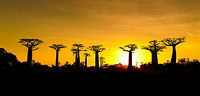 Avenue of the Baobabs at sunset - 6, Madagascar On our way to the Kirindy reserve, we passed through Allée des baobabs (Avenue of the Baobabs) just before sunset. <br />
<br />
This famous site has a few dozen Adansonia grandidieri trees. Adansonia grandidieri is the largest and most famous out of the six baobab species endemic to Madagascar. It is locally known as Reniala, which means "king of the woods". A fitting name as these giants grow up to 30m tall.<br />
<br />
Originally, they would tower above the dry forest, but unfortunately those have been cleared for agriculture. These ancient giants are what remain. Besides their weird upside down appearance and height, they are also known for their incredible lifespan. They are hard to date, numbers vary from 800 years to 1,000 or even 2,000. In any case, very old.<br />
<br />
As long as it takes for a baobab to mature, as quickly they come to their end. Once they fall apart, their inner tissue is revealed which consists of a very soft spongue-like fibre material. This material allows the baobab to survive for years without any rain, yet once exposed, will decompose in a matter of weeks. <br />
<br />
Finally, a little known fact is that this species flowers at night. At the very first night of the blooming season, the flowers open and release all their pollen at once. This pollen will then stick to bats, lemurs and moths licking the nectar from the flowers.<br />
https://www.youtube.com/watch?v=nWasXjMsIwY<br />
<br />
https://www.jungledragon.com/image/82955/avenue_of_the_baobabs_at_sunset_-_1_madagascar.html<br />
https://www.jungledragon.com/image/82956/avenue_of_the_baobabs_at_sunset_-_2_madagascar.html<br />
https://www.jungledragon.com/image/82957/avenue_of_the_baobabs_at_sunset_-_3_madagascar.html<br />
https://www.jungledragon.com/image/82958/avenue_of_the_baobabs_at_sunset_-_4_madagascar.html<br />
https://www.jungledragon.com/image/82959/avenue_of_the_baobabs_at_sunset_-_5_madagascar.html<br />
https://www.jungledragon.com/image/82961/avenue_of_the_baobabs_at_sunset_-_7_madagascar.html<br />
https://www.jungledragon.com/image/82962/avenue_of_the_baobabs_at_sunset_-_8_madagascar.html<br />
https://www.jungledragon.com/image/82963/avenue_of_the_baobabs_at_sunset_-_9_madagascar.html<br />
https://www.jungledragon.com/image/82964/avenue_of_the_baobabs_at_sunset_-_10_madagascar.html<br />
https://www.jungledragon.com/image/82965/avenue_of_the_baobabs_at_sunset_-_11_madagascar.html<br />
 Adansonia grandidieri,Africa,Avenue of the Baobabs,Madagascar,Madagascar 2019,World