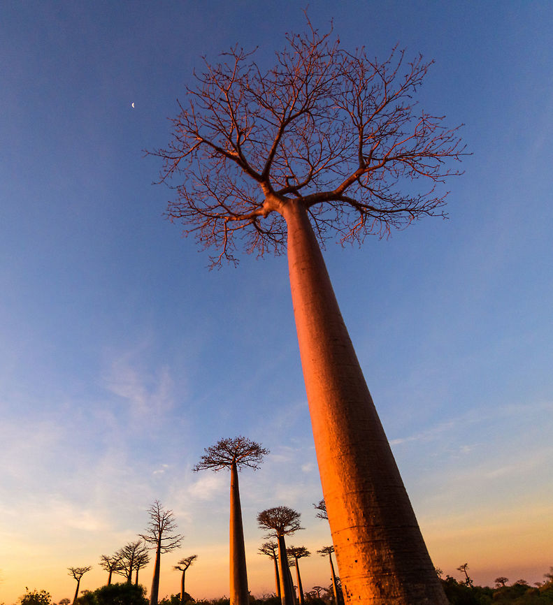 Avenue of the Baobabs at sunset - 7, Madagascar On our way to the Kirindy reserve, we passed through All&eacute;e des baobabs (Avenue of the Baobabs) just before sunset. <br />
<br />
This famous site has a few dozen Adansonia grandidieri trees. Adansonia grandidieri is the largest and most famous out of the six baobab species endemic to Madagascar. It is locally known as Reniala, which means "king of the woods". A fitting name as these giants grow up to 30m tall.<br />
<br />
Originally, they would tower above the dry forest, but unfortunately those have been cleared for agriculture. These ancient giants are what remain. Besides their weird upside down appearance and height, they are also known for their incredible lifespan. They are hard to date, numbers vary from 800 years to 1,000 or even 2,000. In any case, very old.<br />
<br />
As long as it takes for a baobab to mature, as quickly they come to their end. Once they fall apart, their inner tissue is revealed which consists of a very soft spongue-like fibre material. This material allows the baobab to survive for years without any rain, yet once exposed, will decompose in a matter of weeks. <br />
<br />
Finally, a little known fact is that this species flowers at night. At the very first night of the blooming season, the flowers open and release all their pollen at once. This pollen will then stick to bats, lemurs and moths licking the nectar from the flowers.<br />
<section class="video"><iframe width="448" height="282" src="https://www.youtube-nocookie.com/embed/nWasXjMsIwY?hd=1&autoplay=0&rel=0" frameborder="0" allowfullscreen></iframe></section><br />
<br />
<figure class="photo"><a href="https://www.jungledragon.com/image/82955/avenue_of_the_baobabs_at_sunset_-_1_madagascar.html" title="Avenue of the Baobabs at sunset - 1, Madagascar"><img src="https://s3.amazonaws.com/media.jungledragon.com/images/2/82955_thumb.jpg?AWSAccessKeyId=05GMT0V3GWVNE7GGM1R2&Expires=1770854410&Signature=rQCIizSOB7ZLFrZNY3yc4dqqkIs%3D" width="200" height="134" alt="Avenue of the Baobabs at sunset - 1, Madagascar On our way to the Kirindy reserve, we passed through All&eacute;e des baobabs (Avenue of the Baobabs) just before sunset. <br />
<br />
This famous site has a few dozen Adansonia grandidieri trees. Adansonia grandidieri is the largest and most famous out of the six baobab species endemic to Madagascar. It is locally known as Reniala, which means "king of the woods". A fitting name as these giants grow up to 30m tall.<br />
<br />
Originally, they would tower above the dry forest, but unfortunately those have been cleared for agriculture. These ancient giants are what remain. Besides their weird upside down appearance and height, they are also known for their incredible lifespan. They are hard to date, numbers vary from 800 years to 1,000 or even 2,000. In any case, very old.<br />
<br />
As long as it takes for a baobab to mature, as quickly they come to their end. Once they fall apart, their inner tissue is revealed which consists of a very soft spongue-like fibre material. This material allows the baobab to survive for years without any rain, yet once exposed, will decompose in a matter of weeks. <br />
<br />
Finally, a little known fact is that this species flowers at night. At the very first night of the blooming season, the flowers open and release all their pollen at once. This pollen will then stick to bats, lemurs and moths licking the nectar from the flowers.<br />
https://www.youtube.com/watch?v=nWasXjMsIwY<br />
<br />
https://www.jungledragon.com/image/82956/avenue_of_the_baobabs_at_sunset_-_2_madagascar.html<br />
https://www.jungledragon.com/image/82957/avenue_of_the_baobabs_at_sunset_-_3_madagascar.html<br />
https://www.jungledragon.com/image/82958/avenue_of_the_baobabs_at_sunset_-_4_madagascar.html<br />
https://www.jungledragon.com/image/82959/avenue_of_the_baobabs_at_sunset_-_5_madagascar.html<br />
https://www.jungledragon.com/image/82960/avenue_of_the_baobabs_at_sunset_-_6_madagascar.html<br />
https://www.jungledragon.com/image/82961/avenue_of_the_baobabs_at_sunset_-_7_madagascar.html<br />
https://www.jungledragon.com/image/82962/avenue_of_the_baobabs_at_sunset_-_8_madagascar.html<br />
https://www.jungledragon.com/image/82963/avenue_of_the_baobabs_at_sunset_-_9_madagascar.html<br />
https://www.jungledragon.com/image/82964/avenue_of_the_baobabs_at_sunset_-_10_madagascar.html<br />
https://www.jungledragon.com/image/82965/avenue_of_the_baobabs_at_sunset_-_11_madagascar.html<br />
 Adansonia grandidieri,Africa,Avenue of the Baobabs,Madagascar,Madagascar 2019,World" /></a></figure><br />
<figure class="photo"><a href="https://www.jungledragon.com/image/82956/avenue_of_the_baobabs_at_sunset_-_2_madagascar.html" title="Avenue of the Baobabs at sunset - 2, Madagascar"><img src="https://s3.amazonaws.com/media.jungledragon.com/images/2/82956_thumb.jpg?AWSAccessKeyId=05GMT0V3GWVNE7GGM1R2&Expires=1770854410&Signature=QC4DvWWuwPllDbxnb%2BEqPk3JpB0%3D" width="200" height="188" alt="Avenue of the Baobabs at sunset - 2, Madagascar On our way to the Kirindy reserve, we passed through All&eacute;e des baobabs (Avenue of the Baobabs) just before sunset. <br />
<br />
This famous site has a few dozen Adansonia grandidieri trees. Adansonia grandidieri is the largest and most famous out of the six baobab species endemic to Madagascar. It is locally known as Reniala, which means "king of the woods". A fitting name as these giants grow up to 30m tall.<br />
<br />
Originally, they would tower above the dry forest, but unfortunately those have been cleared for agriculture. These ancient giants are what remain. Besides their weird upside down appearance and height, they are also known for their incredible lifespan. They are hard to date, numbers vary from 800 years to 1,000 or even 2,000. In any case, very old.<br />
<br />
As long as it takes for a baobab to mature, as quickly they come to their end. Once they fall apart, their inner tissue is revealed which consists of a very soft spongue-like fibre material. This material allows the baobab to survive for years without any rain, yet once exposed, will decompose in a matter of weeks. <br />
<br />
Finally, a little known fact is that this species flowers at night. At the very first night of the blooming season, the flowers open and release all their pollen at once. This pollen will then stick to bats, lemurs and moths licking the nectar from the flowers.<br />
https://www.youtube.com/watch?v=nWasXjMsIwY<br />
<br />
https://www.jungledragon.com/image/82955/avenue_of_the_baobabs_at_sunset_-_1_madagascar.html<br />
https://www.jungledragon.com/image/82957/avenue_of_the_baobabs_at_sunset_-_3_madagascar.html<br />
https://www.jungledragon.com/image/82958/avenue_of_the_baobabs_at_sunset_-_4_madagascar.html<br />
https://www.jungledragon.com/image/82959/avenue_of_the_baobabs_at_sunset_-_5_madagascar.html<br />
https://www.jungledragon.com/image/82960/avenue_of_the_baobabs_at_sunset_-_6_madagascar.html<br />
https://www.jungledragon.com/image/82961/avenue_of_the_baobabs_at_sunset_-_7_madagascar.html<br />
https://www.jungledragon.com/image/82962/avenue_of_the_baobabs_at_sunset_-_8_madagascar.html<br />
https://www.jungledragon.com/image/82963/avenue_of_the_baobabs_at_sunset_-_9_madagascar.html<br />
https://www.jungledragon.com/image/82964/avenue_of_the_baobabs_at_sunset_-_10_madagascar.html<br />
https://www.jungledragon.com/image/82965/avenue_of_the_baobabs_at_sunset_-_11_madagascar.html<br />
 Adansonia grandidieri,Africa,Avenue of the Baobabs,Madagascar,Madagascar 2019,World" /></a></figure><br />
<figure class="photo"><a href="https://www.jungledragon.com/image/82957/avenue_of_the_baobabs_at_sunset_-_3_madagascar.html" title="Avenue of the Baobabs at sunset - 3, Madagascar"><img src="https://s3.amazonaws.com/media.jungledragon.com/images/2/82957_thumb.jpg?AWSAccessKeyId=05GMT0V3GWVNE7GGM1R2&Expires=1770854410&Signature=PaeN%2FrtCcOdWRQwyFWfJR7DTFDg%3D" width="200" height="154" alt="Avenue of the Baobabs at sunset - 3, Madagascar On our way to the Kirindy reserve, we passed through All&eacute;e des baobabs (Avenue of the Baobabs) just before sunset. <br />
<br />
This famous site has a few dozen Adansonia grandidieri trees. Adansonia grandidieri is the largest and most famous out of the six baobab species endemic to Madagascar. It is locally known as Reniala, which means "king of the woods". A fitting name as these giants grow up to 30m tall.<br />
<br />
Originally, they would tower above the dry forest, but unfortunately those have been cleared for agriculture. These ancient giants are what remain. Besides their weird upside down appearance and height, they are also known for their incredible lifespan. They are hard to date, numbers vary from 800 years to 1,000 or even 2,000. In any case, very old.<br />
<br />
As long as it takes for a baobab to mature, as quickly they come to their end. Once they fall apart, their inner tissue is revealed which consists of a very soft spongue-like fibre material. This material allows the baobab to survive for years without any rain, yet once exposed, will decompose in a matter of weeks. <br />
<br />
Finally, a little known fact is that this species flowers at night. At the very first night of the blooming season, the flowers open and release all their pollen at once. This pollen will then stick to bats, lemurs and moths licking the nectar from the flowers.<br />
https://www.youtube.com/watch?v=nWasXjMsIwY<br />
<br />
https://www.jungledragon.com/image/82955/avenue_of_the_baobabs_at_sunset_-_1_madagascar.html<br />
https://www.jungledragon.com/image/82956/avenue_of_the_baobabs_at_sunset_-_2_madagascar.html<br />
https://www.jungledragon.com/image/82958/avenue_of_the_baobabs_at_sunset_-_4_madagascar.html<br />
https://www.jungledragon.com/image/82959/avenue_of_the_baobabs_at_sunset_-_5_madagascar.html<br />
https://www.jungledragon.com/image/82960/avenue_of_the_baobabs_at_sunset_-_6_madagascar.html<br />
https://www.jungledragon.com/image/82961/avenue_of_the_baobabs_at_sunset_-_7_madagascar.html<br />
https://www.jungledragon.com/image/82962/avenue_of_the_baobabs_at_sunset_-_8_madagascar.html<br />
https://www.jungledragon.com/image/82963/avenue_of_the_baobabs_at_sunset_-_9_madagascar.html<br />
https://www.jungledragon.com/image/82964/avenue_of_the_baobabs_at_sunset_-_10_madagascar.html<br />
https://www.jungledragon.com/image/82965/avenue_of_the_baobabs_at_sunset_-_11_madagascar.html<br />
 Adansonia grandidieri,Africa,Avenue of the Baobabs,Madagascar,Madagascar 2019,World" /></a></figure><br />
<figure class="photo"><a href="https://www.jungledragon.com/image/82958/avenue_of_the_baobabs_at_sunset_-_4_madagascar.html" title="Avenue of the Baobabs at sunset - 4, Madagascar"><img src="https://s3.amazonaws.com/media.jungledragon.com/images/2/82958_thumb.jpg?AWSAccessKeyId=05GMT0V3GWVNE7GGM1R2&Expires=1770854410&Signature=zRuEJbxbxDVMDzvBJNlHEsqeIjE%3D" width="200" height="134" alt="Avenue of the Baobabs at sunset - 4, Madagascar On our way to the Kirindy reserve, we passed through All&eacute;e des baobabs (Avenue of the Baobabs) just before sunset. <br />
<br />
This famous site has a few dozen Adansonia grandidieri trees. Adansonia grandidieri is the largest and most famous out of the six baobab species endemic to Madagascar. It is locally known as Reniala, which means "king of the woods". A fitting name as these giants grow up to 30m tall.<br />
<br />
Originally, they would tower above the dry forest, but unfortunately those have been cleared for agriculture. These ancient giants are what remain. Besides their weird upside down appearance and height, they are also known for their incredible lifespan. They are hard to date, numbers vary from 800 years to 1,000 or even 2,000. In any case, very old.<br />
<br />
As long as it takes for a baobab to mature, as quickly they come to their end. Once they fall apart, their inner tissue is revealed which consists of a very soft spongue-like fibre material. This material allows the baobab to survive for years without any rain, yet once exposed, will decompose in a matter of weeks. <br />
<br />
Finally, a little known fact is that this species flowers at night. At the very first night of the blooming season, the flowers open and release all their pollen at once. This pollen will then stick to bats, lemurs and moths licking the nectar from the flowers.<br />
https://www.youtube.com/watch?v=nWasXjMsIwY<br />
<br />
https://www.jungledragon.com/image/82955/avenue_of_the_baobabs_at_sunset_-_1_madagascar.html<br />
https://www.jungledragon.com/image/82956/avenue_of_the_baobabs_at_sunset_-_2_madagascar.html<br />
https://www.jungledragon.com/image/82957/avenue_of_the_baobabs_at_sunset_-_3_madagascar.html<br />
https://www.jungledragon.com/image/82959/avenue_of_the_baobabs_at_sunset_-_5_madagascar.html<br />
https://www.jungledragon.com/image/82960/avenue_of_the_baobabs_at_sunset_-_6_madagascar.html<br />
https://www.jungledragon.com/image/82961/avenue_of_the_baobabs_at_sunset_-_7_madagascar.html<br />
https://www.jungledragon.com/image/82962/avenue_of_the_baobabs_at_sunset_-_8_madagascar.html<br />
https://www.jungledragon.com/image/82963/avenue_of_the_baobabs_at_sunset_-_9_madagascar.html<br />
https://www.jungledragon.com/image/82964/avenue_of_the_baobabs_at_sunset_-_10_madagascar.html<br />
https://www.jungledragon.com/image/82965/avenue_of_the_baobabs_at_sunset_-_11_madagascar.html<br />
 Adansonia grandidieri,Africa,Avenue of the Baobabs,Madagascar,Madagascar 2019,World" /></a></figure><br />
<figure class="photo"><a href="https://www.jungledragon.com/image/82959/avenue_of_the_baobabs_at_sunset_-_5_madagascar.html" title="Avenue of the Baobabs at sunset - 5, Madagascar"><img src="https://s3.amazonaws.com/media.jungledragon.com/images/2/82959_thumb.jpg?AWSAccessKeyId=05GMT0V3GWVNE7GGM1R2&Expires=1770854410&Signature=p3of%2B04VGc0BDr7CJVYzW665L3w%3D" width="200" height="138" alt="Avenue of the Baobabs at sunset - 5, Madagascar On our way to the Kirindy reserve, we passed through All&eacute;e des baobabs (Avenue of the Baobabs) just before sunset. <br />
<br />
This famous site has a few dozen Adansonia grandidieri trees. Adansonia grandidieri is the largest and most famous out of the six baobab species endemic to Madagascar. It is locally known as Reniala, which means "king of the woods". A fitting name as these giants grow up to 30m tall.<br />
<br />
Originally, they would tower above the dry forest, but unfortunately those have been cleared for agriculture. These ancient giants are what remain. Besides their weird upside down appearance and height, they are also known for their incredible lifespan. They are hard to date, numbers vary from 800 years to 1,000 or even 2,000. In any case, very old.<br />
<br />
As long as it takes for a baobab to mature, as quickly they come to their end. Once they fall apart, their inner tissue is revealed which consists of a very soft spongue-like fibre material. This material allows the baobab to survive for years without any rain, yet once exposed, will decompose in a matter of weeks. <br />
<br />
Finally, a little known fact is that this species flowers at night. At the very first night of the blooming season, the flowers open and release all their pollen at once. This pollen will then stick to bats, lemurs and moths licking the nectar from the flowers.<br />
https://www.youtube.com/watch?v=nWasXjMsIwY<br />
<br />
https://www.jungledragon.com/image/82955/avenue_of_the_baobabs_at_sunset_-_1_madagascar.html<br />
https://www.jungledragon.com/image/82956/avenue_of_the_baobabs_at_sunset_-_2_madagascar.html<br />
https://www.jungledragon.com/image/82957/avenue_of_the_baobabs_at_sunset_-_3_madagascar.html<br />
https://www.jungledragon.com/image/82958/avenue_of_the_baobabs_at_sunset_-_4_madagascar.html<br />
https://www.jungledragon.com/image/82960/avenue_of_the_baobabs_at_sunset_-_6_madagascar.html<br />
https://www.jungledragon.com/image/82961/avenue_of_the_baobabs_at_sunset_-_7_madagascar.html<br />
https://www.jungledragon.com/image/82962/avenue_of_the_baobabs_at_sunset_-_8_madagascar.html<br />
https://www.jungledragon.com/image/82963/avenue_of_the_baobabs_at_sunset_-_9_madagascar.html<br />
https://www.jungledragon.com/image/82964/avenue_of_the_baobabs_at_sunset_-_10_madagascar.html<br />
https://www.jungledragon.com/image/82965/avenue_of_the_baobabs_at_sunset_-_11_madagascar.html<br />
 Adansonia grandidieri,Africa,Avenue of the Baobabs,Madagascar,Madagascar 2019,World" /></a></figure><br />
<figure class="photo"><a href="https://www.jungledragon.com/image/82960/avenue_of_the_baobabs_at_sunset_-_6_madagascar.html" title="Avenue of the Baobabs at sunset - 6, Madagascar"><img src="https://s3.amazonaws.com/media.jungledragon.com/images/2/82960_thumb.jpg?AWSAccessKeyId=05GMT0V3GWVNE7GGM1R2&Expires=1770854410&Signature=ffztUqr1OBn17%2B9z1nHMLvoZET8%3D" width="200" height="96" alt="Avenue of the Baobabs at sunset - 6, Madagascar On our way to the Kirindy reserve, we passed through All&eacute;e des baobabs (Avenue of the Baobabs) just before sunset. <br />
<br />
This famous site has a few dozen Adansonia grandidieri trees. Adansonia grandidieri is the largest and most famous out of the six baobab species endemic to Madagascar. It is locally known as Reniala, which means "king of the woods". A fitting name as these giants grow up to 30m tall.<br />
<br />
Originally, they would tower above the dry forest, but unfortunately those have been cleared for agriculture. These ancient giants are what remain. Besides their weird upside down appearance and height, they are also known for their incredible lifespan. They are hard to date, numbers vary from 800 years to 1,000 or even 2,000. In any case, very old.<br />
<br />
As long as it takes for a baobab to mature, as quickly they come to their end. Once they fall apart, their inner tissue is revealed which consists of a very soft spongue-like fibre material. This material allows the baobab to survive for years without any rain, yet once exposed, will decompose in a matter of weeks. <br />
<br />
Finally, a little known fact is that this species flowers at night. At the very first night of the blooming season, the flowers open and release all their pollen at once. This pollen will then stick to bats, lemurs and moths licking the nectar from the flowers.<br />
https://www.youtube.com/watch?v=nWasXjMsIwY<br />
<br />
https://www.jungledragon.com/image/82955/avenue_of_the_baobabs_at_sunset_-_1_madagascar.html<br />
https://www.jungledragon.com/image/82956/avenue_of_the_baobabs_at_sunset_-_2_madagascar.html<br />
https://www.jungledragon.com/image/82957/avenue_of_the_baobabs_at_sunset_-_3_madagascar.html<br />
https://www.jungledragon.com/image/82958/avenue_of_the_baobabs_at_sunset_-_4_madagascar.html<br />
https://www.jungledragon.com/image/82959/avenue_of_the_baobabs_at_sunset_-_5_madagascar.html<br />
https://www.jungledragon.com/image/82961/avenue_of_the_baobabs_at_sunset_-_7_madagascar.html<br />
https://www.jungledragon.com/image/82962/avenue_of_the_baobabs_at_sunset_-_8_madagascar.html<br />
https://www.jungledragon.com/image/82963/avenue_of_the_baobabs_at_sunset_-_9_madagascar.html<br />
https://www.jungledragon.com/image/82964/avenue_of_the_baobabs_at_sunset_-_10_madagascar.html<br />
https://www.jungledragon.com/image/82965/avenue_of_the_baobabs_at_sunset_-_11_madagascar.html<br />
 Adansonia grandidieri,Africa,Avenue of the Baobabs,Madagascar,Madagascar 2019,World" /></a></figure><br />
<figure class="photo"><a href="https://www.jungledragon.com/image/82962/avenue_of_the_baobabs_at_sunset_-_8_madagascar.html" title="Avenue of the Baobabs at sunset - 8, Madagascar"><img src="https://s3.amazonaws.com/media.jungledragon.com/images/2/82962_thumb.jpg?AWSAccessKeyId=05GMT0V3GWVNE7GGM1R2&Expires=1770854410&Signature=vUcQuUstPLMUHNs2cMR9d5OX06s%3D" width="200" height="134" alt="Avenue of the Baobabs at sunset - 8, Madagascar On our way to the Kirindy reserve, we passed through All&eacute;e des baobabs (Avenue of the Baobabs) just before sunset. <br />
<br />
This famous site has a few dozen Adansonia grandidieri trees. Adansonia grandidieri is the largest and most famous out of the six baobab species endemic to Madagascar. It is locally known as Reniala, which means "king of the woods". A fitting name as these giants grow up to 30m tall.<br />
<br />
Originally, they would tower above the dry forest, but unfortunately those have been cleared for agriculture. These ancient giants are what remain. Besides their weird upside down appearance and height, they are also known for their incredible lifespan. They are hard to date, numbers vary from 800 years to 1,000 or even 2,000. In any case, very old.<br />
<br />
As long as it takes for a baobab to mature, as quickly they come to their end. Once they fall apart, their inner tissue is revealed which consists of a very soft spongue-like fibre material. This material allows the baobab to survive for years without any rain, yet once exposed, will decompose in a matter of weeks. <br />
<br />
Finally, a little known fact is that this species flowers at night. At the very first night of the blooming season, the flowers open and release all their pollen at once. This pollen will then stick to bats, lemurs and moths licking the nectar from the flowers.<br />
https://www.youtube.com/watch?v=nWasXjMsIwY<br />
<br />
https://www.jungledragon.com/image/82955/avenue_of_the_baobabs_at_sunset_-_1_madagascar.html<br />
https://www.jungledragon.com/image/82956/avenue_of_the_baobabs_at_sunset_-_2_madagascar.html<br />
https://www.jungledragon.com/image/82957/avenue_of_the_baobabs_at_sunset_-_3_madagascar.html<br />
https://www.jungledragon.com/image/82958/avenue_of_the_baobabs_at_sunset_-_4_madagascar.html<br />
https://www.jungledragon.com/image/82959/avenue_of_the_baobabs_at_sunset_-_5_madagascar.html<br />
https://www.jungledragon.com/image/82960/avenue_of_the_baobabs_at_sunset_-_6_madagascar.html<br />
https://www.jungledragon.com/image/82961/avenue_of_the_baobabs_at_sunset_-_7_madagascar.html<br />
https://www.jungledragon.com/image/82963/avenue_of_the_baobabs_at_sunset_-_9_madagascar.html<br />
https://www.jungledragon.com/image/82964/avenue_of_the_baobabs_at_sunset_-_10_madagascar.html<br />
https://www.jungledragon.com/image/82965/avenue_of_the_baobabs_at_sunset_-_11_madagascar.html<br />
 Adansonia grandidieri,Africa,Avenue of the Baobabs,Madagascar,Madagascar 2019,World" /></a></figure><br />
<figure class="photo"><a href="https://www.jungledragon.com/image/82963/avenue_of_the_baobabs_at_sunset_-_9_madagascar.html" title="Avenue of the Baobabs at sunset - 9, Madagascar"><img src="https://s3.amazonaws.com/media.jungledragon.com/images/2/82963_thumb.jpg?AWSAccessKeyId=05GMT0V3GWVNE7GGM1R2&Expires=1770854410&Signature=w2RzB0w9WI6HLTAj9kFe1H4X6DE%3D" width="200" height="164" alt="Avenue of the Baobabs at sunset - 9, Madagascar On our way to the Kirindy reserve, we passed through All&eacute;e des baobabs (Avenue of the Baobabs) just before sunset. <br />
<br />
This famous site has a few dozen Adansonia grandidieri trees. Adansonia grandidieri is the largest and most famous out of the six baobab species endemic to Madagascar. It is locally known as Reniala, which means "king of the woods". A fitting name as these giants grow up to 30m tall.<br />
<br />
Originally, they would tower above the dry forest, but unfortunately those have been cleared for agriculture. These ancient giants are what remain. Besides their weird upside down appearance and height, they are also known for their incredible lifespan. They are hard to date, numbers vary from 800 years to 1,000 or even 2,000. In any case, very old.<br />
<br />
As long as it takes for a baobab to mature, as quickly they come to their end. Once they fall apart, their inner tissue is revealed which consists of a very soft spongue-like fibre material. This material allows the baobab to survive for years without any rain, yet once exposed, will decompose in a matter of weeks. <br />
<br />
Finally, a little known fact is that this species flowers at night. At the very first night of the blooming season, the flowers open and release all their pollen at once. This pollen will then stick to bats, lemurs and moths licking the nectar from the flowers.<br />
https://www.youtube.com/watch?v=nWasXjMsIwY<br />
<br />
https://www.jungledragon.com/image/82955/avenue_of_the_baobabs_at_sunset_-_1_madagascar.html<br />
https://www.jungledragon.com/image/82956/avenue_of_the_baobabs_at_sunset_-_2_madagascar.html<br />
https://www.jungledragon.com/image/82957/avenue_of_the_baobabs_at_sunset_-_3_madagascar.html<br />
https://www.jungledragon.com/image/82958/avenue_of_the_baobabs_at_sunset_-_4_madagascar.html<br />
https://www.jungledragon.com/image/82959/avenue_of_the_baobabs_at_sunset_-_5_madagascar.html<br />
https://www.jungledragon.com/image/82960/avenue_of_the_baobabs_at_sunset_-_6_madagascar.html<br />
https://www.jungledragon.com/image/82961/avenue_of_the_baobabs_at_sunset_-_7_madagascar.html<br />
https://www.jungledragon.com/image/82962/avenue_of_the_baobabs_at_sunset_-_8_madagascar.html<br />
https://www.jungledragon.com/image/82964/avenue_of_the_baobabs_at_sunset_-_10_madagascar.html<br />
https://www.jungledragon.com/image/82965/avenue_of_the_baobabs_at_sunset_-_11_madagascar.html<br />
 Adansonia grandidieri,Africa,Avenue of the Baobabs,Madagascar,Madagascar 2019,World" /></a></figure><br />
<figure class="photo"><a href="https://www.jungledragon.com/image/82964/avenue_of_the_baobabs_at_sunset_-_10_madagascar.html" title="Avenue of the Baobabs at sunset - 10, Madagascar"><img src="https://s3.amazonaws.com/media.jungledragon.com/images/2/82964_thumb.jpg?AWSAccessKeyId=05GMT0V3GWVNE7GGM1R2&Expires=1770854410&Signature=nu8gVosIapD%2B8eWtsMHouU2iQQ4%3D" width="200" height="164" alt="Avenue of the Baobabs at sunset - 10, Madagascar On our way to the Kirindy reserve, we passed through All&eacute;e des baobabs (Avenue of the Baobabs) just before sunset. <br />
<br />
This famous site has a few dozen Adansonia grandidieri trees. Adansonia grandidieri is the largest and most famous out of the six baobab species endemic to Madagascar. It is locally known as Reniala, which means "king of the woods". A fitting name as these giants grow up to 30m tall.<br />
<br />
Originally, they would tower above the dry forest, but unfortunately those have been cleared for agriculture. These ancient giants are what remain. Besides their weird upside down appearance and height, they are also known for their incredible lifespan. They are hard to date, numbers vary from 800 years to 1,000 or even 2,000. In any case, very old.<br />
<br />
As long as it takes for a baobab to mature, as quickly they come to their end. Once they fall apart, their inner tissue is revealed which consists of a very soft spongue-like fibre material. This material allows the baobab to survive for years without any rain, yet once exposed, will decompose in a matter of weeks. <br />
<br />
Finally, a little known fact is that this species flowers at night. At the very first night of the blooming season, the flowers open and release all their pollen at once. This pollen will then stick to bats, lemurs and moths licking the nectar from the flowers.<br />
https://www.youtube.com/watch?v=nWasXjMsIwY<br />
<br />
https://www.jungledragon.com/image/82955/avenue_of_the_baobabs_at_sunset_-_1_madagascar.html<br />
https://www.jungledragon.com/image/82956/avenue_of_the_baobabs_at_sunset_-_2_madagascar.html<br />
https://www.jungledragon.com/image/82957/avenue_of_the_baobabs_at_sunset_-_3_madagascar.html<br />
https://www.jungledragon.com/image/82958/avenue_of_the_baobabs_at_sunset_-_4_madagascar.html<br />
https://www.jungledragon.com/image/82959/avenue_of_the_baobabs_at_sunset_-_5_madagascar.html<br />
https://www.jungledragon.com/image/82960/avenue_of_the_baobabs_at_sunset_-_6_madagascar.html<br />
https://www.jungledragon.com/image/82961/avenue_of_the_baobabs_at_sunset_-_7_madagascar.html<br />
https://www.jungledragon.com/image/82962/avenue_of_the_baobabs_at_sunset_-_8_madagascar.html<br />
https://www.jungledragon.com/image/82963/avenue_of_the_baobabs_at_sunset_-_9_madagascar.html<br />
https://www.jungledragon.com/image/82965/avenue_of_the_baobabs_at_sunset_-_11_madagascar.html<br />
 Adansonia grandidieri,Africa,Avenue of the Baobabs,Madagascar,Madagascar 2019,World" /></a></figure><br />
<figure class="photo"><a href="https://www.jungledragon.com/image/82965/avenue_of_the_baobabs_at_sunset_-_11_madagascar.html" title="Avenue of the Baobabs at sunset - 11, Madagascar"><img src="https://s3.amazonaws.com/media.jungledragon.com/images/2/82965_thumb.jpg?AWSAccessKeyId=05GMT0V3GWVNE7GGM1R2&Expires=1770854410&Signature=BCavrzHVNm%2BTIgymo%2F7vscFIp7Q%3D" width="106" height="152" alt="Avenue of the Baobabs at sunset - 11, Madagascar On our way to the Kirindy reserve, we passed through All&eacute;e des baobabs (Avenue of the Baobabs) just before sunset. <br />
<br />
This famous site has a few dozen Adansonia grandidieri trees. Adansonia grandidieri is the largest and most famous out of the six baobab species endemic to Madagascar. It is locally known as Reniala, which means "king of the woods". A fitting name as these giants grow up to 30m tall.<br />
<br />
Originally, they would tower above the dry forest, but unfortunately those have been cleared for agriculture. These ancient giants are what remain. Besides their weird upside down appearance and height, they are also known for their incredible lifespan. They are hard to date, numbers vary from 800 years to 1,000 or even 2,000. In any case, very old.<br />
<br />
As long as it takes for a baobab to mature, as quickly they come to their end. Once they fall apart, their inner tissue is revealed which consists of a very soft spongue-like fibre material. This material allows the baobab to survive for years without any rain, yet once exposed, will decompose in a matter of weeks. <br />
<br />
Finally, a little known fact is that this species flowers at night. At the very first night of the blooming season, the flowers open and release all their pollen at once. This pollen will then stick to bats, lemurs and moths licking the nectar from the flowers.<br />
https://www.youtube.com/watch?v=nWasXjMsIwY<br />
<br />
https://www.jungledragon.com/image/82955/avenue_of_the_baobabs_at_sunset_-_1_madagascar.html<br />
https://www.jungledragon.com/image/82956/avenue_of_the_baobabs_at_sunset_-_2_madagascar.html<br />
https://www.jungledragon.com/image/82957/avenue_of_the_baobabs_at_sunset_-_3_madagascar.html<br />
https://www.jungledragon.com/image/82958/avenue_of_the_baobabs_at_sunset_-_4_madagascar.html<br />
https://www.jungledragon.com/image/82959/avenue_of_the_baobabs_at_sunset_-_5_madagascar.html<br />
https://www.jungledragon.com/image/82960/avenue_of_the_baobabs_at_sunset_-_6_madagascar.html<br />
https://www.jungledragon.com/image/82961/avenue_of_the_baobabs_at_sunset_-_7_madagascar.html<br />
https://www.jungledragon.com/image/82962/avenue_of_the_baobabs_at_sunset_-_8_madagascar.html<br />
https://www.jungledragon.com/image/82963/avenue_of_the_baobabs_at_sunset_-_9_madagascar.html<br />
https://www.jungledragon.com/image/82964/avenue_of_the_baobabs_at_sunset_-_10_madagascar.html<br />
 Adansonia grandidieri,Africa,Avenue of the Baobabs,Madagascar,Madagascar 2019,World" /></a></figure><br />
 Adansonia grandidieri,Africa,Avenue of the Baobabs,Madagascar,Madagascar 2019,World