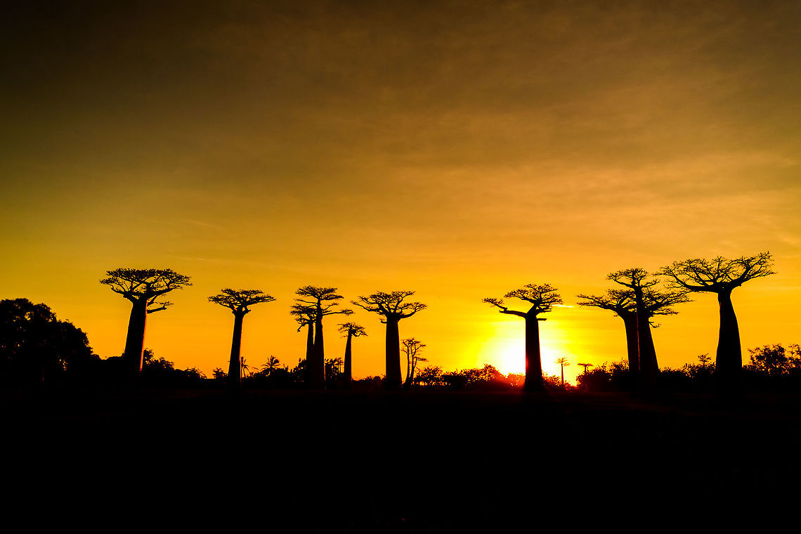 Avenue of the Baobabs at sunset - 8, Madagascar On our way to the Kirindy reserve, we passed through All&eacute;e des baobabs (Avenue of the Baobabs) just before sunset. <br />
<br />
This famous site has a few dozen Adansonia grandidieri trees. Adansonia grandidieri is the largest and most famous out of the six baobab species endemic to Madagascar. It is locally known as Reniala, which means &quot;king of the woods&quot;. A fitting name as these giants grow up to 30m tall.<br />
<br />
Originally, they would tower above the dry forest, but unfortunately those have been cleared for agriculture. These ancient giants are what remain. Besides their weird upside down appearance and height, they are also known for their incredible lifespan. They are hard to date, numbers vary from 800 years to 1,000 or even 2,000. In any case, very old.<br />
<br />
As long as it takes for a baobab to mature, as quickly they come to their end. Once they fall apart, their inner tissue is revealed which consists of a very soft spongue-like fibre material. This material allows the baobab to survive for years without any rain, yet once exposed, will decompose in a matter of weeks. <br />
<br />
Finally, a little known fact is that this species flowers at night. At the very first night of the blooming season, the flowers open and release all their pollen at once. This pollen will then stick to bats, lemurs and moths licking the nectar from the flowers.<br />
<section class="video"><iframe width="448" height="282" src="https://www.youtube-nocookie.com/embed/nWasXjMsIwY?hd=1&autoplay=0&rel=0" frameborder="0" allowfullscreen></iframe></section><br />
<br />
<figure class="photo"><a href="https://www.jungledragon.com/image/82955/avenue_of_the_baobabs_at_sunset_-_1_madagascar.html" title="Avenue of the Baobabs at sunset - 1, Madagascar"><img src="https://s3.amazonaws.com/media.jungledragon.com/images/2/82955_thumb.jpg?AWSAccessKeyId=05GMT0V3GWVNE7GGM1R2&Expires=1767225610&Signature=sPBBOBLpQFKSUPKg%2FqpEiXPp09A%3D" width="200" height="134" alt="Avenue of the Baobabs at sunset - 1, Madagascar On our way to the Kirindy reserve, we passed through All&eacute;e des baobabs (Avenue of the Baobabs) just before sunset. <br />
<br />
This famous site has a few dozen Adansonia grandidieri trees. Adansonia grandidieri is the largest and most famous out of the six baobab species endemic to Madagascar. It is locally known as Reniala, which means &quot;king of the woods&quot;. A fitting name as these giants grow up to 30m tall.<br />
<br />
Originally, they would tower above the dry forest, but unfortunately those have been cleared for agriculture. These ancient giants are what remain. Besides their weird upside down appearance and height, they are also known for their incredible lifespan. They are hard to date, numbers vary from 800 years to 1,000 or even 2,000. In any case, very old.<br />
<br />
As long as it takes for a baobab to mature, as quickly they come to their end. Once they fall apart, their inner tissue is revealed which consists of a very soft spongue-like fibre material. This material allows the baobab to survive for years without any rain, yet once exposed, will decompose in a matter of weeks. <br />
<br />
Finally, a little known fact is that this species flowers at night. At the very first night of the blooming season, the flowers open and release all their pollen at once. This pollen will then stick to bats, lemurs and moths licking the nectar from the flowers.<br />
https://www.youtube.com/watch?v=nWasXjMsIwY<br />
<br />
https://www.jungledragon.com/image/82956/avenue_of_the_baobabs_at_sunset_-_2_madagascar.html<br />
https://www.jungledragon.com/image/82957/avenue_of_the_baobabs_at_sunset_-_3_madagascar.html<br />
https://www.jungledragon.com/image/82958/avenue_of_the_baobabs_at_sunset_-_4_madagascar.html<br />
https://www.jungledragon.com/image/82959/avenue_of_the_baobabs_at_sunset_-_5_madagascar.html<br />
https://www.jungledragon.com/image/82960/avenue_of_the_baobabs_at_sunset_-_6_madagascar.html<br />
https://www.jungledragon.com/image/82961/avenue_of_the_baobabs_at_sunset_-_7_madagascar.html<br />
https://www.jungledragon.com/image/82962/avenue_of_the_baobabs_at_sunset_-_8_madagascar.html<br />
https://www.jungledragon.com/image/82963/avenue_of_the_baobabs_at_sunset_-_9_madagascar.html<br />
https://www.jungledragon.com/image/82964/avenue_of_the_baobabs_at_sunset_-_10_madagascar.html<br />
https://www.jungledragon.com/image/82965/avenue_of_the_baobabs_at_sunset_-_11_madagascar.html<br />
 Adansonia grandidieri,Africa,Avenue of the Baobabs,Madagascar,Madagascar 2019,World" /></a></figure><br />
<figure class="photo"><a href="https://www.jungledragon.com/image/82956/avenue_of_the_baobabs_at_sunset_-_2_madagascar.html" title="Avenue of the Baobabs at sunset - 2, Madagascar"><img src="https://s3.amazonaws.com/media.jungledragon.com/images/2/82956_thumb.jpg?AWSAccessKeyId=05GMT0V3GWVNE7GGM1R2&Expires=1767225610&Signature=c8VlkOvDdjlJL5UUqzNbgWmLB6g%3D" width="200" height="188" alt="Avenue of the Baobabs at sunset - 2, Madagascar On our way to the Kirindy reserve, we passed through All&eacute;e des baobabs (Avenue of the Baobabs) just before sunset. <br />
<br />
This famous site has a few dozen Adansonia grandidieri trees. Adansonia grandidieri is the largest and most famous out of the six baobab species endemic to Madagascar. It is locally known as Reniala, which means &quot;king of the woods&quot;. A fitting name as these giants grow up to 30m tall.<br />
<br />
Originally, they would tower above the dry forest, but unfortunately those have been cleared for agriculture. These ancient giants are what remain. Besides their weird upside down appearance and height, they are also known for their incredible lifespan. They are hard to date, numbers vary from 800 years to 1,000 or even 2,000. In any case, very old.<br />
<br />
As long as it takes for a baobab to mature, as quickly they come to their end. Once they fall apart, their inner tissue is revealed which consists of a very soft spongue-like fibre material. This material allows the baobab to survive for years without any rain, yet once exposed, will decompose in a matter of weeks. <br />
<br />
Finally, a little known fact is that this species flowers at night. At the very first night of the blooming season, the flowers open and release all their pollen at once. This pollen will then stick to bats, lemurs and moths licking the nectar from the flowers.<br />
https://www.youtube.com/watch?v=nWasXjMsIwY<br />
<br />
https://www.jungledragon.com/image/82955/avenue_of_the_baobabs_at_sunset_-_1_madagascar.html<br />
https://www.jungledragon.com/image/82957/avenue_of_the_baobabs_at_sunset_-_3_madagascar.html<br />
https://www.jungledragon.com/image/82958/avenue_of_the_baobabs_at_sunset_-_4_madagascar.html<br />
https://www.jungledragon.com/image/82959/avenue_of_the_baobabs_at_sunset_-_5_madagascar.html<br />
https://www.jungledragon.com/image/82960/avenue_of_the_baobabs_at_sunset_-_6_madagascar.html<br />
https://www.jungledragon.com/image/82961/avenue_of_the_baobabs_at_sunset_-_7_madagascar.html<br />
https://www.jungledragon.com/image/82962/avenue_of_the_baobabs_at_sunset_-_8_madagascar.html<br />
https://www.jungledragon.com/image/82963/avenue_of_the_baobabs_at_sunset_-_9_madagascar.html<br />
https://www.jungledragon.com/image/82964/avenue_of_the_baobabs_at_sunset_-_10_madagascar.html<br />
https://www.jungledragon.com/image/82965/avenue_of_the_baobabs_at_sunset_-_11_madagascar.html<br />
 Adansonia grandidieri,Africa,Avenue of the Baobabs,Madagascar,Madagascar 2019,World" /></a></figure><br />
<figure class="photo"><a href="https://www.jungledragon.com/image/82957/avenue_of_the_baobabs_at_sunset_-_3_madagascar.html" title="Avenue of the Baobabs at sunset - 3, Madagascar"><img src="https://s3.amazonaws.com/media.jungledragon.com/images/2/82957_thumb.jpg?AWSAccessKeyId=05GMT0V3GWVNE7GGM1R2&Expires=1767225610&Signature=4Ye3VHbSRkLsHibF3WiwzcQ2lkw%3D" width="200" height="154" alt="Avenue of the Baobabs at sunset - 3, Madagascar On our way to the Kirindy reserve, we passed through All&eacute;e des baobabs (Avenue of the Baobabs) just before sunset. <br />
<br />
This famous site has a few dozen Adansonia grandidieri trees. Adansonia grandidieri is the largest and most famous out of the six baobab species endemic to Madagascar. It is locally known as Reniala, which means &quot;king of the woods&quot;. A fitting name as these giants grow up to 30m tall.<br />
<br />
Originally, they would tower above the dry forest, but unfortunately those have been cleared for agriculture. These ancient giants are what remain. Besides their weird upside down appearance and height, they are also known for their incredible lifespan. They are hard to date, numbers vary from 800 years to 1,000 or even 2,000. In any case, very old.<br />
<br />
As long as it takes for a baobab to mature, as quickly they come to their end. Once they fall apart, their inner tissue is revealed which consists of a very soft spongue-like fibre material. This material allows the baobab to survive for years without any rain, yet once exposed, will decompose in a matter of weeks. <br />
<br />
Finally, a little known fact is that this species flowers at night. At the very first night of the blooming season, the flowers open and release all their pollen at once. This pollen will then stick to bats, lemurs and moths licking the nectar from the flowers.<br />
https://www.youtube.com/watch?v=nWasXjMsIwY<br />
<br />
https://www.jungledragon.com/image/82955/avenue_of_the_baobabs_at_sunset_-_1_madagascar.html<br />
https://www.jungledragon.com/image/82956/avenue_of_the_baobabs_at_sunset_-_2_madagascar.html<br />
https://www.jungledragon.com/image/82958/avenue_of_the_baobabs_at_sunset_-_4_madagascar.html<br />
https://www.jungledragon.com/image/82959/avenue_of_the_baobabs_at_sunset_-_5_madagascar.html<br />
https://www.jungledragon.com/image/82960/avenue_of_the_baobabs_at_sunset_-_6_madagascar.html<br />
https://www.jungledragon.com/image/82961/avenue_of_the_baobabs_at_sunset_-_7_madagascar.html<br />
https://www.jungledragon.com/image/82962/avenue_of_the_baobabs_at_sunset_-_8_madagascar.html<br />
https://www.jungledragon.com/image/82963/avenue_of_the_baobabs_at_sunset_-_9_madagascar.html<br />
https://www.jungledragon.com/image/82964/avenue_of_the_baobabs_at_sunset_-_10_madagascar.html<br />
https://www.jungledragon.com/image/82965/avenue_of_the_baobabs_at_sunset_-_11_madagascar.html<br />
 Adansonia grandidieri,Africa,Avenue of the Baobabs,Madagascar,Madagascar 2019,World" /></a></figure><br />
<figure class="photo"><a href="https://www.jungledragon.com/image/82958/avenue_of_the_baobabs_at_sunset_-_4_madagascar.html" title="Avenue of the Baobabs at sunset - 4, Madagascar"><img src="https://s3.amazonaws.com/media.jungledragon.com/images/2/82958_thumb.jpg?AWSAccessKeyId=05GMT0V3GWVNE7GGM1R2&Expires=1767225610&Signature=Io9X0cG5NjTWW%2Fn81r4ozBk1bGo%3D" width="200" height="134" alt="Avenue of the Baobabs at sunset - 4, Madagascar On our way to the Kirindy reserve, we passed through All&eacute;e des baobabs (Avenue of the Baobabs) just before sunset. <br />
<br />
This famous site has a few dozen Adansonia grandidieri trees. Adansonia grandidieri is the largest and most famous out of the six baobab species endemic to Madagascar. It is locally known as Reniala, which means &quot;king of the woods&quot;. A fitting name as these giants grow up to 30m tall.<br />
<br />
Originally, they would tower above the dry forest, but unfortunately those have been cleared for agriculture. These ancient giants are what remain. Besides their weird upside down appearance and height, they are also known for their incredible lifespan. They are hard to date, numbers vary from 800 years to 1,000 or even 2,000. In any case, very old.<br />
<br />
As long as it takes for a baobab to mature, as quickly they come to their end. Once they fall apart, their inner tissue is revealed which consists of a very soft spongue-like fibre material. This material allows the baobab to survive for years without any rain, yet once exposed, will decompose in a matter of weeks. <br />
<br />
Finally, a little known fact is that this species flowers at night. At the very first night of the blooming season, the flowers open and release all their pollen at once. This pollen will then stick to bats, lemurs and moths licking the nectar from the flowers.<br />
https://www.youtube.com/watch?v=nWasXjMsIwY<br />
<br />
https://www.jungledragon.com/image/82955/avenue_of_the_baobabs_at_sunset_-_1_madagascar.html<br />
https://www.jungledragon.com/image/82956/avenue_of_the_baobabs_at_sunset_-_2_madagascar.html<br />
https://www.jungledragon.com/image/82957/avenue_of_the_baobabs_at_sunset_-_3_madagascar.html<br />
https://www.jungledragon.com/image/82959/avenue_of_the_baobabs_at_sunset_-_5_madagascar.html<br />
https://www.jungledragon.com/image/82960/avenue_of_the_baobabs_at_sunset_-_6_madagascar.html<br />
https://www.jungledragon.com/image/82961/avenue_of_the_baobabs_at_sunset_-_7_madagascar.html<br />
https://www.jungledragon.com/image/82962/avenue_of_the_baobabs_at_sunset_-_8_madagascar.html<br />
https://www.jungledragon.com/image/82963/avenue_of_the_baobabs_at_sunset_-_9_madagascar.html<br />
https://www.jungledragon.com/image/82964/avenue_of_the_baobabs_at_sunset_-_10_madagascar.html<br />
https://www.jungledragon.com/image/82965/avenue_of_the_baobabs_at_sunset_-_11_madagascar.html<br />
 Adansonia grandidieri,Africa,Avenue of the Baobabs,Madagascar,Madagascar 2019,World" /></a></figure><br />
<figure class="photo"><a href="https://www.jungledragon.com/image/82959/avenue_of_the_baobabs_at_sunset_-_5_madagascar.html" title="Avenue of the Baobabs at sunset - 5, Madagascar"><img src="https://s3.amazonaws.com/media.jungledragon.com/images/2/82959_thumb.jpg?AWSAccessKeyId=05GMT0V3GWVNE7GGM1R2&Expires=1767225610&Signature=8aFDnPpEZZGxHCUtfp9k%2BrsVQmk%3D" width="200" height="138" alt="Avenue of the Baobabs at sunset - 5, Madagascar On our way to the Kirindy reserve, we passed through All&eacute;e des baobabs (Avenue of the Baobabs) just before sunset. <br />
<br />
This famous site has a few dozen Adansonia grandidieri trees. Adansonia grandidieri is the largest and most famous out of the six baobab species endemic to Madagascar. It is locally known as Reniala, which means &quot;king of the woods&quot;. A fitting name as these giants grow up to 30m tall.<br />
<br />
Originally, they would tower above the dry forest, but unfortunately those have been cleared for agriculture. These ancient giants are what remain. Besides their weird upside down appearance and height, they are also known for their incredible lifespan. They are hard to date, numbers vary from 800 years to 1,000 or even 2,000. In any case, very old.<br />
<br />
As long as it takes for a baobab to mature, as quickly they come to their end. Once they fall apart, their inner tissue is revealed which consists of a very soft spongue-like fibre material. This material allows the baobab to survive for years without any rain, yet once exposed, will decompose in a matter of weeks. <br />
<br />
Finally, a little known fact is that this species flowers at night. At the very first night of the blooming season, the flowers open and release all their pollen at once. This pollen will then stick to bats, lemurs and moths licking the nectar from the flowers.<br />
https://www.youtube.com/watch?v=nWasXjMsIwY<br />
<br />
https://www.jungledragon.com/image/82955/avenue_of_the_baobabs_at_sunset_-_1_madagascar.html<br />
https://www.jungledragon.com/image/82956/avenue_of_the_baobabs_at_sunset_-_2_madagascar.html<br />
https://www.jungledragon.com/image/82957/avenue_of_the_baobabs_at_sunset_-_3_madagascar.html<br />
https://www.jungledragon.com/image/82958/avenue_of_the_baobabs_at_sunset_-_4_madagascar.html<br />
https://www.jungledragon.com/image/82960/avenue_of_the_baobabs_at_sunset_-_6_madagascar.html<br />
https://www.jungledragon.com/image/82961/avenue_of_the_baobabs_at_sunset_-_7_madagascar.html<br />
https://www.jungledragon.com/image/82962/avenue_of_the_baobabs_at_sunset_-_8_madagascar.html<br />
https://www.jungledragon.com/image/82963/avenue_of_the_baobabs_at_sunset_-_9_madagascar.html<br />
https://www.jungledragon.com/image/82964/avenue_of_the_baobabs_at_sunset_-_10_madagascar.html<br />
https://www.jungledragon.com/image/82965/avenue_of_the_baobabs_at_sunset_-_11_madagascar.html<br />
 Adansonia grandidieri,Africa,Avenue of the Baobabs,Madagascar,Madagascar 2019,World" /></a></figure><br />
<figure class="photo"><a href="https://www.jungledragon.com/image/82960/avenue_of_the_baobabs_at_sunset_-_6_madagascar.html" title="Avenue of the Baobabs at sunset - 6, Madagascar"><img src="https://s3.amazonaws.com/media.jungledragon.com/images/2/82960_thumb.jpg?AWSAccessKeyId=05GMT0V3GWVNE7GGM1R2&Expires=1767225610&Signature=RLvdFmp2BcRh1OpkksSenhnY50s%3D" width="200" height="96" alt="Avenue of the Baobabs at sunset - 6, Madagascar On our way to the Kirindy reserve, we passed through All&eacute;e des baobabs (Avenue of the Baobabs) just before sunset. <br />
<br />
This famous site has a few dozen Adansonia grandidieri trees. Adansonia grandidieri is the largest and most famous out of the six baobab species endemic to Madagascar. It is locally known as Reniala, which means &quot;king of the woods&quot;. A fitting name as these giants grow up to 30m tall.<br />
<br />
Originally, they would tower above the dry forest, but unfortunately those have been cleared for agriculture. These ancient giants are what remain. Besides their weird upside down appearance and height, they are also known for their incredible lifespan. They are hard to date, numbers vary from 800 years to 1,000 or even 2,000. In any case, very old.<br />
<br />
As long as it takes for a baobab to mature, as quickly they come to their end. Once they fall apart, their inner tissue is revealed which consists of a very soft spongue-like fibre material. This material allows the baobab to survive for years without any rain, yet once exposed, will decompose in a matter of weeks. <br />
<br />
Finally, a little known fact is that this species flowers at night. At the very first night of the blooming season, the flowers open and release all their pollen at once. This pollen will then stick to bats, lemurs and moths licking the nectar from the flowers.<br />
https://www.youtube.com/watch?v=nWasXjMsIwY<br />
<br />
https://www.jungledragon.com/image/82955/avenue_of_the_baobabs_at_sunset_-_1_madagascar.html<br />
https://www.jungledragon.com/image/82956/avenue_of_the_baobabs_at_sunset_-_2_madagascar.html<br />
https://www.jungledragon.com/image/82957/avenue_of_the_baobabs_at_sunset_-_3_madagascar.html<br />
https://www.jungledragon.com/image/82958/avenue_of_the_baobabs_at_sunset_-_4_madagascar.html<br />
https://www.jungledragon.com/image/82959/avenue_of_the_baobabs_at_sunset_-_5_madagascar.html<br />
https://www.jungledragon.com/image/82961/avenue_of_the_baobabs_at_sunset_-_7_madagascar.html<br />
https://www.jungledragon.com/image/82962/avenue_of_the_baobabs_at_sunset_-_8_madagascar.html<br />
https://www.jungledragon.com/image/82963/avenue_of_the_baobabs_at_sunset_-_9_madagascar.html<br />
https://www.jungledragon.com/image/82964/avenue_of_the_baobabs_at_sunset_-_10_madagascar.html<br />
https://www.jungledragon.com/image/82965/avenue_of_the_baobabs_at_sunset_-_11_madagascar.html<br />
 Adansonia grandidieri,Africa,Avenue of the Baobabs,Madagascar,Madagascar 2019,World" /></a></figure><br />
<figure class="photo"><a href="https://www.jungledragon.com/image/82961/avenue_of_the_baobabs_at_sunset_-_7_madagascar.html" title="Avenue of the Baobabs at sunset - 7, Madagascar"><img src="https://s3.amazonaws.com/media.jungledragon.com/images/2/82961_thumb.jpg?AWSAccessKeyId=05GMT0V3GWVNE7GGM1R2&Expires=1767225610&Signature=kW2YTN1Ur7qNgmLpwBG3q5s8vyI%3D" width="140" height="152" alt="Avenue of the Baobabs at sunset - 7, Madagascar On our way to the Kirindy reserve, we passed through All&eacute;e des baobabs (Avenue of the Baobabs) just before sunset. <br />
<br />
This famous site has a few dozen Adansonia grandidieri trees. Adansonia grandidieri is the largest and most famous out of the six baobab species endemic to Madagascar. It is locally known as Reniala, which means &quot;king of the woods&quot;. A fitting name as these giants grow up to 30m tall.<br />
<br />
Originally, they would tower above the dry forest, but unfortunately those have been cleared for agriculture. These ancient giants are what remain. Besides their weird upside down appearance and height, they are also known for their incredible lifespan. They are hard to date, numbers vary from 800 years to 1,000 or even 2,000. In any case, very old.<br />
<br />
As long as it takes for a baobab to mature, as quickly they come to their end. Once they fall apart, their inner tissue is revealed which consists of a very soft spongue-like fibre material. This material allows the baobab to survive for years without any rain, yet once exposed, will decompose in a matter of weeks. <br />
<br />
Finally, a little known fact is that this species flowers at night. At the very first night of the blooming season, the flowers open and release all their pollen at once. This pollen will then stick to bats, lemurs and moths licking the nectar from the flowers.<br />
https://www.youtube.com/watch?v=nWasXjMsIwY<br />
<br />
https://www.jungledragon.com/image/82955/avenue_of_the_baobabs_at_sunset_-_1_madagascar.html<br />
https://www.jungledragon.com/image/82956/avenue_of_the_baobabs_at_sunset_-_2_madagascar.html<br />
https://www.jungledragon.com/image/82957/avenue_of_the_baobabs_at_sunset_-_3_madagascar.html<br />
https://www.jungledragon.com/image/82958/avenue_of_the_baobabs_at_sunset_-_4_madagascar.html<br />
https://www.jungledragon.com/image/82959/avenue_of_the_baobabs_at_sunset_-_5_madagascar.html<br />
https://www.jungledragon.com/image/82960/avenue_of_the_baobabs_at_sunset_-_6_madagascar.html<br />
https://www.jungledragon.com/image/82962/avenue_of_the_baobabs_at_sunset_-_8_madagascar.html<br />
https://www.jungledragon.com/image/82963/avenue_of_the_baobabs_at_sunset_-_9_madagascar.html<br />
https://www.jungledragon.com/image/82964/avenue_of_the_baobabs_at_sunset_-_10_madagascar.html<br />
https://www.jungledragon.com/image/82965/avenue_of_the_baobabs_at_sunset_-_11_madagascar.html<br />
 Adansonia grandidieri,Africa,Avenue of the Baobabs,Madagascar,Madagascar 2019,World" /></a></figure><br />
<figure class="photo"><a href="https://www.jungledragon.com/image/82963/avenue_of_the_baobabs_at_sunset_-_9_madagascar.html" title="Avenue of the Baobabs at sunset - 9, Madagascar"><img src="https://s3.amazonaws.com/media.jungledragon.com/images/2/82963_thumb.jpg?AWSAccessKeyId=05GMT0V3GWVNE7GGM1R2&Expires=1767225610&Signature=rI6Rtl7bEdyyysNud4RFBxo3mxk%3D" width="200" height="164" alt="Avenue of the Baobabs at sunset - 9, Madagascar On our way to the Kirindy reserve, we passed through All&eacute;e des baobabs (Avenue of the Baobabs) just before sunset. <br />
<br />
This famous site has a few dozen Adansonia grandidieri trees. Adansonia grandidieri is the largest and most famous out of the six baobab species endemic to Madagascar. It is locally known as Reniala, which means &quot;king of the woods&quot;. A fitting name as these giants grow up to 30m tall.<br />
<br />
Originally, they would tower above the dry forest, but unfortunately those have been cleared for agriculture. These ancient giants are what remain. Besides their weird upside down appearance and height, they are also known for their incredible lifespan. They are hard to date, numbers vary from 800 years to 1,000 or even 2,000. In any case, very old.<br />
<br />
As long as it takes for a baobab to mature, as quickly they come to their end. Once they fall apart, their inner tissue is revealed which consists of a very soft spongue-like fibre material. This material allows the baobab to survive for years without any rain, yet once exposed, will decompose in a matter of weeks. <br />
<br />
Finally, a little known fact is that this species flowers at night. At the very first night of the blooming season, the flowers open and release all their pollen at once. This pollen will then stick to bats, lemurs and moths licking the nectar from the flowers.<br />
https://www.youtube.com/watch?v=nWasXjMsIwY<br />
<br />
https://www.jungledragon.com/image/82955/avenue_of_the_baobabs_at_sunset_-_1_madagascar.html<br />
https://www.jungledragon.com/image/82956/avenue_of_the_baobabs_at_sunset_-_2_madagascar.html<br />
https://www.jungledragon.com/image/82957/avenue_of_the_baobabs_at_sunset_-_3_madagascar.html<br />
https://www.jungledragon.com/image/82958/avenue_of_the_baobabs_at_sunset_-_4_madagascar.html<br />
https://www.jungledragon.com/image/82959/avenue_of_the_baobabs_at_sunset_-_5_madagascar.html<br />
https://www.jungledragon.com/image/82960/avenue_of_the_baobabs_at_sunset_-_6_madagascar.html<br />
https://www.jungledragon.com/image/82961/avenue_of_the_baobabs_at_sunset_-_7_madagascar.html<br />
https://www.jungledragon.com/image/82962/avenue_of_the_baobabs_at_sunset_-_8_madagascar.html<br />
https://www.jungledragon.com/image/82964/avenue_of_the_baobabs_at_sunset_-_10_madagascar.html<br />
https://www.jungledragon.com/image/82965/avenue_of_the_baobabs_at_sunset_-_11_madagascar.html<br />
 Adansonia grandidieri,Africa,Avenue of the Baobabs,Madagascar,Madagascar 2019,World" /></a></figure><br />
<figure class="photo"><a href="https://www.jungledragon.com/image/82964/avenue_of_the_baobabs_at_sunset_-_10_madagascar.html" title="Avenue of the Baobabs at sunset - 10, Madagascar"><img src="https://s3.amazonaws.com/media.jungledragon.com/images/2/82964_thumb.jpg?AWSAccessKeyId=05GMT0V3GWVNE7GGM1R2&Expires=1767225610&Signature=StpwIBJAN7JR4Y9WTv8TlmPgmNg%3D" width="200" height="164" alt="Avenue of the Baobabs at sunset - 10, Madagascar On our way to the Kirindy reserve, we passed through All&eacute;e des baobabs (Avenue of the Baobabs) just before sunset. <br />
<br />
This famous site has a few dozen Adansonia grandidieri trees. Adansonia grandidieri is the largest and most famous out of the six baobab species endemic to Madagascar. It is locally known as Reniala, which means &quot;king of the woods&quot;. A fitting name as these giants grow up to 30m tall.<br />
<br />
Originally, they would tower above the dry forest, but unfortunately those have been cleared for agriculture. These ancient giants are what remain. Besides their weird upside down appearance and height, they are also known for their incredible lifespan. They are hard to date, numbers vary from 800 years to 1,000 or even 2,000. In any case, very old.<br />
<br />
As long as it takes for a baobab to mature, as quickly they come to their end. Once they fall apart, their inner tissue is revealed which consists of a very soft spongue-like fibre material. This material allows the baobab to survive for years without any rain, yet once exposed, will decompose in a matter of weeks. <br />
<br />
Finally, a little known fact is that this species flowers at night. At the very first night of the blooming season, the flowers open and release all their pollen at once. This pollen will then stick to bats, lemurs and moths licking the nectar from the flowers.<br />
https://www.youtube.com/watch?v=nWasXjMsIwY<br />
<br />
https://www.jungledragon.com/image/82955/avenue_of_the_baobabs_at_sunset_-_1_madagascar.html<br />
https://www.jungledragon.com/image/82956/avenue_of_the_baobabs_at_sunset_-_2_madagascar.html<br />
https://www.jungledragon.com/image/82957/avenue_of_the_baobabs_at_sunset_-_3_madagascar.html<br />
https://www.jungledragon.com/image/82958/avenue_of_the_baobabs_at_sunset_-_4_madagascar.html<br />
https://www.jungledragon.com/image/82959/avenue_of_the_baobabs_at_sunset_-_5_madagascar.html<br />
https://www.jungledragon.com/image/82960/avenue_of_the_baobabs_at_sunset_-_6_madagascar.html<br />
https://www.jungledragon.com/image/82961/avenue_of_the_baobabs_at_sunset_-_7_madagascar.html<br />
https://www.jungledragon.com/image/82962/avenue_of_the_baobabs_at_sunset_-_8_madagascar.html<br />
https://www.jungledragon.com/image/82963/avenue_of_the_baobabs_at_sunset_-_9_madagascar.html<br />
https://www.jungledragon.com/image/82965/avenue_of_the_baobabs_at_sunset_-_11_madagascar.html<br />
 Adansonia grandidieri,Africa,Avenue of the Baobabs,Madagascar,Madagascar 2019,World" /></a></figure><br />
<figure class="photo"><a href="https://www.jungledragon.com/image/82965/avenue_of_the_baobabs_at_sunset_-_11_madagascar.html" title="Avenue of the Baobabs at sunset - 11, Madagascar"><img src="https://s3.amazonaws.com/media.jungledragon.com/images/2/82965_thumb.jpg?AWSAccessKeyId=05GMT0V3GWVNE7GGM1R2&Expires=1767225610&Signature=7Idh0yHulE1CYDoNz%2BDFDawUeMc%3D" width="106" height="152" alt="Avenue of the Baobabs at sunset - 11, Madagascar On our way to the Kirindy reserve, we passed through All&eacute;e des baobabs (Avenue of the Baobabs) just before sunset. <br />
<br />
This famous site has a few dozen Adansonia grandidieri trees. Adansonia grandidieri is the largest and most famous out of the six baobab species endemic to Madagascar. It is locally known as Reniala, which means &quot;king of the woods&quot;. A fitting name as these giants grow up to 30m tall.<br />
<br />
Originally, they would tower above the dry forest, but unfortunately those have been cleared for agriculture. These ancient giants are what remain. Besides their weird upside down appearance and height, they are also known for their incredible lifespan. They are hard to date, numbers vary from 800 years to 1,000 or even 2,000. In any case, very old.<br />
<br />
As long as it takes for a baobab to mature, as quickly they come to their end. Once they fall apart, their inner tissue is revealed which consists of a very soft spongue-like fibre material. This material allows the baobab to survive for years without any rain, yet once exposed, will decompose in a matter of weeks. <br />
<br />
Finally, a little known fact is that this species flowers at night. At the very first night of the blooming season, the flowers open and release all their pollen at once. This pollen will then stick to bats, lemurs and moths licking the nectar from the flowers.<br />
https://www.youtube.com/watch?v=nWasXjMsIwY<br />
<br />
https://www.jungledragon.com/image/82955/avenue_of_the_baobabs_at_sunset_-_1_madagascar.html<br />
https://www.jungledragon.com/image/82956/avenue_of_the_baobabs_at_sunset_-_2_madagascar.html<br />
https://www.jungledragon.com/image/82957/avenue_of_the_baobabs_at_sunset_-_3_madagascar.html<br />
https://www.jungledragon.com/image/82958/avenue_of_the_baobabs_at_sunset_-_4_madagascar.html<br />
https://www.jungledragon.com/image/82959/avenue_of_the_baobabs_at_sunset_-_5_madagascar.html<br />
https://www.jungledragon.com/image/82960/avenue_of_the_baobabs_at_sunset_-_6_madagascar.html<br />
https://www.jungledragon.com/image/82961/avenue_of_the_baobabs_at_sunset_-_7_madagascar.html<br />
https://www.jungledragon.com/image/82962/avenue_of_the_baobabs_at_sunset_-_8_madagascar.html<br />
https://www.jungledragon.com/image/82963/avenue_of_the_baobabs_at_sunset_-_9_madagascar.html<br />
https://www.jungledragon.com/image/82964/avenue_of_the_baobabs_at_sunset_-_10_madagascar.html<br />
 Adansonia grandidieri,Africa,Avenue of the Baobabs,Madagascar,Madagascar 2019,World" /></a></figure><br />
 Adansonia grandidieri,Africa,Avenue of the Baobabs,Madagascar,Madagascar 2019,World