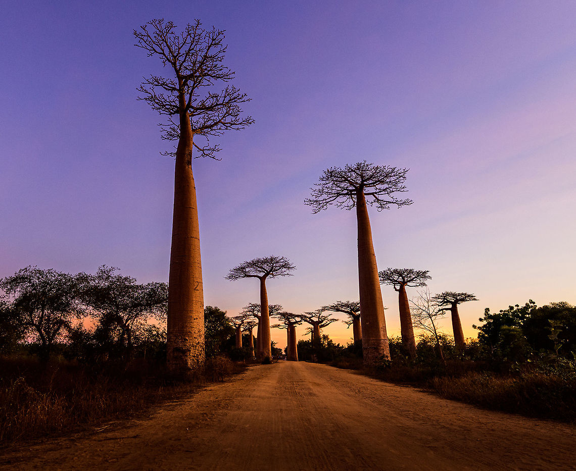 Avenue of the Baobabs at sunset - 9, Madagascar On our way to the Kirindy reserve, we passed through All&eacute;e des baobabs (Avenue of the Baobabs) just before sunset. <br />
<br />
This famous site has a few dozen Adansonia grandidieri trees. Adansonia grandidieri is the largest and most famous out of the six baobab species endemic to Madagascar. It is locally known as Reniala, which means "king of the woods". A fitting name as these giants grow up to 30m tall.<br />
<br />
Originally, they would tower above the dry forest, but unfortunately those have been cleared for agriculture. These ancient giants are what remain. Besides their weird upside down appearance and height, they are also known for their incredible lifespan. They are hard to date, numbers vary from 800 years to 1,000 or even 2,000. In any case, very old.<br />
<br />
As long as it takes for a baobab to mature, as quickly they come to their end. Once they fall apart, their inner tissue is revealed which consists of a very soft spongue-like fibre material. This material allows the baobab to survive for years without any rain, yet once exposed, will decompose in a matter of weeks. <br />
<br />
Finally, a little known fact is that this species flowers at night. At the very first night of the blooming season, the flowers open and release all their pollen at once. This pollen will then stick to bats, lemurs and moths licking the nectar from the flowers.<br />
<section class="video"><iframe width="448" height="282" src="https://www.youtube-nocookie.com/embed/nWasXjMsIwY?hd=1&autoplay=0&rel=0" frameborder="0" allowfullscreen></iframe></section><br />
<br />
<figure class="photo"><a href="https://www.jungledragon.com/image/82955/avenue_of_the_baobabs_at_sunset_-_1_madagascar.html" title="Avenue of the Baobabs at sunset - 1, Madagascar"><img src="https://s3.amazonaws.com/media.jungledragon.com/images/2/82955_thumb.jpg?AWSAccessKeyId=05GMT0V3GWVNE7GGM1R2&Expires=1770854410&Signature=rQCIizSOB7ZLFrZNY3yc4dqqkIs%3D" width="200" height="134" alt="Avenue of the Baobabs at sunset - 1, Madagascar On our way to the Kirindy reserve, we passed through All&eacute;e des baobabs (Avenue of the Baobabs) just before sunset. <br />
<br />
This famous site has a few dozen Adansonia grandidieri trees. Adansonia grandidieri is the largest and most famous out of the six baobab species endemic to Madagascar. It is locally known as Reniala, which means "king of the woods". A fitting name as these giants grow up to 30m tall.<br />
<br />
Originally, they would tower above the dry forest, but unfortunately those have been cleared for agriculture. These ancient giants are what remain. Besides their weird upside down appearance and height, they are also known for their incredible lifespan. They are hard to date, numbers vary from 800 years to 1,000 or even 2,000. In any case, very old.<br />
<br />
As long as it takes for a baobab to mature, as quickly they come to their end. Once they fall apart, their inner tissue is revealed which consists of a very soft spongue-like fibre material. This material allows the baobab to survive for years without any rain, yet once exposed, will decompose in a matter of weeks. <br />
<br />
Finally, a little known fact is that this species flowers at night. At the very first night of the blooming season, the flowers open and release all their pollen at once. This pollen will then stick to bats, lemurs and moths licking the nectar from the flowers.<br />
https://www.youtube.com/watch?v=nWasXjMsIwY<br />
<br />
https://www.jungledragon.com/image/82956/avenue_of_the_baobabs_at_sunset_-_2_madagascar.html<br />
https://www.jungledragon.com/image/82957/avenue_of_the_baobabs_at_sunset_-_3_madagascar.html<br />
https://www.jungledragon.com/image/82958/avenue_of_the_baobabs_at_sunset_-_4_madagascar.html<br />
https://www.jungledragon.com/image/82959/avenue_of_the_baobabs_at_sunset_-_5_madagascar.html<br />
https://www.jungledragon.com/image/82960/avenue_of_the_baobabs_at_sunset_-_6_madagascar.html<br />
https://www.jungledragon.com/image/82961/avenue_of_the_baobabs_at_sunset_-_7_madagascar.html<br />
https://www.jungledragon.com/image/82962/avenue_of_the_baobabs_at_sunset_-_8_madagascar.html<br />
https://www.jungledragon.com/image/82963/avenue_of_the_baobabs_at_sunset_-_9_madagascar.html<br />
https://www.jungledragon.com/image/82964/avenue_of_the_baobabs_at_sunset_-_10_madagascar.html<br />
https://www.jungledragon.com/image/82965/avenue_of_the_baobabs_at_sunset_-_11_madagascar.html<br />
 Adansonia grandidieri,Africa,Avenue of the Baobabs,Madagascar,Madagascar 2019,World" /></a></figure><br />
<figure class="photo"><a href="https://www.jungledragon.com/image/82956/avenue_of_the_baobabs_at_sunset_-_2_madagascar.html" title="Avenue of the Baobabs at sunset - 2, Madagascar"><img src="https://s3.amazonaws.com/media.jungledragon.com/images/2/82956_thumb.jpg?AWSAccessKeyId=05GMT0V3GWVNE7GGM1R2&Expires=1770854410&Signature=QC4DvWWuwPllDbxnb%2BEqPk3JpB0%3D" width="200" height="188" alt="Avenue of the Baobabs at sunset - 2, Madagascar On our way to the Kirindy reserve, we passed through All&eacute;e des baobabs (Avenue of the Baobabs) just before sunset. <br />
<br />
This famous site has a few dozen Adansonia grandidieri trees. Adansonia grandidieri is the largest and most famous out of the six baobab species endemic to Madagascar. It is locally known as Reniala, which means "king of the woods". A fitting name as these giants grow up to 30m tall.<br />
<br />
Originally, they would tower above the dry forest, but unfortunately those have been cleared for agriculture. These ancient giants are what remain. Besides their weird upside down appearance and height, they are also known for their incredible lifespan. They are hard to date, numbers vary from 800 years to 1,000 or even 2,000. In any case, very old.<br />
<br />
As long as it takes for a baobab to mature, as quickly they come to their end. Once they fall apart, their inner tissue is revealed which consists of a very soft spongue-like fibre material. This material allows the baobab to survive for years without any rain, yet once exposed, will decompose in a matter of weeks. <br />
<br />
Finally, a little known fact is that this species flowers at night. At the very first night of the blooming season, the flowers open and release all their pollen at once. This pollen will then stick to bats, lemurs and moths licking the nectar from the flowers.<br />
https://www.youtube.com/watch?v=nWasXjMsIwY<br />
<br />
https://www.jungledragon.com/image/82955/avenue_of_the_baobabs_at_sunset_-_1_madagascar.html<br />
https://www.jungledragon.com/image/82957/avenue_of_the_baobabs_at_sunset_-_3_madagascar.html<br />
https://www.jungledragon.com/image/82958/avenue_of_the_baobabs_at_sunset_-_4_madagascar.html<br />
https://www.jungledragon.com/image/82959/avenue_of_the_baobabs_at_sunset_-_5_madagascar.html<br />
https://www.jungledragon.com/image/82960/avenue_of_the_baobabs_at_sunset_-_6_madagascar.html<br />
https://www.jungledragon.com/image/82961/avenue_of_the_baobabs_at_sunset_-_7_madagascar.html<br />
https://www.jungledragon.com/image/82962/avenue_of_the_baobabs_at_sunset_-_8_madagascar.html<br />
https://www.jungledragon.com/image/82963/avenue_of_the_baobabs_at_sunset_-_9_madagascar.html<br />
https://www.jungledragon.com/image/82964/avenue_of_the_baobabs_at_sunset_-_10_madagascar.html<br />
https://www.jungledragon.com/image/82965/avenue_of_the_baobabs_at_sunset_-_11_madagascar.html<br />
 Adansonia grandidieri,Africa,Avenue of the Baobabs,Madagascar,Madagascar 2019,World" /></a></figure><br />
<figure class="photo"><a href="https://www.jungledragon.com/image/82957/avenue_of_the_baobabs_at_sunset_-_3_madagascar.html" title="Avenue of the Baobabs at sunset - 3, Madagascar"><img src="https://s3.amazonaws.com/media.jungledragon.com/images/2/82957_thumb.jpg?AWSAccessKeyId=05GMT0V3GWVNE7GGM1R2&Expires=1770854410&Signature=PaeN%2FrtCcOdWRQwyFWfJR7DTFDg%3D" width="200" height="154" alt="Avenue of the Baobabs at sunset - 3, Madagascar On our way to the Kirindy reserve, we passed through All&eacute;e des baobabs (Avenue of the Baobabs) just before sunset. <br />
<br />
This famous site has a few dozen Adansonia grandidieri trees. Adansonia grandidieri is the largest and most famous out of the six baobab species endemic to Madagascar. It is locally known as Reniala, which means "king of the woods". A fitting name as these giants grow up to 30m tall.<br />
<br />
Originally, they would tower above the dry forest, but unfortunately those have been cleared for agriculture. These ancient giants are what remain. Besides their weird upside down appearance and height, they are also known for their incredible lifespan. They are hard to date, numbers vary from 800 years to 1,000 or even 2,000. In any case, very old.<br />
<br />
As long as it takes for a baobab to mature, as quickly they come to their end. Once they fall apart, their inner tissue is revealed which consists of a very soft spongue-like fibre material. This material allows the baobab to survive for years without any rain, yet once exposed, will decompose in a matter of weeks. <br />
<br />
Finally, a little known fact is that this species flowers at night. At the very first night of the blooming season, the flowers open and release all their pollen at once. This pollen will then stick to bats, lemurs and moths licking the nectar from the flowers.<br />
https://www.youtube.com/watch?v=nWasXjMsIwY<br />
<br />
https://www.jungledragon.com/image/82955/avenue_of_the_baobabs_at_sunset_-_1_madagascar.html<br />
https://www.jungledragon.com/image/82956/avenue_of_the_baobabs_at_sunset_-_2_madagascar.html<br />
https://www.jungledragon.com/image/82958/avenue_of_the_baobabs_at_sunset_-_4_madagascar.html<br />
https://www.jungledragon.com/image/82959/avenue_of_the_baobabs_at_sunset_-_5_madagascar.html<br />
https://www.jungledragon.com/image/82960/avenue_of_the_baobabs_at_sunset_-_6_madagascar.html<br />
https://www.jungledragon.com/image/82961/avenue_of_the_baobabs_at_sunset_-_7_madagascar.html<br />
https://www.jungledragon.com/image/82962/avenue_of_the_baobabs_at_sunset_-_8_madagascar.html<br />
https://www.jungledragon.com/image/82963/avenue_of_the_baobabs_at_sunset_-_9_madagascar.html<br />
https://www.jungledragon.com/image/82964/avenue_of_the_baobabs_at_sunset_-_10_madagascar.html<br />
https://www.jungledragon.com/image/82965/avenue_of_the_baobabs_at_sunset_-_11_madagascar.html<br />
 Adansonia grandidieri,Africa,Avenue of the Baobabs,Madagascar,Madagascar 2019,World" /></a></figure><br />
<figure class="photo"><a href="https://www.jungledragon.com/image/82958/avenue_of_the_baobabs_at_sunset_-_4_madagascar.html" title="Avenue of the Baobabs at sunset - 4, Madagascar"><img src="https://s3.amazonaws.com/media.jungledragon.com/images/2/82958_thumb.jpg?AWSAccessKeyId=05GMT0V3GWVNE7GGM1R2&Expires=1770854410&Signature=zRuEJbxbxDVMDzvBJNlHEsqeIjE%3D" width="200" height="134" alt="Avenue of the Baobabs at sunset - 4, Madagascar On our way to the Kirindy reserve, we passed through All&eacute;e des baobabs (Avenue of the Baobabs) just before sunset. <br />
<br />
This famous site has a few dozen Adansonia grandidieri trees. Adansonia grandidieri is the largest and most famous out of the six baobab species endemic to Madagascar. It is locally known as Reniala, which means "king of the woods". A fitting name as these giants grow up to 30m tall.<br />
<br />
Originally, they would tower above the dry forest, but unfortunately those have been cleared for agriculture. These ancient giants are what remain. Besides their weird upside down appearance and height, they are also known for their incredible lifespan. They are hard to date, numbers vary from 800 years to 1,000 or even 2,000. In any case, very old.<br />
<br />
As long as it takes for a baobab to mature, as quickly they come to their end. Once they fall apart, their inner tissue is revealed which consists of a very soft spongue-like fibre material. This material allows the baobab to survive for years without any rain, yet once exposed, will decompose in a matter of weeks. <br />
<br />
Finally, a little known fact is that this species flowers at night. At the very first night of the blooming season, the flowers open and release all their pollen at once. This pollen will then stick to bats, lemurs and moths licking the nectar from the flowers.<br />
https://www.youtube.com/watch?v=nWasXjMsIwY<br />
<br />
https://www.jungledragon.com/image/82955/avenue_of_the_baobabs_at_sunset_-_1_madagascar.html<br />
https://www.jungledragon.com/image/82956/avenue_of_the_baobabs_at_sunset_-_2_madagascar.html<br />
https://www.jungledragon.com/image/82957/avenue_of_the_baobabs_at_sunset_-_3_madagascar.html<br />
https://www.jungledragon.com/image/82959/avenue_of_the_baobabs_at_sunset_-_5_madagascar.html<br />
https://www.jungledragon.com/image/82960/avenue_of_the_baobabs_at_sunset_-_6_madagascar.html<br />
https://www.jungledragon.com/image/82961/avenue_of_the_baobabs_at_sunset_-_7_madagascar.html<br />
https://www.jungledragon.com/image/82962/avenue_of_the_baobabs_at_sunset_-_8_madagascar.html<br />
https://www.jungledragon.com/image/82963/avenue_of_the_baobabs_at_sunset_-_9_madagascar.html<br />
https://www.jungledragon.com/image/82964/avenue_of_the_baobabs_at_sunset_-_10_madagascar.html<br />
https://www.jungledragon.com/image/82965/avenue_of_the_baobabs_at_sunset_-_11_madagascar.html<br />
 Adansonia grandidieri,Africa,Avenue of the Baobabs,Madagascar,Madagascar 2019,World" /></a></figure><br />
<figure class="photo"><a href="https://www.jungledragon.com/image/82959/avenue_of_the_baobabs_at_sunset_-_5_madagascar.html" title="Avenue of the Baobabs at sunset - 5, Madagascar"><img src="https://s3.amazonaws.com/media.jungledragon.com/images/2/82959_thumb.jpg?AWSAccessKeyId=05GMT0V3GWVNE7GGM1R2&Expires=1770854410&Signature=p3of%2B04VGc0BDr7CJVYzW665L3w%3D" width="200" height="138" alt="Avenue of the Baobabs at sunset - 5, Madagascar On our way to the Kirindy reserve, we passed through All&eacute;e des baobabs (Avenue of the Baobabs) just before sunset. <br />
<br />
This famous site has a few dozen Adansonia grandidieri trees. Adansonia grandidieri is the largest and most famous out of the six baobab species endemic to Madagascar. It is locally known as Reniala, which means "king of the woods". A fitting name as these giants grow up to 30m tall.<br />
<br />
Originally, they would tower above the dry forest, but unfortunately those have been cleared for agriculture. These ancient giants are what remain. Besides their weird upside down appearance and height, they are also known for their incredible lifespan. They are hard to date, numbers vary from 800 years to 1,000 or even 2,000. In any case, very old.<br />
<br />
As long as it takes for a baobab to mature, as quickly they come to their end. Once they fall apart, their inner tissue is revealed which consists of a very soft spongue-like fibre material. This material allows the baobab to survive for years without any rain, yet once exposed, will decompose in a matter of weeks. <br />
<br />
Finally, a little known fact is that this species flowers at night. At the very first night of the blooming season, the flowers open and release all their pollen at once. This pollen will then stick to bats, lemurs and moths licking the nectar from the flowers.<br />
https://www.youtube.com/watch?v=nWasXjMsIwY<br />
<br />
https://www.jungledragon.com/image/82955/avenue_of_the_baobabs_at_sunset_-_1_madagascar.html<br />
https://www.jungledragon.com/image/82956/avenue_of_the_baobabs_at_sunset_-_2_madagascar.html<br />
https://www.jungledragon.com/image/82957/avenue_of_the_baobabs_at_sunset_-_3_madagascar.html<br />
https://www.jungledragon.com/image/82958/avenue_of_the_baobabs_at_sunset_-_4_madagascar.html<br />
https://www.jungledragon.com/image/82960/avenue_of_the_baobabs_at_sunset_-_6_madagascar.html<br />
https://www.jungledragon.com/image/82961/avenue_of_the_baobabs_at_sunset_-_7_madagascar.html<br />
https://www.jungledragon.com/image/82962/avenue_of_the_baobabs_at_sunset_-_8_madagascar.html<br />
https://www.jungledragon.com/image/82963/avenue_of_the_baobabs_at_sunset_-_9_madagascar.html<br />
https://www.jungledragon.com/image/82964/avenue_of_the_baobabs_at_sunset_-_10_madagascar.html<br />
https://www.jungledragon.com/image/82965/avenue_of_the_baobabs_at_sunset_-_11_madagascar.html<br />
 Adansonia grandidieri,Africa,Avenue of the Baobabs,Madagascar,Madagascar 2019,World" /></a></figure><br />
<figure class="photo"><a href="https://www.jungledragon.com/image/82960/avenue_of_the_baobabs_at_sunset_-_6_madagascar.html" title="Avenue of the Baobabs at sunset - 6, Madagascar"><img src="https://s3.amazonaws.com/media.jungledragon.com/images/2/82960_thumb.jpg?AWSAccessKeyId=05GMT0V3GWVNE7GGM1R2&Expires=1770854410&Signature=ffztUqr1OBn17%2B9z1nHMLvoZET8%3D" width="200" height="96" alt="Avenue of the Baobabs at sunset - 6, Madagascar On our way to the Kirindy reserve, we passed through All&eacute;e des baobabs (Avenue of the Baobabs) just before sunset. <br />
<br />
This famous site has a few dozen Adansonia grandidieri trees. Adansonia grandidieri is the largest and most famous out of the six baobab species endemic to Madagascar. It is locally known as Reniala, which means "king of the woods". A fitting name as these giants grow up to 30m tall.<br />
<br />
Originally, they would tower above the dry forest, but unfortunately those have been cleared for agriculture. These ancient giants are what remain. Besides their weird upside down appearance and height, they are also known for their incredible lifespan. They are hard to date, numbers vary from 800 years to 1,000 or even 2,000. In any case, very old.<br />
<br />
As long as it takes for a baobab to mature, as quickly they come to their end. Once they fall apart, their inner tissue is revealed which consists of a very soft spongue-like fibre material. This material allows the baobab to survive for years without any rain, yet once exposed, will decompose in a matter of weeks. <br />
<br />
Finally, a little known fact is that this species flowers at night. At the very first night of the blooming season, the flowers open and release all their pollen at once. This pollen will then stick to bats, lemurs and moths licking the nectar from the flowers.<br />
https://www.youtube.com/watch?v=nWasXjMsIwY<br />
<br />
https://www.jungledragon.com/image/82955/avenue_of_the_baobabs_at_sunset_-_1_madagascar.html<br />
https://www.jungledragon.com/image/82956/avenue_of_the_baobabs_at_sunset_-_2_madagascar.html<br />
https://www.jungledragon.com/image/82957/avenue_of_the_baobabs_at_sunset_-_3_madagascar.html<br />
https://www.jungledragon.com/image/82958/avenue_of_the_baobabs_at_sunset_-_4_madagascar.html<br />
https://www.jungledragon.com/image/82959/avenue_of_the_baobabs_at_sunset_-_5_madagascar.html<br />
https://www.jungledragon.com/image/82961/avenue_of_the_baobabs_at_sunset_-_7_madagascar.html<br />
https://www.jungledragon.com/image/82962/avenue_of_the_baobabs_at_sunset_-_8_madagascar.html<br />
https://www.jungledragon.com/image/82963/avenue_of_the_baobabs_at_sunset_-_9_madagascar.html<br />
https://www.jungledragon.com/image/82964/avenue_of_the_baobabs_at_sunset_-_10_madagascar.html<br />
https://www.jungledragon.com/image/82965/avenue_of_the_baobabs_at_sunset_-_11_madagascar.html<br />
 Adansonia grandidieri,Africa,Avenue of the Baobabs,Madagascar,Madagascar 2019,World" /></a></figure><br />
<figure class="photo"><a href="https://www.jungledragon.com/image/82961/avenue_of_the_baobabs_at_sunset_-_7_madagascar.html" title="Avenue of the Baobabs at sunset - 7, Madagascar"><img src="https://s3.amazonaws.com/media.jungledragon.com/images/2/82961_thumb.jpg?AWSAccessKeyId=05GMT0V3GWVNE7GGM1R2&Expires=1770854410&Signature=5Vr%2Fjc%2FlTmgGQq9NLZznbUO%2BlzM%3D" width="140" height="152" alt="Avenue of the Baobabs at sunset - 7, Madagascar On our way to the Kirindy reserve, we passed through All&eacute;e des baobabs (Avenue of the Baobabs) just before sunset. <br />
<br />
This famous site has a few dozen Adansonia grandidieri trees. Adansonia grandidieri is the largest and most famous out of the six baobab species endemic to Madagascar. It is locally known as Reniala, which means "king of the woods". A fitting name as these giants grow up to 30m tall.<br />
<br />
Originally, they would tower above the dry forest, but unfortunately those have been cleared for agriculture. These ancient giants are what remain. Besides their weird upside down appearance and height, they are also known for their incredible lifespan. They are hard to date, numbers vary from 800 years to 1,000 or even 2,000. In any case, very old.<br />
<br />
As long as it takes for a baobab to mature, as quickly they come to their end. Once they fall apart, their inner tissue is revealed which consists of a very soft spongue-like fibre material. This material allows the baobab to survive for years without any rain, yet once exposed, will decompose in a matter of weeks. <br />
<br />
Finally, a little known fact is that this species flowers at night. At the very first night of the blooming season, the flowers open and release all their pollen at once. This pollen will then stick to bats, lemurs and moths licking the nectar from the flowers.<br />
https://www.youtube.com/watch?v=nWasXjMsIwY<br />
<br />
https://www.jungledragon.com/image/82955/avenue_of_the_baobabs_at_sunset_-_1_madagascar.html<br />
https://www.jungledragon.com/image/82956/avenue_of_the_baobabs_at_sunset_-_2_madagascar.html<br />
https://www.jungledragon.com/image/82957/avenue_of_the_baobabs_at_sunset_-_3_madagascar.html<br />
https://www.jungledragon.com/image/82958/avenue_of_the_baobabs_at_sunset_-_4_madagascar.html<br />
https://www.jungledragon.com/image/82959/avenue_of_the_baobabs_at_sunset_-_5_madagascar.html<br />
https://www.jungledragon.com/image/82960/avenue_of_the_baobabs_at_sunset_-_6_madagascar.html<br />
https://www.jungledragon.com/image/82962/avenue_of_the_baobabs_at_sunset_-_8_madagascar.html<br />
https://www.jungledragon.com/image/82963/avenue_of_the_baobabs_at_sunset_-_9_madagascar.html<br />
https://www.jungledragon.com/image/82964/avenue_of_the_baobabs_at_sunset_-_10_madagascar.html<br />
https://www.jungledragon.com/image/82965/avenue_of_the_baobabs_at_sunset_-_11_madagascar.html<br />
 Adansonia grandidieri,Africa,Avenue of the Baobabs,Madagascar,Madagascar 2019,World" /></a></figure><br />
<figure class="photo"><a href="https://www.jungledragon.com/image/82962/avenue_of_the_baobabs_at_sunset_-_8_madagascar.html" title="Avenue of the Baobabs at sunset - 8, Madagascar"><img src="https://s3.amazonaws.com/media.jungledragon.com/images/2/82962_thumb.jpg?AWSAccessKeyId=05GMT0V3GWVNE7GGM1R2&Expires=1770854410&Signature=vUcQuUstPLMUHNs2cMR9d5OX06s%3D" width="200" height="134" alt="Avenue of the Baobabs at sunset - 8, Madagascar On our way to the Kirindy reserve, we passed through All&eacute;e des baobabs (Avenue of the Baobabs) just before sunset. <br />
<br />
This famous site has a few dozen Adansonia grandidieri trees. Adansonia grandidieri is the largest and most famous out of the six baobab species endemic to Madagascar. It is locally known as Reniala, which means "king of the woods". A fitting name as these giants grow up to 30m tall.<br />
<br />
Originally, they would tower above the dry forest, but unfortunately those have been cleared for agriculture. These ancient giants are what remain. Besides their weird upside down appearance and height, they are also known for their incredible lifespan. They are hard to date, numbers vary from 800 years to 1,000 or even 2,000. In any case, very old.<br />
<br />
As long as it takes for a baobab to mature, as quickly they come to their end. Once they fall apart, their inner tissue is revealed which consists of a very soft spongue-like fibre material. This material allows the baobab to survive for years without any rain, yet once exposed, will decompose in a matter of weeks. <br />
<br />
Finally, a little known fact is that this species flowers at night. At the very first night of the blooming season, the flowers open and release all their pollen at once. This pollen will then stick to bats, lemurs and moths licking the nectar from the flowers.<br />
https://www.youtube.com/watch?v=nWasXjMsIwY<br />
<br />
https://www.jungledragon.com/image/82955/avenue_of_the_baobabs_at_sunset_-_1_madagascar.html<br />
https://www.jungledragon.com/image/82956/avenue_of_the_baobabs_at_sunset_-_2_madagascar.html<br />
https://www.jungledragon.com/image/82957/avenue_of_the_baobabs_at_sunset_-_3_madagascar.html<br />
https://www.jungledragon.com/image/82958/avenue_of_the_baobabs_at_sunset_-_4_madagascar.html<br />
https://www.jungledragon.com/image/82959/avenue_of_the_baobabs_at_sunset_-_5_madagascar.html<br />
https://www.jungledragon.com/image/82960/avenue_of_the_baobabs_at_sunset_-_6_madagascar.html<br />
https://www.jungledragon.com/image/82961/avenue_of_the_baobabs_at_sunset_-_7_madagascar.html<br />
https://www.jungledragon.com/image/82963/avenue_of_the_baobabs_at_sunset_-_9_madagascar.html<br />
https://www.jungledragon.com/image/82964/avenue_of_the_baobabs_at_sunset_-_10_madagascar.html<br />
https://www.jungledragon.com/image/82965/avenue_of_the_baobabs_at_sunset_-_11_madagascar.html<br />
 Adansonia grandidieri,Africa,Avenue of the Baobabs,Madagascar,Madagascar 2019,World" /></a></figure><br />
<figure class="photo"><a href="https://www.jungledragon.com/image/82964/avenue_of_the_baobabs_at_sunset_-_10_madagascar.html" title="Avenue of the Baobabs at sunset - 10, Madagascar"><img src="https://s3.amazonaws.com/media.jungledragon.com/images/2/82964_thumb.jpg?AWSAccessKeyId=05GMT0V3GWVNE7GGM1R2&Expires=1770854410&Signature=nu8gVosIapD%2B8eWtsMHouU2iQQ4%3D" width="200" height="164" alt="Avenue of the Baobabs at sunset - 10, Madagascar On our way to the Kirindy reserve, we passed through All&eacute;e des baobabs (Avenue of the Baobabs) just before sunset. <br />
<br />
This famous site has a few dozen Adansonia grandidieri trees. Adansonia grandidieri is the largest and most famous out of the six baobab species endemic to Madagascar. It is locally known as Reniala, which means "king of the woods". A fitting name as these giants grow up to 30m tall.<br />
<br />
Originally, they would tower above the dry forest, but unfortunately those have been cleared for agriculture. These ancient giants are what remain. Besides their weird upside down appearance and height, they are also known for their incredible lifespan. They are hard to date, numbers vary from 800 years to 1,000 or even 2,000. In any case, very old.<br />
<br />
As long as it takes for a baobab to mature, as quickly they come to their end. Once they fall apart, their inner tissue is revealed which consists of a very soft spongue-like fibre material. This material allows the baobab to survive for years without any rain, yet once exposed, will decompose in a matter of weeks. <br />
<br />
Finally, a little known fact is that this species flowers at night. At the very first night of the blooming season, the flowers open and release all their pollen at once. This pollen will then stick to bats, lemurs and moths licking the nectar from the flowers.<br />
https://www.youtube.com/watch?v=nWasXjMsIwY<br />
<br />
https://www.jungledragon.com/image/82955/avenue_of_the_baobabs_at_sunset_-_1_madagascar.html<br />
https://www.jungledragon.com/image/82956/avenue_of_the_baobabs_at_sunset_-_2_madagascar.html<br />
https://www.jungledragon.com/image/82957/avenue_of_the_baobabs_at_sunset_-_3_madagascar.html<br />
https://www.jungledragon.com/image/82958/avenue_of_the_baobabs_at_sunset_-_4_madagascar.html<br />
https://www.jungledragon.com/image/82959/avenue_of_the_baobabs_at_sunset_-_5_madagascar.html<br />
https://www.jungledragon.com/image/82960/avenue_of_the_baobabs_at_sunset_-_6_madagascar.html<br />
https://www.jungledragon.com/image/82961/avenue_of_the_baobabs_at_sunset_-_7_madagascar.html<br />
https://www.jungledragon.com/image/82962/avenue_of_the_baobabs_at_sunset_-_8_madagascar.html<br />
https://www.jungledragon.com/image/82963/avenue_of_the_baobabs_at_sunset_-_9_madagascar.html<br />
https://www.jungledragon.com/image/82965/avenue_of_the_baobabs_at_sunset_-_11_madagascar.html<br />
 Adansonia grandidieri,Africa,Avenue of the Baobabs,Madagascar,Madagascar 2019,World" /></a></figure><br />
<figure class="photo"><a href="https://www.jungledragon.com/image/82965/avenue_of_the_baobabs_at_sunset_-_11_madagascar.html" title="Avenue of the Baobabs at sunset - 11, Madagascar"><img src="https://s3.amazonaws.com/media.jungledragon.com/images/2/82965_thumb.jpg?AWSAccessKeyId=05GMT0V3GWVNE7GGM1R2&Expires=1770854410&Signature=BCavrzHVNm%2BTIgymo%2F7vscFIp7Q%3D" width="106" height="152" alt="Avenue of the Baobabs at sunset - 11, Madagascar On our way to the Kirindy reserve, we passed through All&eacute;e des baobabs (Avenue of the Baobabs) just before sunset. <br />
<br />
This famous site has a few dozen Adansonia grandidieri trees. Adansonia grandidieri is the largest and most famous out of the six baobab species endemic to Madagascar. It is locally known as Reniala, which means "king of the woods". A fitting name as these giants grow up to 30m tall.<br />
<br />
Originally, they would tower above the dry forest, but unfortunately those have been cleared for agriculture. These ancient giants are what remain. Besides their weird upside down appearance and height, they are also known for their incredible lifespan. They are hard to date, numbers vary from 800 years to 1,000 or even 2,000. In any case, very old.<br />
<br />
As long as it takes for a baobab to mature, as quickly they come to their end. Once they fall apart, their inner tissue is revealed which consists of a very soft spongue-like fibre material. This material allows the baobab to survive for years without any rain, yet once exposed, will decompose in a matter of weeks. <br />
<br />
Finally, a little known fact is that this species flowers at night. At the very first night of the blooming season, the flowers open and release all their pollen at once. This pollen will then stick to bats, lemurs and moths licking the nectar from the flowers.<br />
https://www.youtube.com/watch?v=nWasXjMsIwY<br />
<br />
https://www.jungledragon.com/image/82955/avenue_of_the_baobabs_at_sunset_-_1_madagascar.html<br />
https://www.jungledragon.com/image/82956/avenue_of_the_baobabs_at_sunset_-_2_madagascar.html<br />
https://www.jungledragon.com/image/82957/avenue_of_the_baobabs_at_sunset_-_3_madagascar.html<br />
https://www.jungledragon.com/image/82958/avenue_of_the_baobabs_at_sunset_-_4_madagascar.html<br />
https://www.jungledragon.com/image/82959/avenue_of_the_baobabs_at_sunset_-_5_madagascar.html<br />
https://www.jungledragon.com/image/82960/avenue_of_the_baobabs_at_sunset_-_6_madagascar.html<br />
https://www.jungledragon.com/image/82961/avenue_of_the_baobabs_at_sunset_-_7_madagascar.html<br />
https://www.jungledragon.com/image/82962/avenue_of_the_baobabs_at_sunset_-_8_madagascar.html<br />
https://www.jungledragon.com/image/82963/avenue_of_the_baobabs_at_sunset_-_9_madagascar.html<br />
https://www.jungledragon.com/image/82964/avenue_of_the_baobabs_at_sunset_-_10_madagascar.html<br />
 Adansonia grandidieri,Africa,Avenue of the Baobabs,Madagascar,Madagascar 2019,World" /></a></figure><br />
 Adansonia grandidieri,Africa,Avenue of the Baobabs,Madagascar,Madagascar 2019,World