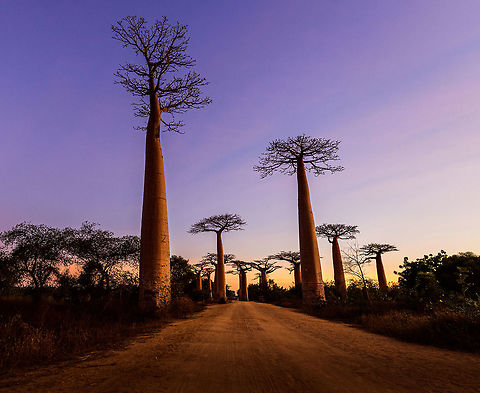 Avenue of the Baobabs at sunset - 9, Madagascar On our way to the Kirindy reserve, we passed through All&eacute;e des baobabs (Avenue of the Baobabs) just before sunset. 

This famous site has a few dozen Adansonia grandidieri trees. Adansonia grandidieri is the largest and most famous out of the six baobab species endemic to Madagascar. It is locally known as Reniala, which means "king of the woods". A fitting name as these giants grow up to 30m tall.

Originally, they would tower above the dry forest, but unfortunately those have been cleared for agriculture. These ancient giants are what remain. Besides their weird upside down appearance and height, they are also known for their incredible lifespan. They are hard to date, numbers vary from 800 years to 1,000 or even 2,000. In any case, very old.

As long as it takes for a baobab to mature, as quickly they come to their end. Once they fall apart, their inner tissue is revealed which consists of a very soft spongue-like fibre material. This material allows the baobab to survive for years without any rain, yet once exposed, will decompose in a matter of weeks. 

Finally, a little known fact is that this species flowers at night. At the very first night of the blooming season, the flowers open and release all their pollen at once. This pollen will then stick to bats, lemurs and moths licking the nectar from the flowers.
https://www.youtube.com/watch?v=nWasXjMsIwY

https://www.jungledragon.com/image/82955/avenue_of_the_baobabs_at_sunset_-_1_madagascar.html
https://www.jungledragon.com/image/82956/avenue_of_the_baobabs_at_sunset_-_2_madagascar.html
https://www.jungledragon.com/image/82957/avenue_of_the_baobabs_at_sunset_-_3_madagascar.html
https://www.jungledragon.com/image/82958/avenue_of_the_baobabs_at_sunset_-_4_madagascar.html
https://www.jungledragon.com/image/82959/avenue_of_the_baobabs_at_sunset_-_5_madagascar.html
https://www.jungledragon.com/image/82960/avenue_of_the_baobabs_at_sunset_-_6_madagascar.html
https://www.jungledragon.com/image/82961/avenue_of_the_baobabs_at_sunset_-_7_madagascar.html
https://www.jungledragon.com/image/82962/avenue_of_the_baobabs_at_sunset_-_8_madagascar.html
https://www.jungledragon.com/image/82964/avenue_of_the_baobabs_at_sunset_-_10_madagascar.html
https://www.jungledragon.com/image/82965/avenue_of_the_baobabs_at_sunset_-_11_madagascar.html
 Adansonia grandidieri,Africa,Avenue of the Baobabs,Madagascar,Madagascar 2019,World